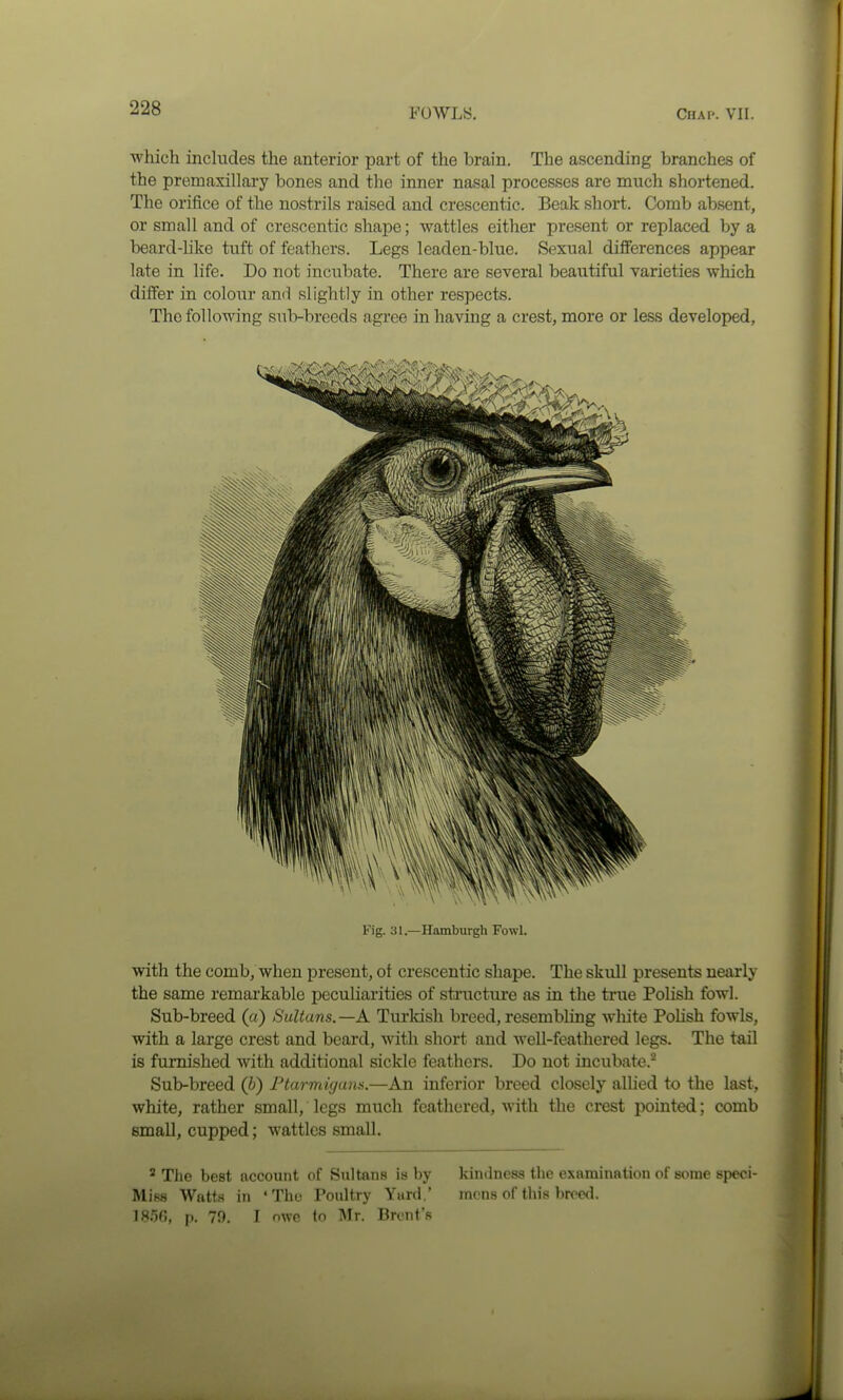 which includes the anterior part of the brain. The ascending branches of the premaxillary bones and the inner nasal processes are much shortened. The orifice of the nostrils raised and crescentic. Beak short. Comb absent, or small and of crescentic shape; wattles either present or replaced by a beard-like tuft of feathers. Legs leaden-blue. Sexual differences appear late in life. Do not incubate. There are several beautiful varieties which differ in coloiir and slightly in other respects. The following sub-breeds agree in having a crest, more or less developed, Fig. 31.—Hamburgh Fowl. with the comb, when present, of crescentic shape. The skull presents nearly the same remarkable peculiarities of structure as in the true Polish fowl. Sub-breed (a) Sultans.—A Turldsh breed, resembling white PoUsh fowls, with a large crest and beard, with short and well-feathered legs. The tail is furnished with additional sickle feathers. Do not incubate.^ Sub-breed (b) Ptarmujum.—An inferior breed closely allied to the last, white, rather small, legs much feathered, Avith the crest pointed; comb small, cupped; wattles small. ^ TJie best account of Sultans is by kindness the examination of some speci- Miss Wfttts in 'The Poultry Yard.' mens of this breed. ]8i5fl, p. 70. I nwc to Mr. Brent's