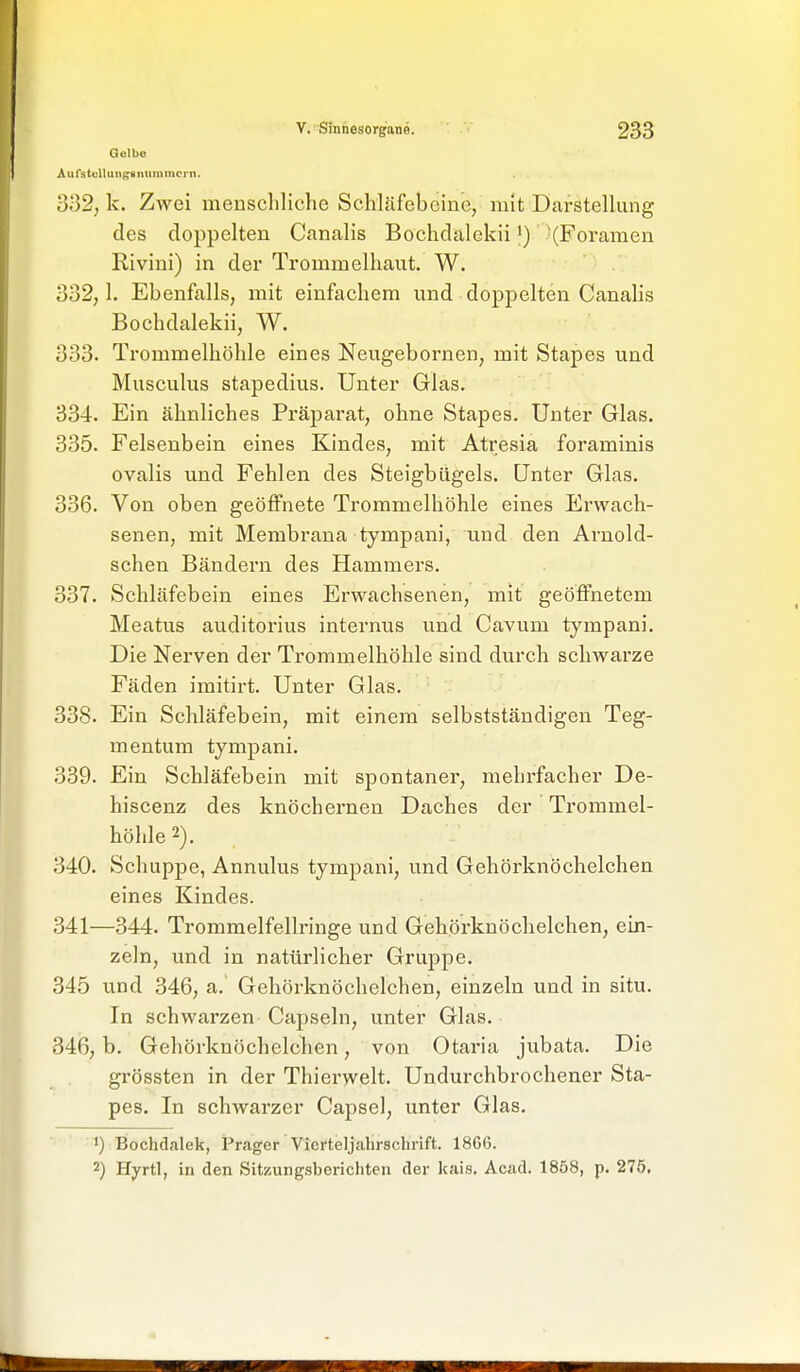 Gulbo AufätcUuitgsnuinmei-n. 332; k. Zwei menschliche Schläfebeine, mit Darstellung des doppelten Canalis Bochdalekii)(Foramen Rivini) in der Trommelhaut. W. 332,1. Ebenfalls, mit einfachem und doppelten Canalis Bochdalekii, W. 333. Trommelhöhle eines Neugebornen, mit Stapes und Musculus stapedius. Unter Glas. 334. Ein ähnliches Präpai'at, ohne Stapes. Unter Glas, 335. Felsenbein eines Kindes, mit Atresia foraminis ovalis und Fehlen des Steigbügels. Unter Glas. 336. Von oben geöffnete Trommelhöhle eines Erwach- senen, mit Membrana tympani, und den Arnold- schen Bändern des Hammers. 337. Schläfebein eines Erwachsenen, mit geöffnetem Meatus auditorius internus und Cavum tympani. Die Nerven der Trommelhöhle sind durch schwarze Fäden imitirt. Unter Glas. 338. Ein Schläfebein, mit einem selbstständigen Teg- mentum tympani. 339. Ein Schläfebein mit spontaner, mehrfacher De- hiscenz des knöchernen Daches der Trommel- höhle 2). 340. Schuppe, Annulus tympani, und Gehörknöchelchen eines Kindes. 341—344. Trommelfellringe und Gehörknöchelchen, ein- zeln, und in natürlicher Gruppe. 345 und 346, a.' Gehörknöchelchen, einzeln und in situ. In schwarzen Capseln, unter Glas. 346, b. Gehörknöchelchen, von Otaria jubata. Die grössten in der Thierwelt. Undurchbrochener Sta- pes. In schwarzer Capsel, unter Glas. ') Bochdalek, Prager Vicrteljahrsclirift. 18G(5. 2) Hyrtl, in den Sitzungsberichten der kais, Acad. 1858, p. 275,