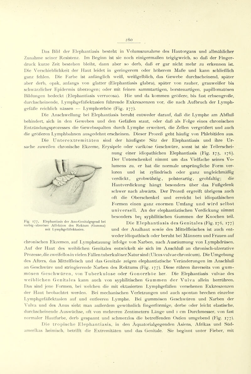 Das Bild der Elephantiasis besteht in Volumszunahme des Hautorgans und allmählicher Zunahme seiner Resistenz. Im Beginn ist sie noch einigermaßen teigigweich, so daß der Finger- druck kurze Zeit bestehen bleibt, dann aber so derb, daß er gar nicht mehr zu erkennen ist. Die Verschieblichkeit der Haut leidet in geringerem oder höherem Maße und kann schließlich ganz fehlen. Die Farbe ist anfänglich weiß, weißgelblich, das Gewebe durchscheinend, später aber derb, opak, anfangs von glatter (Elephantiasis glabra), später von rauher, grauweißer bis schwärzlicher Epidermis überzogen; oder mit feinen sammtartigen, borstenartigen, papillomatösen Bildungen bedeckt (Elephantiasis verrucosa). Hie und da kommen größere, bis fast erbsengroße, durchscheinende, Lymphgefäßektasien führende Exkreszenzen vor, die nach Aufbruch der Lymph- gefäße reichlich nässen — Lymphorrhöe (Fig. 177). Die Anschwellung bei Elephantiasis beruht entweder darauf, daß die Lymphe am Abfluß behindert, sich in den Geweben und den Gefäßen staut, oder daß als P'olge eines chronischen Entzündungsprozesses die Gewebsspalten durch Lymphe erweitert, die Zellen vergrößert und auch die größeren Lymphbahnen ausgedehnt erscheinen. Dieser Prozeß geht häufig von Phlebitiden aus. Die Unterextremitäten sind der häufigste Sitz der Elephantiasis und ihre Ur- sache zuweilen chronische Ekzeme, Erysipele oder variköse Geschwüre, sonst ist sie Teilerschei- chronischen Ekzemen, auf Lymphstauung infolge von Narben, nach Ausräumung von Lymphdrüsen. Auf der Haut des weiblichen Genitales entwickelt sie sich im Anschluß an chronisch-ulzerative Prozesse, die zweifellos in vielen Fällen tuberkulöser Natur sind (Ulcus vulvae chronicum). Die Umgebung des Afters, das Mittelfieisch und das Genitale zeigen elephantiatische Veränderungen im Anschluß an Geschwüre und stringierende Narben des Rektums (Fig. 177). Diese rühren ihrerseits von gum- mösen Geschwüren, von Tuberkulose oder Gonorrhöe her. Die Elephantiasis vulvae des weiblichen Genitales kann auch von syphilitischen Gummen der Vulva allein herrühren. Das sind jene Formen, bei welchen die mit ektasierten Lymphgefäßen versehenen Exkreszenzen der Haut beobachtet werden. Bei mechanischen Verletzungen und auch spontan brechen einzelne Lymphgefäßektasien auf und entleeren Lymphe. Bei gummösen Geschwüren und Narben der Vulva und des Anus sieht man außerdem gewöhnhch fingerförmige, derbe oder leicht elastische, durchscheinende Auswüchse, oft von mehreren Zentimetern Länge und 1 cm Durchmesser, von fast normaler Hautfarbe, derb gespannt und schmerzlos die betreffenden Ostien umgebend (Fig. 177). amerikas heimisch, betrifft die Extremitäten und das Genitale. Sie beginnt unter Fieber, mit nung einer idiopathichen Elephantiasis (Fig. 175, 176). Der Unterschenkel nimmt um das Vielfache seines Vo- lumens zu, er hat die normale ursprüngliche Form ver- loren und ist zylindrisch oder ganz ungleichmäßig verdickt, grob wülstig, polsterartig, grobfaltig; die Hautverdickung hängt besonders über das Fußgelenk schwer nach abwärts. Der Prozeß ergreift übrigens auch oft die Oberschenkel und erreicht bei idiopathischen Formen einen ganz enormen Umfang und wird selbst universell. An der elephantiatischen Verdickung nimmt besonders bej syphilitischen Gummen der Knochen teil. Fig. 177' Elephantiasis der Ano-Genitalgegend bei narbig-ulzeröser Affelttion des Rektum (Gumma) mit Lymphgefäßektasien. Die Elephantiasis des Genitales (Fig. 176, 177) und der Analhaut sowie des Mittelfleisches ist auch ent- weder idiopathisch oder beruht bei Männern und Frauen auf Die tropische Elephantiasis, in den Äquatorialgegenden Asiens, Afrikas und Süd-