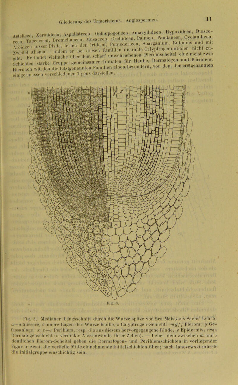 Vst.-lieen Xcrotideen, Aspidistrecn, Ophiopogonoen, Amaryllideen, Hypoxideen Djosco- T ■ ccaceen Bromeliaccen, Musaccen, Orchideen, Palmen, Pandanecn, Cyclantheen T i !>n ausser Pistia ferner den Iridcen, Ponlederieen, Sparganium, Bulomus und mit yTi -d Vlisma - iidem er bei diesen Familien distincto Calyptrogeninilialen mehl zu- fib Er linilel vielmehr über dem schart umschriebenen PlcTOnschoilel «nc m.rt.we. Schichten starke Orr gemeinsamer Inilialen für Haube, üermalogen und P*,blem. Hiernach würden die letztgenannten Familien einen besondere, von dem der eistgenannlen einigermassen verschiedenen Typus darslellen, — \ Fig. 3. Fig. 3. Medianer Längsschnitt durch die Wurzelspilzc von Eea Mais,.aus Sachs’ Lchrb. a—a äussere, i innere Lagen der Wurzelhaube, s Calyptrogen-Schicht. mg ff Plerom ; g Ge- bissanlage. x, r—r Periblem, resp. die aus diesem hervorgegangene Rinde, c Epidermis, resp. Dcrmatogenschicht [v verdickte Aussenwände ihrer Zellen). — Ueber dem zwischen m und s deutlichen Plerom-Scheitel gehen die Dcrmalogon- und Periblemschichten in vorliegender Figur in zwei, die vertiefte Mitte einnehmende lnitialsehichten über; nach Janczewski müsste die Initialgruppe einschichtig sein.