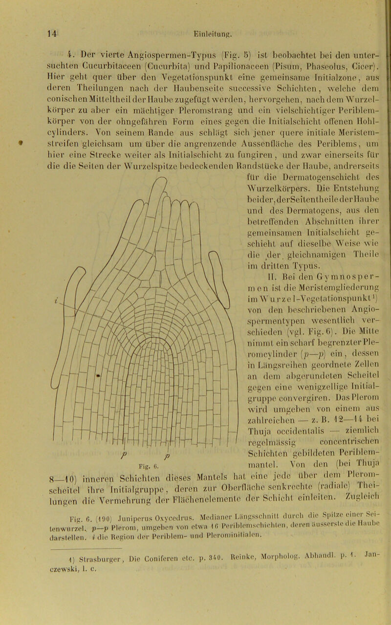 4. Der vierte Angiospermen-Typus (Fig. 5) ist beobachtet bei den unter- suchten Cucurbitaceen (Cucurbita) und Papilionaceen (Pisüm, Phaseolus, Cicer). Hier geht quer über den Vegelationspunkt eine gemeinsame Initialzone, aus deren Theilungen nach der Haubenseite successive Schichten, welche dem conischcn Milteltheil der Haube zugefügt werden, hervorgehen, nach dem Wurzel- körper zu aber ein mächtiger Pleromstrang und ein vielschichtiger Periblem- körper von der ohngefähren Form eines gegen die Initialschicht offenen Ilohl- cylinders. Von seinem Rande aus schlägt sich jener quere initiale Meristem- streifen gleichsam um über die angrenzende Aussenfläche des Periblems, um hier eine Strecke weiter als Initialschicht zu fungiren , und zwar einerseits für die die Seiten der Wurzelspitze bedeckenden Randstücke der Haube, andrerseits für die Dermatogenschichl des Wurzelkörpers. Die Entstehung beider, derSeitentheile der Haube und des Dermatogens, aus den betreffenden Abschnitten ihrer gemeinsamen Initialschicht ge- schieht auf dieselbe Weise wie die der gleichnamigen Theile im dritten Typus. II. Bei den Gymnosper- m cn ist die Meristemgliederung im W u r ze I -Vegelationspunkt') von den beschriebenen Angio- spermentypen wesentlich ver- schieden (vgl. Fig-6)- Die Mitte nimmt ein scharf begrenzter Pie— romcylinder (p—p) ein , dessen in Längsreihen geordnete Zellen an dem abgerundeten Scheitel gegen eine wenigzeilige Initial- gruppe convergiren. Das Plerom wird umgeben von einem aus zahlreichen — z. B. 12—14 bei Thuja occidenlalis — ziemlich regelmässig concen (rischen Schichten gebildeten Periblem- mantel. Von den (bei Thuja 8—10) inneren Schichten dieses Mantels hat eine jede über dem Plerom- scheitel ihre Initialgruppe, deren zur Oberfläche seükrechtc (radiale) The.- Iungen die Vermehrung der Flächenclemcnle der Schicht einleilen. Zugleich Fig f, (190) Juniperus Oxvccdrus. Medianer Längsschnitt durch die Spitze einer Sei- tenwurzel. p-p Plerom, umgeben von etwa Ifi PeriblGmschiehten, deren äusserste die Haube darstellen, i die Region der Periblem- und Plerominitialen. 1) Strasburger, Die Coniferen etc. p czewski, 1. c. 34 0. Reinke, Morpbolog. Abbandl. p. 1- .tan