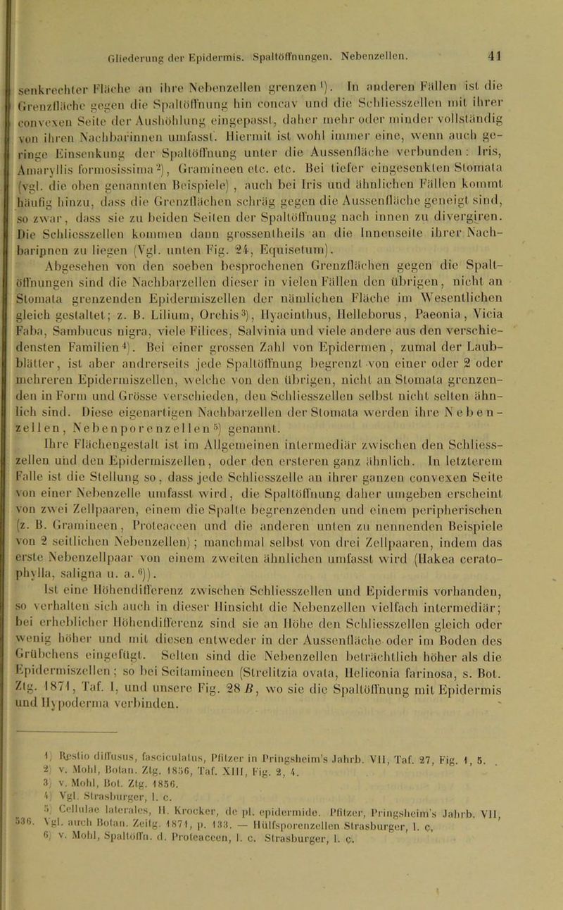 senkrechter Fläche an ihre Nebenzellen grenzen1). In anderen Füllen ist die Grenzflüche gegen die Spallöffnung hin concav und die Sehliesszellen mit ihrer convexen Seite der Aushöhlung eingepasst, daher mehr oder minder vollständig von ihren Nachbarinnen umfasst. Hiermit ist wohl immer eine, wenn auch ge- ringe Einsenkung der Spaltöffnung unter die Aussenlläche verbunden: Iris, Amaryllis formosissima2), Gramineen etc. etc. Bei tiefer eingesenklen Stomata (vgl. die oben genannten Beispiele) , auch bei Iris und ähnlichen Fällen kommt häufig hinzu, dass die Grenzflächen schräg gegen die Aussenlläche geneigt sind, so zwar, dass sie zu beiden Seiten der Spaltöffnung nach innen zu divergiren. Die Schlicsszellen kommen dann grossenlheils an die Innenseite ihrer Nach- barinnen zu liegen (Vgl. unten Fig. 24, Equisetum). Abgesehen von den soeben besprochenen Grenzflächen gegen die Spalt- öffnungen sind die Nachbarzellen dieser in vielen Fällen den übrigen, nicht an Stomata grenzenden Epidermiszellen der nämlichen Fläche im Wesentlichen gleich gestaltet; z. B. Lilium, Orchis3), llyacinthus, Ilelleborus, Paeonia, Vicia Faba, Sambucus nigra, viele Filices, Salvinia und viele andere aus den verschie- densten Familien4). Bei einer grossen Zahl von Epidermen, zumal der Laub- blätter, ist aber andrerseits jede Spaltöffnung begrenzt von einer oder 2 oder mehreren Epidermiszellen, welche von den übrigen, nicht an Stomata grenzen- den in Form und Grösse verschieden, den Scldiesszellen selbst nicht selten ähn- lich sind. Diese eigenartigen Nachbarzellen der Stomata werden ihre Neben- zellen, Neben po r e nz e11 en 5) genannt. Ihre Flächengestalt ist im Allgemeinen intermediär zwischen den Schliess- zellen uiul den Epidermiszellen, oder den ersleren ganz ähnlich, ln letzterem Falle ist die Stellung so, dass jede Schliesszelle an ihrer ganzen convexen Seite von einer Nebenzelle umfasst wird, die Spaltöffnung daher umgeben erscheint von zwei Zellpaaren, einem die Spalte begrenzenden und einem peripherischen (z. B. Gramineen, Protcaceen und die anderen unten zu nennenden Beispiele von 2 seitlichen Nebenzellen); manchmal selbst von drei Zellpaaren, indem das erste Nebenzellpaar von einem zweiten ähnlichen umfasst wird (Hakea ceralo- phylla, saligna u. a.6)). Ist eine Höhendifferenz zwischen Schlicsszellen und Epidermis vorhanden, so verhalten sich auch in dieser Hinsicht die Nebenzellen vielfach intermediär; bei erheblicher Höhendifferenz sind sie an Höhe den Scldiesszellen gleich oder wenig höher und mit diesen entweder in der Aussenlläche oder im Boden des Grübchens eingefügt. Selten sind die Nebenzellen beträchtlich höher als die Epidermiszellen; so bei Scitamineen (Strelilzia ovala, lleliconia farinosa, s. Bol. Ztg. 1871, Jaf. I, und unsere Fig. 28 71, wo sie die Spaltöffnung mit Epidermis und lhpoderma verbinden. ' 536. V Rr.stio diffuses, fasciculalus, Pfilzer in Pringsheim’s Jahrb. VII, Taf. 27, Fig. 1, 5. 2 v. Mohl, Bo tan. Ztg. 1856, Taf. XIII, Fig. 2, 4. 3; v. Mohl, Bot. Zig. 1856. 4; Vgl. Strasburger, I. c. ■> Cellulae laterales, II. Krocker, de pl. epidermide. Pfilzer, Pringsheim’s Jahrb. VII, Ngl. auch Bolen. Zeitg. 1871, p. 133. — Hülfsporenzellen Strasburger, 1. c, <> v. Mohl, Spaltöflh. d. Proteaceen, I. c. Strasburger, 1. c.