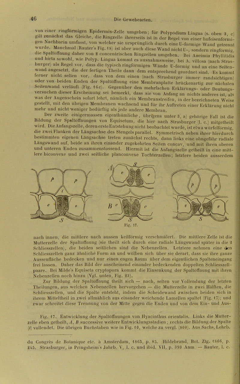 von einer ringförmigen Epiderrais-Zelle umgeben; für Polypodium Lingua (s. oben 3 c) gilt zunächst das Gleiche, die Ringzelle ihrerseits ist in der Regel von einer hufeisenförmi- gen Nachbarin umfasst, von welcher sie ursprünglich durch eine U-förmige Wand getrennt wurde. Manchmal (Rauter’s Fig. 18) ist aber auch diese Wand nicht U-, sondern ringförmig die Spaltöffnung daher von 2 concentrischen Ringzellen umgeben. Bei Aneimia PhyllitidTs und lnrta sowohl, wie Polyp. Lingua kommt es ausnahmsweise, bei A. villosa (nach Stras- lmrger als Regel vor, dass die typisch ringförmigen Wände U-förmig und an eine Seiten- wand angesetzt, die der fertigen Theile dann dem entsprechend geordnet sind Es kommt ferner nicht selten vor, dass von dem einen (nach Strasburger immer randsichtigen) oder von beiden Enden der Spaltöffnung eine Membranplatte brückenartig zur nächsten Seitenwand verläuft (Fig. 16c). Gegenüber den mehrfachen Erklärungs- oder Deutungs- versuchen dieser Erscheinung sei bemerkt, dass sie von Anfang an nichts anderes ist als was der Augenschein sofort lehrt, nämlich ein Membranstreifen, in der bezeichneten Weise gestellt, mit den übrigen Membranen wachsend und für ihr Auftreten einer Erklärung nicht mehr und nicht weniger bedürftig als jede andere Membran. Der zweite einigermassen eigenthümliche, übrigens unter 3, a) gehörige Fall ist die Bildung der Spaltöffnungen von Equisetum, die hier nach Strasburger (1. c.) mitgetheilt wiid. Die Anlungszelle, deren crsteEiitstehung nicht beobachtet wurde, ist etwa würfelförmig, die zwei Flanken der Längsachse des Stengels parallel. Symmetrisch neben ihrer hierdurch bestimmten eigenen Längsachse treten zunächst rechts, dann links eine ohngefähr radiale Lungswand auf, beide an ihren einander zugekehrten Seiten concav, und mit ihren oberen und unteren Enden zusammenstossend. Hiermit ist die Anfangszeile getheilt in eine mitt- lere biconvexe und zwei seitliche planconvexe Tochterzellen; letztere beiden ausserdem nach innen, die mittlere nach aussen keilförmig verschmälert. Die mittlere Zelle ist die Mutterzelle der Spaltöffnung (sie theill sich durch eine radiale Längswand später in die 2 Schliesszcllen), die beiden seitlichen sind die Nebenzellen. Letztere nehmen eine eien Sehliesszelleh ganz ähnliche Form an und wölben sich über sie derart, dass sic ihre ganze Aussentlüche bedecken und nur einen engen Raum über dem eigentlichen Spalteneingang frei lassen. Daher das Bild der anscheinend einander bedeckenden doppelten Schliesszell- paare. Bei Milde’s Equiseta cryptopora kommt die Einsenkung der Spaltöffnung mit ihren Nebenzellen noch hinzu (Vgl. unten, Fig. 23). Zur Bildung der Spaltöffnung tlicilt sich — nach, selten vor Vollendung der letzten Theilungen, aus welchen Nebenzellen hervorgehen — die Mutterzelle in zwei Hälften, die Schliesszcllen, und die Spalte entsteht, indem die Scheidewand zwischen beiden sich in ihrem Mitteltheil in zwei allmählich aus einander weichende Lamellen spaltet (Fig. 17); und zwar schreitet diese Trennung von der Mitte gegen die Enden und von dem Ein- und Aus- Fig. 17. Entwicklung der Spaltöffnungen von Hyacinlhus orientolis. Links die Mutter- zelle eben getheilt, A, B successive w eitere Entwicklungssladien ; rechts die Bildung der Spalte (<) vollendet. Die übrigen Buchstaben wie in Fig. 10, welche zu vergl. (800). Aus Sachs, Lelirb. du Congres de Botanique etc. ä Amsterdam, 1865, p. 85. Hildebrand, Bot. Zig. 1866, p. 245. Strasburger, in Pringsheim’s Jahrb. V, 1. c. und ibid. VH, p. 393 Anm — Raufer, 1. c. /