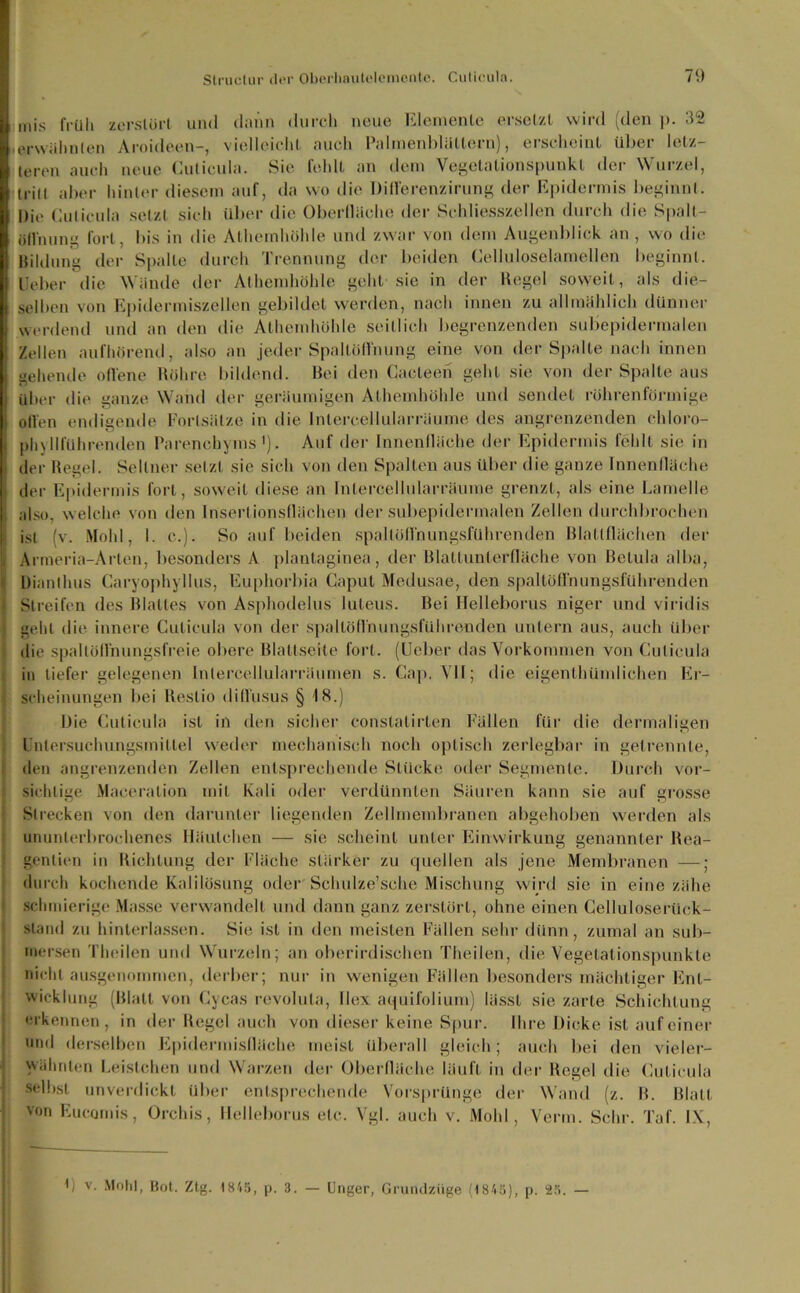 mis früh zerstört und dann durch neue Elemente ersetzt wird (den p. 32 erwähnten Aroideen-, vielleicht auch Palinenblältern), erscheint über letz- teren auch neue Cuticula. Sie fehlt an dem Vegetationspunkt der Wurzel, tritt aber hinter diesem auf, da wo die Differenzirung der Epidermis beginnt. Die Cuticula setzt sieh über die Oberfläche der Sehliesszellen durch die Spalt- öffnung fort, bis in die Athemhöhle und zwar von dem Augenblick an , wo die Bildung der Spalte durch Trennung der beiden Celluloselamellen beginnt, lieber die Wände der Athemhöhle geht sie in der Regel soweit, als die- selben von Epidermiszcllen gebildet werden, nach innen zu allmählich dünner werdend und an den die Athemhöhle seitlich begrenzenden subepidermalen Zellen aufhörend, also an jeder Spaltöffnung eine von der Spalte nach innen gehende offene Röhre bildend. Bei den Cacteen geht sie von der Spalte aus über die ganze Wand der geräumigen Athemhöhle und sendet röhrenförmige offen endigende Fortsätze in die Inlercellularräume des angrenzenden chloro- phyllführenden Parenchyms1). Auf der Innenfläche der Epidermis fehlt sie in der Regel. Seltner setzt sie sich von den Spalten aus über die ganze Innenfläche der Epidermis fort, soweit diese an Inlercellularräume grenzt, als eine Lamelle also, welche von den Inserlionsflächen der subepidermalen Zellen durchbrochen ist (v. Mold, I. c.). So auf beiden spallöffnungsführenden Rlatlflächen der Armeria-Arten, besonders A plantaginea, der Blattunlerfläche von Betula alba, Dianthus Caryophyllus, Euphorbia Caput Medusae, den spaltöffnungsführenden Streifen des Blattes von Asphodelus luleus. Bei Helleborus niger und viridis geht die innere Cuticula von der spallöffnungsführenden untern aus, auch über die spaltöffnungsfreie obere Blaltseile fort, (lieber das Vorkommen von Cuticula in tiefer gelegenen Inlerceliiularräumen s. Cap. VII; die eigentümlichen Er- scheinungen bei Reslio diffusus § 18.) Die Cuticula ist in den sicher conslalirten Fällen für die dermaligen l'ntersuchungsmiltel weder mechanisch noch optisch zerlegbar in getrennte, den angrenzenden Zellen entsprechende Stücke oder Segmente. Durch vor- sichtige Maceralion mit Kali oder verdünnten Säuren kann sie auf grosse Strecken von den darunter liegenden Zellmembranen abgehoben werden als ununterbrochenes Häutchen — sie scheint unter Einwirkung genannter Rea- gcnlien in Richtung der Fläche stärker zu quellen als jene Membranen —; durch kochende Kalilösung oder Schulze’sche Mischung wird sie in eine zähe schmierige Masse verwandelt und dann ganz zerstört, ohne einen Celluloseriick- sland zu hinterlassen. Sie ist in den meisten Fällen sehr dünn, zumal an sub- mersen Theilen und Wurzeln; an oberirdischen Theilen, die Vegetationspunkte nicht ausgenommen, derber; nur in wenigen Fällen besonders mächtiger Ent- wicklung (Rlatl von Cycas revolula, Ilex aquifoiium) lässt sie zarte Schichtung erkennen, in der Regel auch von dieser keine Spur. Ihre Dicke ist auf einer und derselben Epidermisfläche meist überall gleich; auch bei den vieler- wähntcn Leistchen und Warzen der Oberfläche läuft in der Regel die Cuticula selbst unverdickt über entsprechende Vorsprünge der Wand (z. R. Rlatl von Eucornis, Orchis, Helleborus etc. Vgl. auch v. Mold, Verm. Sehr. Taf. IX, L v. Mohl, Bot. Ztg. 1845, p. 3. — Unger, Grundzüge (1845), p. 25. —