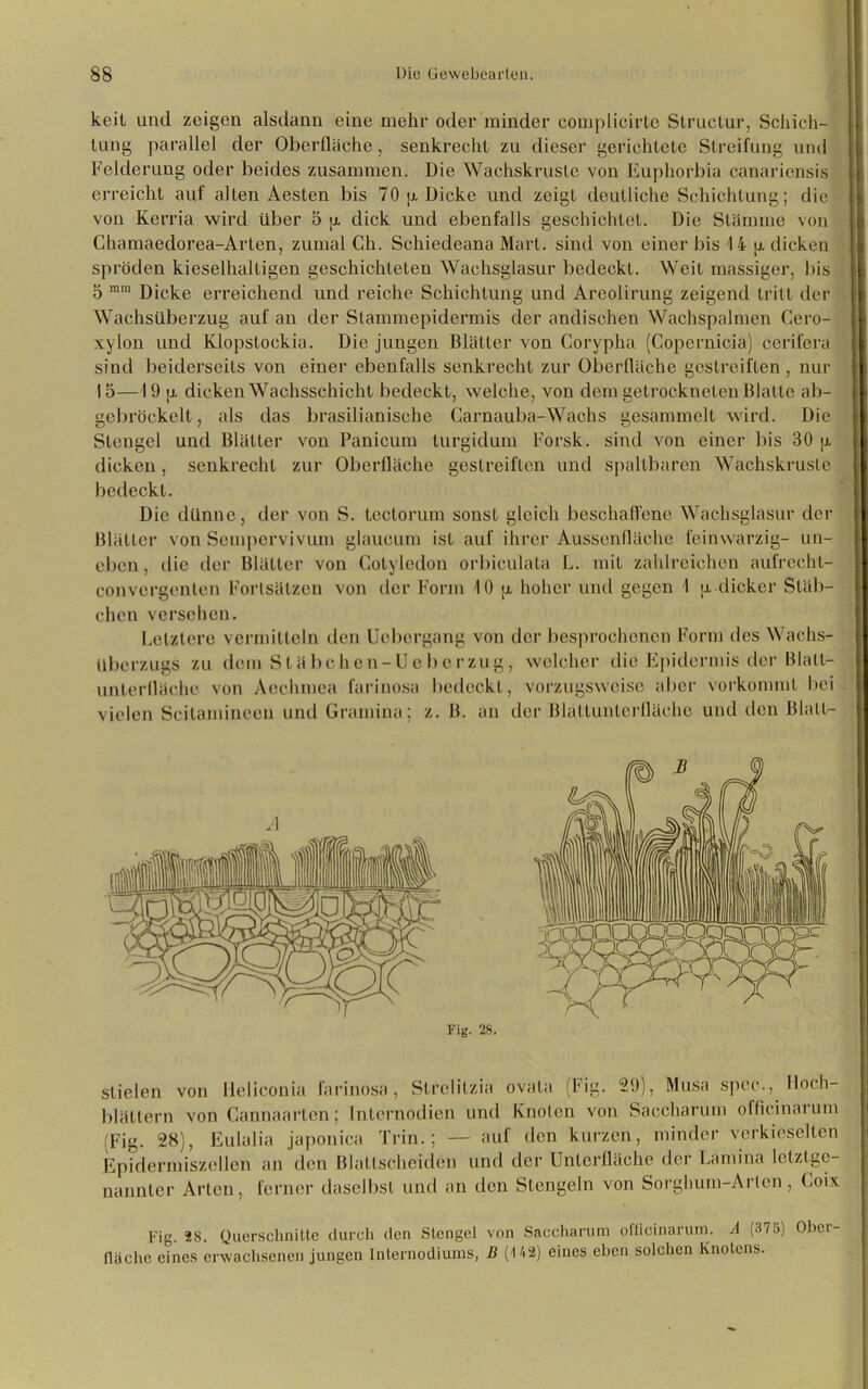keil und zeigen alsdann eine mehr oder minder complicirtc Struclur, Schich- tung parallel der Oberfläche, senkrecht zu dieser gerichtete Streifung und Felderung oder beides zusammen. Die Wachskruslc von Eupliorbia canariensis erreicht auf alten Aesten bis 70 p. Dicke und zeigt deutliche Schichtung; die von Kerria wird über 5 p. dick und ebenfalls geschichtet. Die Stämme von Chamaedorea-Arlen, zumal Ch. Schiedeana Mart, sind von einer bis 14 p. dicken spröden kieselhaltigen geschichteten Wachsglasur bedeckt. Weit massiger, bis 5 min Dicke erreichend und reiche Schichtung und Areolirung zeigend tritt der Wachsüberzug auf an der Stammepidermis der andischen Wachspalmen Cero- xylon und Klopslockia. Die jungen Blätter von Corypha (Copernicia) cerifera sind beiderseits von einer ebenfalls senkrecht zur Oberfläche gestreiften, nur 15—19 p. dicken Wachsschicht bedeckt, welche, von dem getrockneten Blatte ab- gebröckelt, als das brasilianische Carnauba-Wachs gesammelt wird. Die Stengel und Blätter von Panicum turgidum Forsk. sind von einer bis 30 p. dicken, senkrecht zur Oberfläche gestreiften und spaltbaren Wachskruslc bedeckt. Die dünne, der von S. tectorum sonst gleich beschaffene Wachsglasur der Blätter von Sempcrvivum glaucum ist auf ihrer Aussenfläche feinwarzig- un- eben, die der Blätter von Gotyledon orbiculala L. mit zahlreichen aufrechl- convergenlen Fortsätzen von der Form 10 p. hoher und gegen 1 p. dicker Stäb- chen versehen. Letztere vermitteln den Ucbcrgang von der besprochenen Form des Wachs- überzugs zu dem Stäbchen-Uc berzug, welcher die Epidermis der Blalt- unterflächc von Aechmea farinosa bedeckt, vorzugsweise aber vorkommt bei vielen Scilamineen und Gramina; z. B. an der Blallunlcrlläehe und den Blatt- stielen von Meliconia farinosa, Slrelitzia ovata (Fig. 29), Musa spee., Hoch blättern von Cannaarlen; Internodien und Knoten von Saccharum officinarum (Fig. 28), Eulalia japonica Trin.; — auf den kurzen, minder verkiesellen Epidermiszellen an den Blattscheiden und der Unterfläche der Lamina letztge- nannter Arten, ferner daselbst und an den Stengeln von Sorghum-Arten, Coix Fig. 28. Querschnitte durch den Stengel von Saccharum officinarum. A (878) Ober fläche eines erwachsenen jungen Internodiums, B (142) eines eben solchen Knotens.