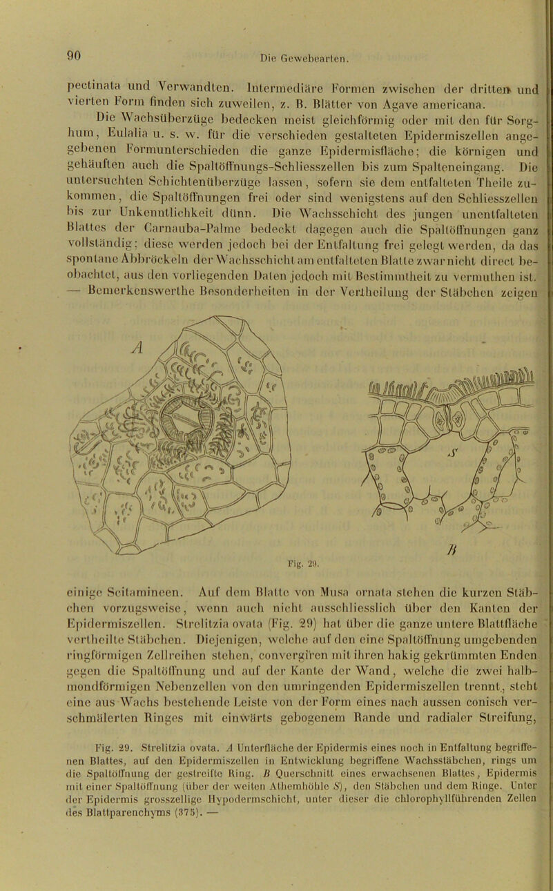 pectinata und Verwandten. Intermediäre Formen zwischen der drittel» und vierten form finden sich zuweilen, z. B. Blätter von Agave americana. Die Wachsüberzüge bedecken meist gleichförmig oder mit den für Sorg- hum, Eulalia u. s. w. für die verschieden gestalteten Epidermiszellen ange- gebenen formunterschieden die ganze Epidermisfläche; die körnigen und gehäuften auch die Spältöfl'nungs-Schliesszellen bis zum Spalteneingang. Die untersuchten Schichtenüberzüge lassen, sofern sie dem entfalteten Theile zu- kommen, die Spaltöffnungen frei oder sind wenigstens auf den Schliesszellen bis zur Unkenntlichkeit dünn. Die Wachsschicht des jungen unentfalteten Blattes der Carnauba-Palme bedeckt dagegen auch die Spaltöffnungen ganz vollständig; diese werden jedoch bei der Entfaltung frei gelegt werden, da das spontane Abbröckeln der Wachsschicht am entfalteten Blatte zwar nicht direct be- obachtet, aus den vorliegenden Daten jedoch mit Bestimmtheit zu vermuthen ist. — Bemerkcnswcrthe Besonderheiten in der Veriheilung der Stäbchen zeigen einige Scilamineen. Auf dem Blatte von Musa ornata stehen die kurzen Stäb- chen vorzugsweise, wenn auch nicht ausschliesslich über den Kanten der Epidermiszellen. Slrclitzia ovala (Fig. 29) hat über die ganze untere Blattfläche vcrtheilte Stäbchen. Diejenigen, welche auf den eine Spaltöffnung umgebenden ringförmigen Zellreihen stehen, convergi'ren mit ihren hakig gekrümmten Enden gegen die Spaltöffnung und auf der Kante der Wand, welche die zwei halb- mondförmigen Nebenzellen von den umringenden Epidermiszellen trennt., steht eine aus Wachs bestehende Leiste von der Form eines nach aussen conisch ver- schmälerten Ringes mit einwärts gebogenem Rande und radialer Streifung, Fig. 29. Strelitzia ovata. A Unterfläche der Epidermis eines noch in Entfaltung begriffe- nen Blattes, auf den Epidermiszellen in Entwicklung begriffene Wachsstäbchen, rings um die Spaltöffnung der gestreifte Ring. B Querschnitt eines erwachsenen Blattes, Epidermis mit einer Spaltöffnung (über der weiten Athemhöhlc S), den Stäbchen und dem Ringe. Unter der Epidermis grosszellige Hypodermschicht, unter dieser die chlorophyllführenden Zellen des Blattparenchyms (375). —