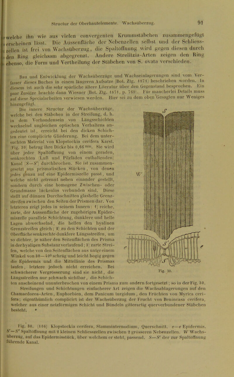 * welche ihn wie aus vielen convergenlen Krummstäbchen zusammengefugt * erscheinen lässt. Die Aussenlläehc der Nebenzellen selbst und der Schliess- . zellen ist frei von Wadisüberzug, die Spallöilnung wird gegen diesen durch ,den hing gleichsam abgeö grenzt. Andere Strelitzia-Arlcn zeigen den Ring ebenso, die Form und Vertheilung der Stäbchen von S. ovata verschieden. Bau und Entwicklung der Wachsüberzüge und Wachseinlagerungen sind vom Ver- fasser dieses Buches in einem längeren Aufsatze (Bol. Zig. 1871) beschrieben worden. In diesem ist auch die sehr spärliche ältere Literatur über den Gegenstand besprochen. Ein paar Zusäjze brachte dann Wiesner (Bol. Ztg. 1871, p. 769). Für mancherlei Details muss auf diese Spccialarbeiten verwiesen werden, liier sei zu dem oben Gesagten nur Weniges hinzugefügt. Die innere Structur der Wachsüberzüge, welche bei den Stäbchen in der Streifung, d. h. in dem Vorhandensein von Längsschichten wechselnd ungleichen optischen Verhaltens an- gedeutet ist, erreicht bei den dicken Schich- ten eine complicirle Gliederung. Bei dem unter- suchten Material von Klopstockia cerifera Karst. Fig. 30) betrug ihre Dicke bis 0,66 mm. Sie wird über jeder Spaltöffnung von einem geraden, senkrechten (Luft und Pilzfäden enthaltenden) Kanal [S—S') durchbrochen. Sie ist zusammen- ' gesetzt aus prismatischen Stücken , von denen jedes genau auf eine Epidermiszelle passt, und welche nicht getrennt neben einander gestellt, sondern durch eine homogene Zwischen- oder Grundmasse lückenlos verbunden sind. Diese stellt auf dünnen Durchschnitten glashelle Grenz- streifen zwischen den Seiten der Prismen dar. Von letzteren zeigt jedes in seinem Innern : 1) reiche, zarte, der Aussenfläche der zugehörigen Epider- niiszelle parallele Schichtung, dunklere und helle Lagen abwechselnd, die hellen den hyalinen Grenzstreifen gleich ; 2) zu den Schichten und der Oberfläche senkrechte dunklere Längsstreifen, um so dichter, je näher den Seitenflächen des Prisma inderhyalipen Substanz verlaufend; 3) zarte Strei- fen, welche von den Seitenflächen aus unter einem Winkel von 30—40° schräg und leicht bogig gegen die Epidermis und die Mittellinie des Prismas laufen, letztere jedoch nicht erreichen. Bei schwächerer Vergrösserung sind sie nicht, die Fig. 30. Längsstreifen nur schwach sichtbar, die Schich- ten anscheinend ununterbrochen von einem Prisma zum andern fortgesetzt; so in der Fig. 30. Streifungen und Schichtungen einfacherer Art zeigen die Wachsablagerungen auf den Chamaedorea-Artcn, Euphorbien, dem Panicum turgidum, den Früchten von Myrica ceri— fera; eigenthümlich complieirt ist der Wachsüberzug der Frucht von Benincasa cerifera, welcher aus einer netzförmigen Schicht und Bündeln gitterartig querverbundener Stäbchen besteht. * Fig. 30. (116) Klopstockia cerifera, Stamminternodium, Querschnitt, e—e Epidermis. S'—S SpaltötTnung mit 2 kleinen Schliesszellen zwischen 2 grösseren Nebenzellen. W Wachs- überzug, auf das Epidermissliick, über welchem er steht, passend. S—S' der zur Spaltöffnung führende Kanal.