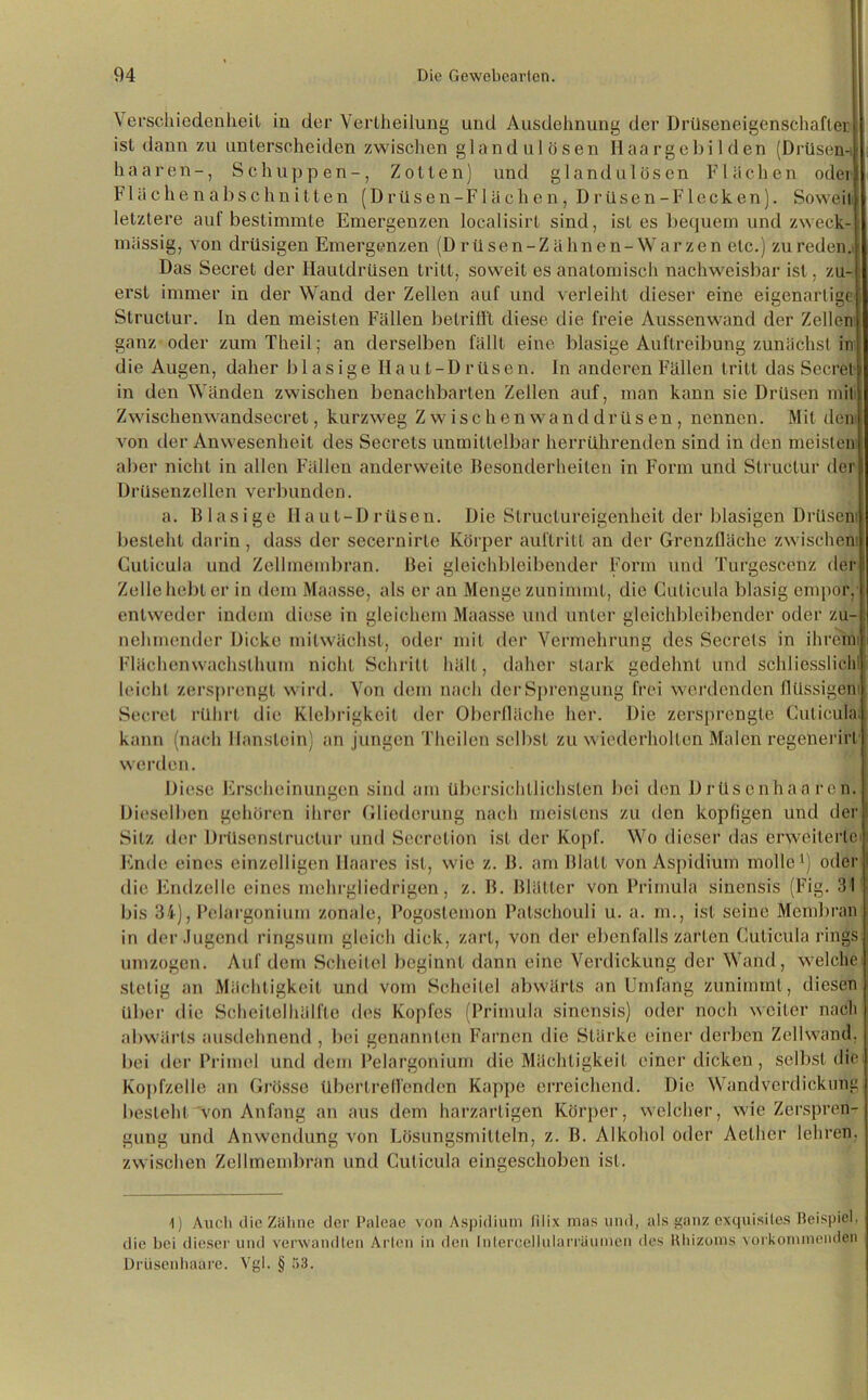 \erschiedenheit in der Vertheilung und Ausdehnung der Drüseneigenschafter isl dann zu unterscheiden zwischen glandulösen Haargebilden (Drüsen-, haaren-, Schuppen-, Zollen) und glandulösen Flächen odei Flüchenabschnitten (Drüsen-Flächen,Drüsen-Flecken). Soweit letztere auf bestimmte Emergenzen localisirt sind, ist es bequem und zweck-: massig, von drüsigen Emergenzen (D rüsen-Zähnen-Warzen etc.) Zureden. Das Secrel der Hautdrüsen tritt, soweit es anatomisch nachweisbar ist, zu- erst immer in der Wand der Zellen auf und verleiht dieser eine eigenartige Structur. ln den meisten Fällen betrifft diese die freie Aussenwand der Zellen ganz oder zum Theil; an derselben fällt eine blasige Auftreibung zunächst in die Augen, daher blasige Haut-Drüsen. In anderen Füllen tritt das Secret in den Wänden zwischen benachbarten Zellen auf, man kann sie Drüsen mit Zwischenwandsecret, kurzweg Zwischenwanddrüsen, nennen. Mit dem von der Anwesenheit des Secrels unmittelbar herrührenden sind in den meisten aber nicht in allen Fällen anderweite Besonderheiten in Form und Structur der Drüsenzellen verbunden. a. Blasige Haut-Drüsen. Die Structureigenheit der blasigen Drüsen besteht darin , dass der secernirlc Körper auftritl an der Grenzfläche zwischen: Cuticula und Zellmembran. Bei gleichbleibender Form und Turgescenz der Zelle hebt er in dem Maasse, als er an Menge zunimmt, die Cuticula blasig empor, entweder indem diese in gleichem Maasse und unter gleichbleibender oder zu- . nehmender Dicke mitwächst, oder mit der Vermehrung des Secrels in ihrem; Flächenwachsthum nicht Schrill hält, daher stark gedehnt und schliesslichl leicht zersprengt wird. Von dem nach der Sprengung frei werdenden flüssigen: Secret rührt die Klebrigkeit der Oberfläche her. Die zersprengte Cuticula, kann (nach Haustein) an jungen Theilen selbst zu wiederholten Malen regenerirl werden. Diese Erscheinungen sind am übersichtlichsten bei den Drüsenhaaren. Dieselben gehören ihrer Gliederung nach meistens zu den kopfigen und der I Silz der Drüscnslructur und Secrclion ist der Kopf. Wo dieser das erweiterte Ende eines einzelligen Haares isl, wie z. B. am Blatt von Aspidium molle1) oder die Endzeile eines mehrgliedrigen, z. B. Blätter von Primula sinensis (Fig. 31 bis 34), Pelargonium zonale, Pogostemon Patschouli u. a. m., isl seine Membran in der Jugend ringsum gleich dick, zart, von der ebenfalls zarten Cuticula rings umzogen. Auf dem Scheitel beginnt dann eine Verdickung der Wand, welche stetig an Mächtigkeit und vom Seheilel abwärts an Umfang zunimmt, diesen über die Scheitel hälfte des Kopfes (Primula sinensis) oder noch weiter nach abwärts ausdehnend, bei genannten Farnen die Stärke einer derben Zellwand, bei der Primel und dem Pelargonium die Mächtigkeit einer dicken, selbst die. Kopfzelle an Grösse über treffenden Kappe erreichend. Die Wandverdickung besteht von Anfang an aus dem harzartigen Körper, welcher, wie Zerspren- gung und Anwendung von Lösungsmitteln, z. B. Alkohol oder Aelher lehren, zwischen Zellmembran und Cuticula eingeschoben isl. 1) Auch die Zähne der I'aleae von Aspidium lilix mas und, als ganz exquisites Beispiel, die hei dieser und verwandten Arten in den Inlercelhdarräumen des Rhizoms vorkommenden Drüsenhaare. Vgl. § 53.