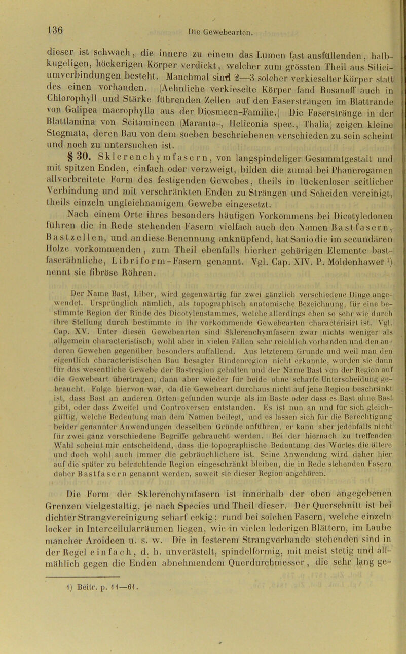 dieser ist schwach, die innere zu einem das Lumen fast ausfallenden, halb- kugeligen, höckerigen Körper verdickt, welcher zum grössten Theil aus Silici- um Verbindungen besteht. Manchmal sind 2—3 solcher verkieselterKörper statt des einen vorhanden. (Aehnliche verkieselle Körper fand Rosanofl' auch in Chloi ophyll und Stärke führenden Zellen auf den Fasersträngen im Blatlrande von Galipea macrophylla aus der Diosmeen-Familie.) Die Faserstränge in der Blattlamina von Scitamineen (Maranla-, Heliconia spec., Thalia) zeigen kleine Stegmata, deren Bau von dem soeben beschriebenen verschieden zu sein scheint und noch zu untersuchen ist. § 30. Sklerenchymfasern, von langspindeliger Gesammlgestalt und mit spitzen Enden, einfach oder verzweigt, bilden die zumal bei Phanerogamen allverbreitete tonn des festigenden Gewebes, theils in lückenloser seitlicher Verbindung und mit verschränkten Enden zu Strängen und Scheiden vereinigt, theils einzeln ungleichnamigem Gewebe eingesetzt. Nach einem Orte ihres besonders häufigen Vorkommens bei Dicotyledonen führen die in Rede stehenden Fasern vielfach auch den Namen Bastfasern, Bastzellen, und an diese Benennung anknüpfend, hatSaniodie im secundären Holze vorkommenden , zum Theil ebenfalls hierher gehörigen Elemente bast- faserähnliche, L ibr i fo rm - Fasern genannt. Vgl. Cap. XIV. P. Moldenhawer *) nennt sie fibröse Röhren. Der Name Bast, Liber, wird gegenwärtig für zwei gänzlich verschiedene Dinge ange- wendet. Ursprünglich nämlich, als topographisch anatomische Bezeichnung, fijr eine be- stimmte Region der Rinde des Dieotylenstammes, welche allerdings eben so sehr wie durch ihre Stellung durch bestimmte in ihr vorkommende Gewebearien characterisirt ist. Vgl. Cap. XV. Unter diesen Gewebearten sind Sklerenchymfasern zwar nichts weniger als allgemein oharacteristisch, wohl aber in vielen Fällen sehr reichlich vorhanden und den an- deren Geweben gegenüber besonders auffallend. Aus letzterem Grunde und weil man den eigentlich characteristischen Bau besagter Rindenregion nicht erkannte, wurden sic dann für das wesentliche Gewebe der Bastregion gehalten und der Name Bast von der Region auf die Gewebeart übertragen, dann aber wieder für beide ohne scharfe Unterscheidung ge- braucht. Folge hiervon war, da die Gewebeart durchaus nicht auf jene Region beschränkt ist, dass Bast an anderen Orten gefunden wurde als im Baste oder dass es Bast ohne Bast gibt, oder dass Zweifel und Controversen entstanden. Es ist nun an und für sich gleich- gültig, welche Bedeutung man dem Namen beilegt, und es lassen sich für die Berechtigung beider genannter Anwendungen desselben Gründe anführen, er kann aber jedenfalls nicht für zwei ganz verschiedene Begriffe gebraucht werden. Bei der hiernach zu (reifenden Wahl scheint mir entscheidend, dass die topographische Bedeutung des Wortes die ältere und doch wohl auch immer die gebräuchlichere ist. Seine Anwendung wird daher hier auf die später zu betrachtende Region eingeschränkt bleiben, die in Rede stehenden Fasern daher Bastfasern genannt werden, soweit sie dieser Region angehören. Die Form der Sklerenchymfasern ist innerhalb der oben angegebenen Grenzen vielgestaltig, je nach Species und Theil dieser. Der Querschnitt ist bei dichter Strangvereinigung scharf eckig; rund bei solchen Fasern, welche einzeln locker in Intercellularräumen liegen, wiedn vielen lederigen Blättern, im Laube mancher Aroideen u. s. w. Die in festerem Strangvcrbande stehenden sind in der Regel einfach, d. h. unverästell, spindelförmig, mit meist stetig und all- mählich gegen die Enden abnehmendem Querdurchmesser, die sehr lang ge- 1) Beitr. p. 1 1—61.