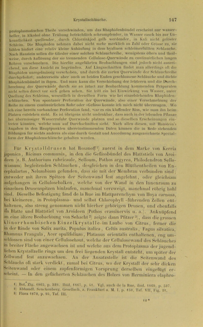 protoplasmatischen Theile verschwinden, um das Rhaphidenbündel erscheint nur wasser- heller, in Alkohol ohne Trübung beträchtlich schrumpfender, in Wasser rasch bis zur Un- kenntlichkeit quellender, durch Chlorzinkjod gelb werdender, in Kali nicht gelöster Schleim. Die Rhaphiden nehmen dabei nicht mehr merklich an Zahl oder Grösse zu, sie hilden hinfort eine relativ kleine Anhäufung in dem hyalinen schleimerfüllten Schlauche. Nach Haustein sollen die Glieder einer solchen Schlauchreihe, wenigstens öfters und theil- weise, durch Auflösung der sic trennenden Cellulose-Querwände zu continuirlichen langen Rohren verschmelzen. Die hierfür angeführten Beobachtungen sind jedoch nicht ausrei- chend, um diese Ansicht zu begründen. Auf Längsschnitten findet man allerdings oft die Rhaphiden unregelmässig verschoben, und durch die zarten Querwände der Schlauchreihe durchgebohrt; andererseits aber auch an beiden Enden geschlossene Schläuche und dichte Rhaphidenbündel in ihnen. Und man kann die Verschiebung der letzteren und die Durch- brechung der Querwände durch sie an intacl zur Beobachtung kommenden Präparaten nicht selten direct vor sich gehen sehen. Sie tritt ein bei Einwirkung von Wasser, unter Quellung des Schleims, wesentlich in derselben Form wie bei einzelstehenden Rhaphiden- sehläuchen. Von spontaner Perforation der Querwände, also einer Verschmelzung der Reihe zu einem continuirlichen Rohr oder »Gefäss« konnte ich mich nicht überzeugen. Wo ich eine bereits vorhandene Perforation fand, war es ein. klaffender Riss, wie man ihn beim Platzen entstehen sieht. Es ist übrigens nicht undenkbar, dass auch in der lebenden Ptlanze bei übermässiger Wasserzufuhr Querwände platzen und so dieselben Erscheinungen ein- treten könnten, welche man auf Durchschnitten sieht. Nach allen diesen, mit Hanstein’s Angaben in den Hauptpunkten übereinstimmenden Daten können die in Rede stehenden Bildungen für nichts anderes als eine durch Gestalt und Anordnung ausgezeichnete Special- form der Rhaphidenschläuche gehalten werden. Für K'rysla I Id r usen hat Rosanoff1) zuerst in dem Marke von Kerria japonica, Ricinus communis, in den die Gcfässbündel des Blattstiels von Aroi- deen (z. B. Anllmrium rubricaule, Selloum, Bothos argyrea, Philodendron Sello- wianum) begleitenden Schläuchen, desgleichen in den Bliilheutheilen von En- cephalarlos, Nelumbium gefunden, dass sie mit der Membran verbunden sind; entweder mit ihren Spitzen der Seitenwand fest angelehnt, oder gleichsam aufgehangen in Cellulosebalken, welche von der Wand in den Innenraum zu einzelnen Drusenspitzen hinlaufen, manchmal verzweigt, manchmal rührig hohl sind. Dieselbe Befestigung fand de la Rue im Blattparenchym von Hoya carnosa, hei kleineren, in Protoplasma- und selbst Chlorophyll -führenden Zellen ent- haltenen, also streng genommen nicht hierher gehörigen Drusen, und ebenfalls im Blatte und Blattstiel von Aroideen (Pothos crassinervis u. a.). Ankntlpfend an eine ältere Beobachtung von Schacht2) zeigte dann Pfilzer3), dass die grossen k I i no r r ho ml) ischen Einzelk ryslal 1 e im Laube von Citrus, ferner die in der Rinde von Salix aurita, Populus ilalica , Celtis australis, Fagus silvatica, Bhamnus Frangula, Acer opulifolium, Plalanus orientalis enthaltenen, eng um- schlossen sind von einer Cellulosehaut, welche der Cellulosewand des Schlauches in breiter Fläche angewachsen ist und welche aus dem Protoplasma der jugend- lichen Kryslallzelle rings um den frei liegenden krystnll entsteht, um später der Zellwand fest anzuwachsen. An der Ansatzstelle ist die Seitenwand des Schlauchs oft stark verdickt, zumal bei Citrus, wo der Krystall der sehr dicken Seitenwand oder einem zapfenförmigen Vorsprung derselben eingefügt er- scheint. — In den gefächerten Schläuchen des Holzes von llerminiera elaphro- b Bot. Zig. 1865, p. 329. 1 bitl. 1867, p. 41. Vgl. auch de la Rue, ibid. 1869, p. 537. 2) Abliandl. Senckenberg. Gesellsch..z. Frankfurt a. M. I, p. 150, Taf. VII, Fig. 21. 3) Flora 1872, p. 95, Taf. 111. ’ 10*