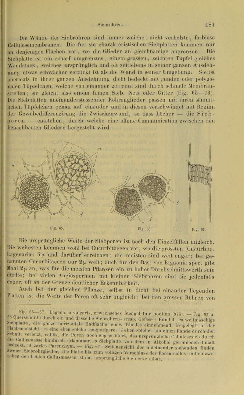 Die Wände der Siebröhren sind immer weiche. nicht verholzte, farblose Cellulosemembranen. Die für sie charakteristischen Siebplallen kommen nur an denjenigen Flächen vor, wo die Glieder an gleichnamige angrenzen. Die Siebplatte ist ein scharf umgrenztes, einem grossen , seichten Tüpfel gleiches Wandstück, welches ursprünglich und oft zeitlebens in seiner ganzen Ausdeh- nung etwas schwächer verdickt ist als die Wand in seiner Umgebung. Sie ist abermals in ihrer ganzen Ausdehnung dicht bedeckt mit runden oder polygo- nalen Tüpfelchen, welche von einander getrennt sind durch schmale Membran- slreifen; sie gleicht also einem feinen Siel), Netz oder Gitter (Eig. 65—73). Die Siebplatten aneinanderslossender Röhrenglieder passen mit ihren sämml- lichen Tüpfelchen genau auf einander und in diesen verschwindet mit Beginn der Gewebedifferenzirung die Zwischenwand, so dass Löcher — die Sieb- poren — entstehen, durch welche eine offene Communication zwischen den benachbarten Gliedern hergeslellt wird. 65- Fig. 66. Fig. 67. Die ursprüngliche Weite der Siebporen ist nach den Einzelfällen ungleich. Die weitesten kommen wohl bei Cucurbitaceen vor, wo die grössten (Cucurbita, Lagenaria) 5 p. und darüber erreichen; die meisten sind weit enger: bei ge- nannten Cucurbitaceen nur 2p. weit; auch für den Bast von Bignonia spec. gibt Mohl 2 p. an, was für die meisten Pflanzen ein zu hoher Durchschnittswerth sein dürfte; bei vielen Angiospermen mit kleinen Siebröhren sind sie jedenfalls enger, oft an der Grenze deutlicher Erkennbarkeit. Auch bei der gleichen Pflanze, selbst in dicht bei einander liegenden Platten ist die Weite der Poren oft sehr ungleich; bei den grossen Röhren von Hg. 65—67. Lagenaria vulgaris, erwachsenes Stengel-lnlernodiiun (375). — Fig. 65 u 66 Querschnitte durch ein und dasselbe Siebröhren- (resp. Gefasst-) Bündel, m weitmaschige Hebplatte, die ganze horizontale Endfläche eines Gliedes einnehmend, freigelegt in der Machenans.cht. n eine eben solche, engporigere. I eben solche, am einen Rande durch den schnitt verletzt, callös, die Poren noch eng-geöffnet, das ursprüngliche Cellulosesieb durch nie Callusmasse hmdurch erkennbar, o Siebplatte von dem in Alkohol geronnenen Inhalt Deaeckt. d zartes Parenchym. — Fig. 67. Seitenansicht der aufeinander stehenden Enden zweier Siebrohrglieder, die Platte bis zum völligen Verschluss der Poren callös mitten zwi- schen den beiden Callusmassen ist das ursprüngliche Sieb erkennbar.