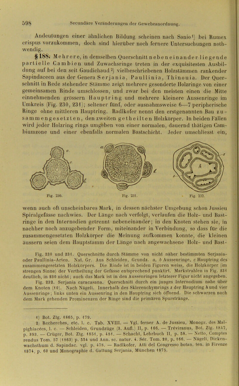 Andeutungen einer ähnlichen Bildung scheinen nach Sanio1) bei Rumex crispus vorzukommen, doch sind hierüber noch fernere Untersuchungen noth- vvendig. § 188; M ehre r e, in demselben Querschnitt nebeneinander liegende partielle Ca m bien und Zuwachsringe treten in der exquisitesten Ausbil- dung auf bei den seit Gaudichaud2) vielbeschriebenen Holzstämmen rankender Sapindaceen aus der Genera Serjania, Paul 1 inia, Thinouia. Der Quer- schnitt in Rede stehender Stämme zeigt mehrere gesonderte Ilolzringe von einer gemeinsamen Rinde umschlossen, und zwar bei den meisten einen die Mitte einnehmenden grossem Haupt ring und mehrere kleinere Aussenringe im Umkreis (Fig. 230, 231); seltener fünf, oder ausnahmsweise 6—7 peripherische Ringe ohne mittleren Ilauptring. Radlkofer nennt den erstgenannten Bau zu- sammengesetzten, den zweiten getheilten Holzkörper. In beiden Fällen wird jeder Holzring rings umgeben von einer normalen, dauernd thätigen Cam- biumzone und einer ebenfalls normalen Baslschicht. Jeder umschliesst ein, Fig. 230. Fig. 231. Fig. 232. wenn auch oft unscheinbares Mark, in dessen nächster Umgebung schon Jussieu Spiralgefässe nachwies. Der Länge nach verfolgt, verlaufen die Holz- und Bast- ringe in den Internodien getrennt nebeneinander; in den Knoten stehen sie, in nachher noch anzugebender Form, miteinander in Verbindung, so dass für die zusammengesetzten Holzkörper die Meinung aufkommen konnte, die kleinen äussern seien dem Hauptstamm der Länge nach angewachsene Holz- und Bast- Fig. 230 und 231. Querschnitte durch Stämme von nicht näher bestimmten Serjania- oder Paultinia-Arten. Nat. Gr. Aus Schleiden, Grundz. a, b Aussenringe, c Hauptring des zusammengesetzten Holzkörpers. Die Rinde ist in beiden Figuren weiss, die Holzkörper (im strengen Sinne) der Vertheilung der Gefässe entsprechend punktirt. Markstrahlen in Fig. 231 deutlich, in 230 nicht; auch das Mark ist in den Aussenringen letzterer Figur nicht angegeben. Fig. 232. Serjania caracasana. Querschnitt durch ein junges Internodium nahe über dem Knoten (10). Nach Nägeli. Innerhalb des Sklerenchymrings s der Hauptring h und vier Aussenringe; links unten ein Aussenring in den Hauptring sich öffnend. Die schwarzen nach dem Mark gehenden Prominenzen der Ringe sind die primären Spurstränge. 1) Bot. Ztg. 1865, p. 179. 2) Recherches, etc. 1. c. Tab. XVIII. — Vgl. ferner A. de Jussieu, Monogr. des Mal- pighiacöes, 1. c. —Schleiden, Grundzüge (3. Aufl.) II, p. 166. —Tröviranus, Rot. Zig. 1847, p 393. — Crüger, Bot. Ztg. 1851, p. 4 81. — Schacht, Lehrbuch II, p. 58. — Netto, Comptes rendus Tom. 57 (1863) p. 554 und Ann. sc. natur. 4. Sör. Tom. 20, p. 166. — Nägeli, Dickcn- wachsthum d. Sapindac. vgl. p. 478. — Radlkofer, Atti del Congresso botan. ten. in Firenze 1874, p. 60 und Monographie d. Gattung Serjania, München 1875.