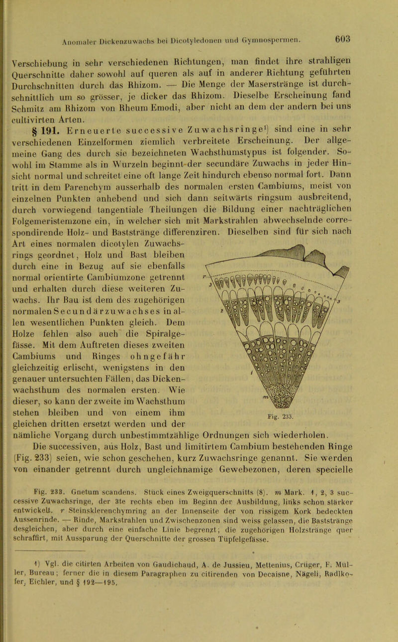 Verschiebung in sehr verschiedenen Richtungen, man findet ihre strahligen Querschnitte daher sowohl auf queren als auf in anderer Richtung geführten Durchschnitten durch das Rhizom. — Die Menge der Maserstränge ist durch- schnittlich um so grösser, je dicker das Rhizom. Dieselbe Erscheinung fand Schmitz am Rhizom von Rheum Ernodi, aber nicht an dem der andern bei uns cultivirten Arten. §191. Erneuerte suecessive Zu wachs rin ge1) sind eine in sehr verschiedenen Einzelformen ziemlich verbreitete Erscheinung. Der allge- meine Gang des durch sie bezeichneten Wachsthumstypus ist folgender. So- wohl im Stamme als in Wurzeln beginnt der secundäre Zuwachs in jeder Hin- sicht normal und schreitet eine oft lange Zeit hindurch ebenso normal fort. Dann tritt in dem Parenchym ausserhalb des normalen ersten Cambiums, meist von einzelnen Punkten anhebend und sich dann seitwärts ringsum ausbreilend, durch vorwiegend tangentiale Theilungen die Rildung einer nachträglichen Folgemeristemzone ein, in welcher sich mit Markstrahlen abwechselnde corre- spondirende Holz- und Baststränge differenziren. Dieselben sind für sich nach Art eines normalen dicotylen Zuwachs- rings geordnet , Holz und Bast bleiben durch eine in Bezug auf sie ebenfalls normal orientirte Cambiumzone getrennt und erhalten durch diese weiteren Zu- wachs. Ihr Bau ist dem des zugehörigen normalen Secundärzuwachses in al- len wesentlichen Punkten gleich. Dem Holze fehlen also auch die Spiralge- fässe. Mit dem Auftreten dieses zweiten Cambiums und Ringes ohngefähr gleichzeitig erlischt, wenigstens in den genauer untersuchten Fällen, das Dicken- wachsthum des normalen ersten. Wie dieser, so kann der zweite im Wachsthum stehen bleiben und von einem ihm gleichen dritten ersetzt werden und der nämliche Vorgang durch unbestimmtzählige Ordnungen sich wiederholen. Die successiven, aiis Holz, Bast und limitirtem Cambium bestehenden Ringe (Fig. 233) seien, wie schon geschehen, kurz Zuwachsringe genannt. Sie werden von einander getrennt durch ungleichnamige Gewebezonen, deren specielle Fig. 233. Gnetum scandens. Stück eines Zweigquerschnitts (8). m Mark. 1,2, 3 suc- cessive Zuwachsringe, der 3te rechts eben im Beginn der Ausbildung, links schon stärker entwickelt, r Steinsklerenchymring an der Innenseite der von rissigem Kork bedeckten Aussenrinde. — Rinde, Markstrahlen und Zwischenzonen sind weiss gelassen, die Baststränge desgleichen, aber durch eine einfache Linie begrenzt; die zugehörigen Holzstränge quer schraffirt, mit Aussparung der Querschnitte der grossen Tüpfelgefässe. 0 Vgl. die citirten Arbeiten von Gaudichaud, A. de Jussieu, Mettenius, Criiger, F. Mül- ler, Bureau; ferner die in diesem Paragraphen zu citirenden von Decaisne, Nägeli, Radlko-. fer, Eichler, und § 102—195,