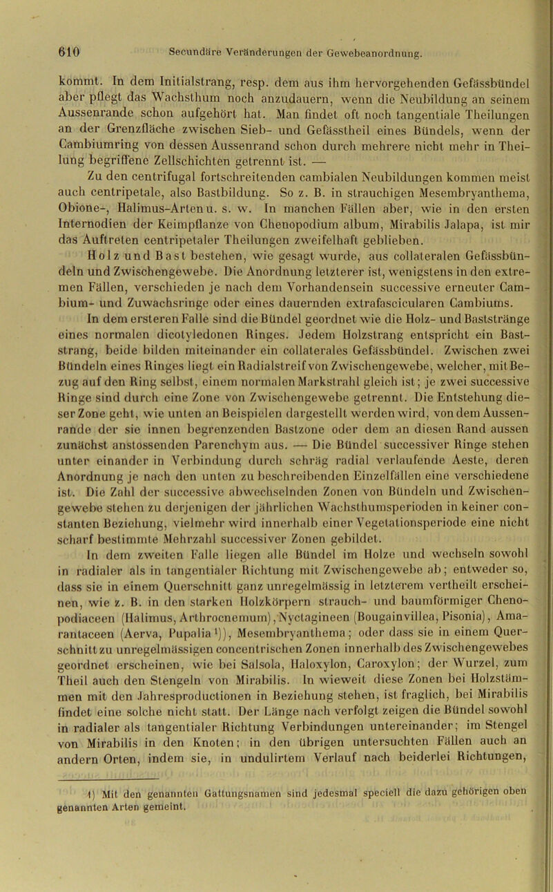 kommt. In dem Initialstrang, resp. dem aus ihm hervorgehenden Gefässbündel aber pflegt das Wachsthum noch anzudauern, wenn die Neubildung an seinem Aussenrande schon aufgehört hat. Man findet oft noch tangentiale Theilungen an der Grenzfläche zwischen Sieb- und Gefässtheil eines Bündels, wenn der Cambiumring von dessen Aussenrand schon durch mehrere nicht mehr in Thei- lung begriffene Zellschichten getrennt ist. — Zu den centrifugal fortschreitenden cambialen Neubildungen kommen meist auch cenlripetale, also Bastbildung. So z. B. in strauchigen Mesembryanthema, Obione-, Halimus-Arten u. s. w. In manchen Fällen aber, wie in den ersten Internodien der Keimpflanze von Chenopodium album, Mirabilis Jalapa, ist mir das Auftreten centripelaler Theilungen zweifelhaft geblieben. Holz und Bast bestehen, wie gesagt wurde, aus collateralen Gefässbün- deln und Zwischengewebe. Die Anordnung letzterer ist, wenigstens in den extre- men Fällen, verschieden je nach dem Vorhandensein successive erneuter Cam- bium- und Zuwachsringc oder eines dauernden extrafascicularen Cambiums. In dem ersteren Falle sind die Bündel geordnet wie die Holz- und Bastslränge eines normalen dicotyledonen Ringes. Jedem Holzstrang entspricht ein Bast- strang, beide bilden miteinander ein collaterales Gefässbündel. Zwischen zwei Bündeln eines Ringes liegt ein Radialstreif von Zwischengewebe, welcher, milBe- zug auf den Ring selbst , einem normalen Markstrahl gleich ist; je zwei successive Ringe sind durch eine Zone von Zwischengewebe getrennt. Die Entstehung die- ser Zone geht, wie unten an Beispielen dargestellt werden wird, von dem Aussen- rande der sie innen begrenzenden Baslzone oder dem an diesen Rand aussen zunächst anstossenden Parenchym aus. — Die Bündel successiver Ringe stehen unter einander in Verbindung durch schräg radial verlaufende Aesle, deren Anordnung je nach den unten zu beschreibenden Einzelfällen eine verschiedene ist. Die Zahl der successive abwechselnden Zonen von Bündeln und Zwischen- gewebe stehen zu derjenigen der jährlichen Wachsthumsperioden in keiner con- stanten Beziehung, vielmehr wird innerhalb einer Vegetationsperiode eine nicht scharf bestimmte Mehrzahl successiver Zonen gebildet. In dem zweiten Falle liegen alle Bündel im Holze und wechseln sowohl in radialer als in tangentialer Richtung mit Zwischengewebe ab; entweder so, dass sie in einem Querschnitt ganz unregelmässig in letzterem vertheilt erschei- nen, wie z. B. in den starken Holzkörpern Strauch- und baumförmiger Cheno- podiaceen (Halimus, Arthrocnemum) /Nyclagineen (Bougainvillea, Pisonia), Ama- rantaceen (Aerva, Pupalia1)), Mesembryanthema; oder dass sie in einem Quer- schnitt zu unregelmässigen concentrischen Zonen innerhalb des Zwischengewebes geordnet erscheinen, wie bei Salsola, Haloxylon, Caroxylon; der Wurzel, zum Theil auch den Stengeln von Mirabilis. In wieweit diese Zonen bei Holzstäm- men mit den Jahresproductionen in Beziehung stehen, ist fraglich, bei Mirabilis findet eine solche nicht statt. Der Länge nach verfolgt zeigen die Bündel sowohl in radialer als tangentialer Richtung Verbindungen untereinander; im Stengel von Mirabilis in den Knoten; in den übrigen untersuchten Fällen auch an andern Orten, indem sie, in undulirtem Verlauf nach beiderlei Richtungen, 1) Mit den genannten Gattungsnamen sind jedesmal speciell die dazu gehörigen oben genannten Arten gemeint.