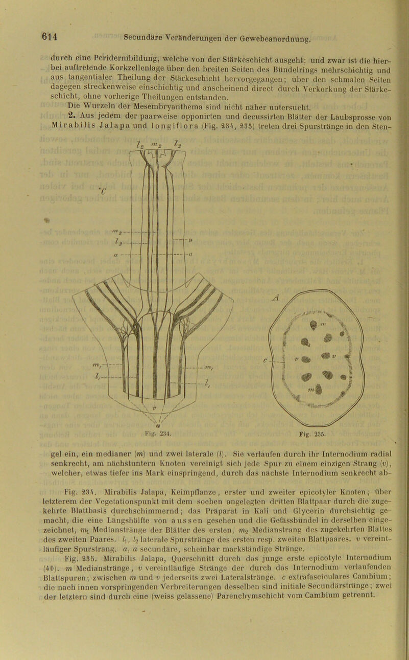 durch eine Peridermbildung, welche von der Stärkeschicht ausgeht ; und zwar ist die hier- bei auftretende lvorkzellenlage über den breiten Seiten des Bündelrings mehrschichtig und aus tangentialer Theilung der Stärkeschicht hervorgegangen; über den schmalen Seiten dagegen streckenweise einschichtig und anscheinend direct durch Verkorkung der Stärke- schicht, ohne vorherige Theilungen entstanden. Die Wurzeln der Mesembryanthema sind nicht näher untersucht. 2. Aus jedem der paarweise opponirten und decussirten Blätter der Laubsprosse von Mirabilis Jalapa und 1 ongiflora (Fig. 234, 235) treten drei Spurstränge in den Sten- gel ein, ein medianer (m) und zwei laterale (l). Sie verlaufen durch ihr Internodium radial senkrecht, am nächstunlern Knoten vereinigt sich jede Spur zu einem einzigen Strang (v), welcher, etwas tiefer ins Mark einspringend, durch das nächste Internodium senkrecht ab- Fig. 234. Mirabilis Jalapa, Keimpflanze, erster und zweiter epicotyler Knoten; über letzterem der Vegetationspunkt mit dem soeben angelegten dritten Blaltpaar durch die zuge- kehrte Blattbasis durchschimmernd; das Präparat in Kali und Glycerin durchsichtig ge- macht, die eine Längshälftc von aussen gesehen und die Gefässbündel in derselben einge- zeichnet, niy Medianstränge der Blätter des ersten, m» Medianstrang des zugekehrten Blattes des zweiten Paares. l\, /•> laterale Spurstränge des ersten resp. zweiten Blattpaares, v vereint- läufiger Spurstrang, a, a secundäre, scheinbar markständige Stränge. Fig. 235. Mirabilis Jalapa, Querschnitt durch das junge erste epicolyle Internodium (40). m Medianstränge, v vereintläufige Stränge der durch das Internodium verlaufenden Blattspuren; zwischen m und v jederseits zwei Lateralstränge, c extrafasciculares Cambium; die nach innen vorspringenden Verbreiterungen desselben sind initiale Secundärstränge; zwei der letztem sind durch eine (wreiss gelassene) Parenchymschicht vom Cambium getrennt.