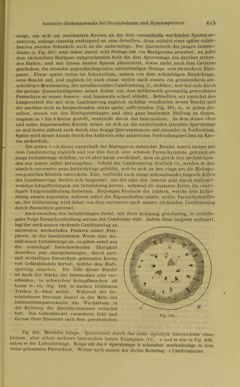 steigt, um sich am zweituntern Knoten an die hier vereinüäufig werdenden Spuren an- zusetzen, anfangs einseitig ausbiegend an eine derselben, dann mittelst eines später entste- henden zweiten Schenkels auch an die anderseitige. Der Querschnitt des jungen Interno- diums (s. Fig. 235) zeigt daher zuerst acht Stränge um ein Markprisma geordnet : an jeder dem nächstobern Blattpaar entsprechenden Seite die drei Spurstränge des darüber stehen- den Blattes; und mit diesen beiden Spuren alternirend, etwas mehr nach dem Centrum geschoben, die einander gegenüberliegenden vereinlläutigen Stränge vom zweitobern Blatt- paare. Etwas später treten im Internodium, aussen von dem achtzähligen Bündelringe, neue Bündel auf, und zugleich ist noch etwas weiter nach aussen ein grösstentheils ein- schichtiger Meristemring, der extrafasciculare Cambiumring (c), sichtbar, welcher sich durch die geringe Querschnittsgrösse seiner Zellen von dem mittlerweile grosszellig gewordenen Parenchym an seiner Aussen- und Innenseite scharf abhebt. Betrachten wir zunächst den Längsverlauf der mit dem Cambiumring zugleich sichtbar werdenden neuen Bündel und der nachher noch zu besprechenden etwas später auftretenden (Fig. 234, a), so gehen die- selben, ausseh von den Blattspursträngen und ohne ganz bestimmte Stellung zu diesen, ringsum in I bis 2 Kreise gestellt, senkrecht durch das Internodium. In dem dieses oben und unten begrenzenden Knoten setzen sie sich an die austretenden lateralen Spurstränge an und treten alsbald auch durch eine bogige Queranastomose mit einander in Verbindung. Später wird dieser Ansatz durch das Auftreten sehr zahlreicher Verbindungsästchen im Kno- ten undeutlich. Die ersten I—2 dieser ausserhalb der Blattspuren stehenden Bündel waren immer mit dem Cambiumring zugleich und von ihm durch eine schmale Parenchymzone getrennt als junge Initialstränge sichtbar, es ist aber kaum zweifelhaft, dass sie gleich den nächstfolgen- den aus jenem selbst hervorgehen. Sobald der Cambiumring deutlich ist, werden in ihm nämlich successive neue Initialstränge gebildet, welche sich zu den rings um die Blattspu- ren gestellten Bündeln entwickeln. Eine, vielleicht auch einige nebeneinander liegende Zellen des Cambiumrings theilen sich tangential; aus der oder den inneren geht durch mehrseit- wendige Längstheilungen ein Initialstrang hervor, während die äusseren Zellen die centri- fugale Tangentialtheilung fortsetzen. Diejenigen Producte der letztem, welche dem Initial- strang aussen angrenzen, nehmen sofort die Eigenschaften relativ weiter Parenchymzellen an, der Initialstrang wird daher von dem successive nach aussen rückenden Cambiumring durch Parenchym getrennt. Auch zwischen den Initialsträngen findet, mit ihrer Anlegung gleichzeitig, in centrifu- galer Folge Parenchymbildung seitens des Cambiums statt. Indem diese langsam andauert, legt der nach aussen rückende Cambiumring an successive wechselnden Punkten seiner Peri- pherie, in der beschriebenen Weise eine An- zahl neuer Initialstränge an, es gehen somit aus der centrifugal fortschreitenden Thätigkeit desselben jene unregelmässigen, durch zart- und weitzeiliges Parenchym getrennten Kreise von Gefässbündeln hervor, welche den Blatt- spurring umgeben. Die Zahl dieser Bündel ist nach der Stärke der Internodien sehr ver- schieden , in schwachen Keimpflänzchen oft kaum 8—10, (Fig. 236) in starken blühbaren Trieben 2—3mal soviel. Während der be- schriebenen Processe dauert in der Mitte des Internodiumquerschnitts das Wachsthum in der Richtung der Querdurchmesser zunächst fort. Die Gefässbündel vermehren Zahl und Grösse ihrer Elemente nach dem gewöhnlichen Hg. 236. Mirabilis Jalapa. Querschnitt durch das erste epicotyle Internodium eines kleinen, aber schon mehrere Inlcrnodien hohen Exemplars (15). v und m wie in Fig. 235, neben m die Lateralstränge. Rings um die 8 Spurstränge 9 scheinbar markständige in dem weiss gelassenen Parenchym. Weiter nach aussen der dichte Holzring, c Cambiumzone. Fig. 236.