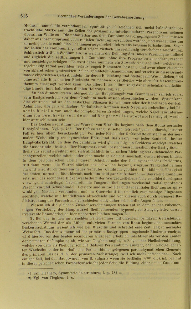 M?d“ .T zu“al, die vereintläufigen Spurstränge (v) zeichnen sich meist bald durch be- trächtliche Stärke aus; die Zellendes gesammten interfascicularen Parenchyms nehmen überall an Weite zu. Die unmittelbar aus dem Cambium hervorgegangenen Zellen müssen daher aus ihrer ursprünglichen radialen Richtung verschoben werden, und werden dies um so mehr, als die cambialen Theilungen augenscheinlich relativ langsam fortschreiten. Sogar die Zellen des Cambiumrings selbst zeigen vielfach unregelmässig verschobene Anordnung. Schliesslich tritt ein Stadium ein, in welchem die Dehnung des innern Parenchyms aufhört und zugleich die Zelltheilungen im Cambium, ohne ihre Progression zu ändern, rascher und ausgiebiger erfolgen. Es wird daher nunmehr ein Zuwachsring gebildet, welcher aus regelmässig radial gereihten, relativ engen Elementen besteht; und zwar einerseits einer von sklerotischen gestreckten Zellen gebildeten Grundmasse, andrerseits in diese Grund- masse eingesetzten Gefässbündeln, für deren Entstehung und Stellung im Wesentlichen, und ohne auf alle Einzelheiten Rücksicht zu nehmen, das Gleiche wie oben für Mesembryan- themum ausgesagt werden kann. Das.ältere Internodium zeigt daher scheinbar markstän- dige Bündel innerhalb eines dichten Holzrings (Fig. 236). An den dünnen ersten Internodien des Hauptstengels von Keimpflanzen sah ich zuerst kein Bastparenchym von dem Cambium nach aussen abgeschieden werden. Später kann dies eintreten und an den erstarkten Pflanzen ist es immer oder der Regel nach der Fall. Aehnliche, übiigens einfachere Verhältnisse kommen nach Nügeli’s Beschreibung bei Pi — sonia hirtella vor; auch die complicirteren Erscheinungen, welche Nägeli am Interno- dium von Boerhavia scandens und Bougainvillea spectabilis angibt, werden hier anzuschliessen sein. Das Dickenwachsthum der Wurzel von Mirabilis beginnt nach dem Modus normaler Dicotyledonen. Vgl. p. 488. Der Gefässstrang ist selten tetrarch'), meist diarch, letzterer Fall sei hier allein berücksichtigt. Vor jeder Fläche der Gefässplatte entsteht in der nor- malen Weise ein parenchymreicher Holz- und Baststrang, vor jeder Kante ein breiter Haupt-Markstrahl. In dem Pericambium wird gleichzeitig ein Periderm angelegt, welches die Aussenrinde abstüsst. Der Hauptmarkstrahl besteht ausschliesslich, der Bast grössten- theils aus radial gereihten und sich allmählich in derselben Richtung stark dehnenden Par- enchymzellen, welche miteinander eine mächtige Schicht innerhalb des Periderms bilden. In dem peripherischen Theile dieser Schicht , nahe der Phellogenzone des Periderms, tritt dann, wenn die Wurzel stärker anzuschwellen beginnt, ringsum Tangentialtheilung ein und wird durch diese ein neues 'erneutes) Cambium gebildet. Die bildende Thätigkeit des ersten, normalen lässt hiermit nach, um bald ganz aufzuhören. — Das zweite Cambium setzt nur das secundäre Dickenwachsthum der Wurzel zeitlebens fort ; es bildet durch ganz vorwiegend centrifugal fortschreitende Tangential theilungen wechselnd radial geordnetes Parenchym und Gefüssbiindel. Letztere sind in radialer und tangentialer Richtung zu spitz- winkligen Maschen verbunden, und im Querschnitt in ziemlich regelmässige Ringzonen geordnet, welche mit bündelfreien abwechseln und von diesen auch durch geringere Ra- dialstreckung des Parenchyms verschieden sind, daher sehr in die Augen fallen. — Wesentlich die gleichen Zuwachserscheinungen treten auf in dem an der rübenför- migen Verdickung der Hauptwurzel theilnehmcnden hypocotylen Stengelgliede, dessen irrelevante Besonderheiten hier unerörtert bleiben mögen.1 2) 3. Bei der in den untersuchten Fällen immer mit diarchem primärem Gefässbündel versehenen Wurzel der als Rüben cultivirten Formen von Beta beginnt das secundäre Dickenwachsthum wesentlich wie bei Mirabilis und schreitet eine Zeit lang in normaler Weise fort. Das den Aussenrand der primären Bastgruppen umgebende Rindenparenchym wird hierbei vor den beiden secundären Strängen erheblich mächtiger als vor den Kanten der primären Gefässplatte; ob, wie van Tieghem angibt, in Folge einer Phellodermbildung, welche von dem als Phellogenschicht thätigen Pericambium ausgeht, oder in Folge lebhaf- ten Wachsthums der innerhalb des Pericambiums gelegenen parenchymatischen Elemente des primären Bastes (d. h. der primären Siebstränge), will ich nicht entscheiden. Nach einiger Zeit, bei der Hauptwurzel von B. vulgaris wenn sie beiläufig i/2mm dick ist, beginnt in dieser peripherischen Parenchymschicht jeder Seite die Bildung einer neuen Cambium- 1) van Tieghem, Symmötrie de structure, 1. p. 487 c. 2) Vgl. van Tieghem, 1. c.