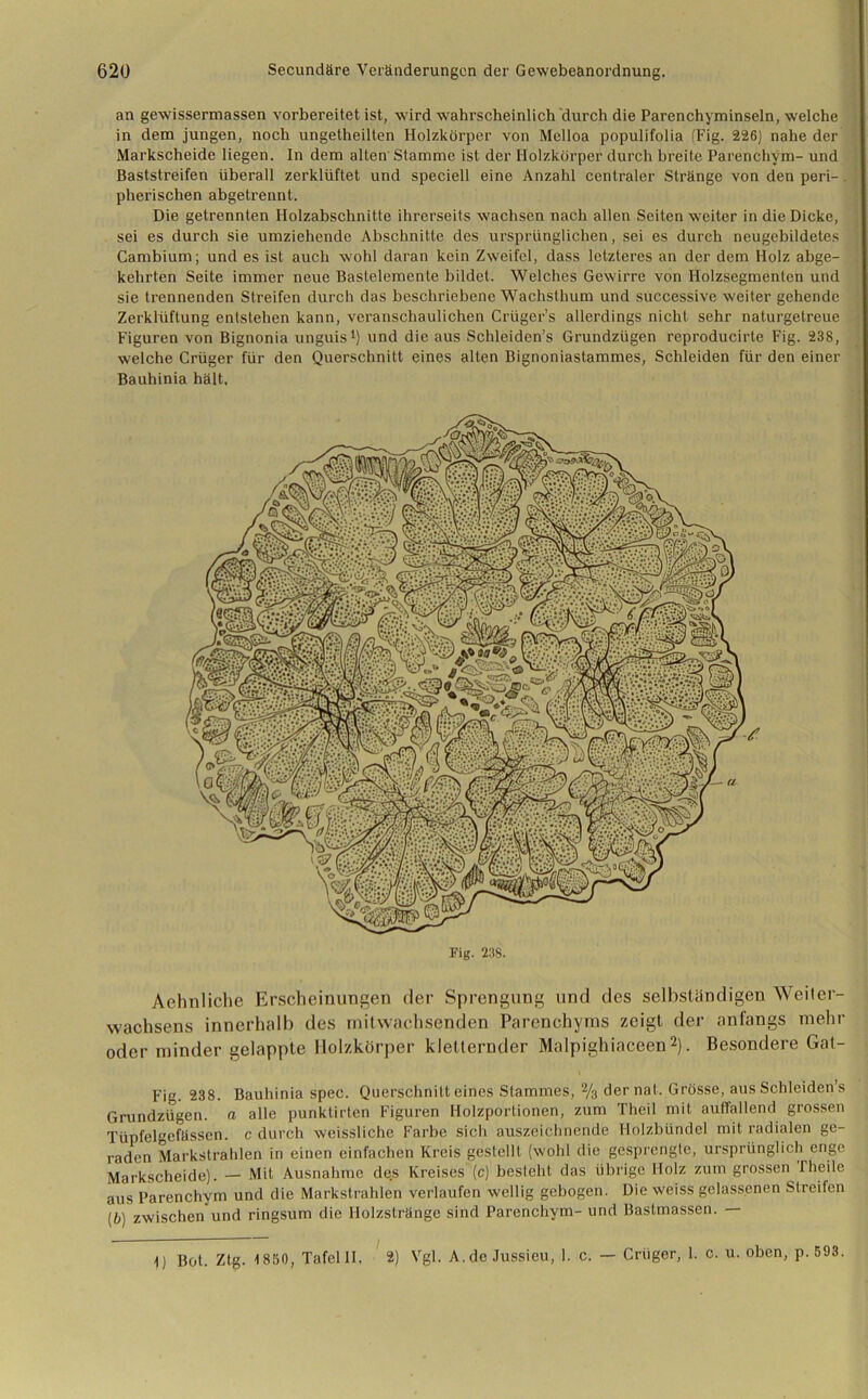 an gewissermassen vorbereitet ist, wird wahrscheinlich durch die Parenchyminseln, welche in dem jungen, noch ungetheilten Holzkörper von Melloa populifolia (Fig. 226) nahe der Markscheide liegen. In dem allen Stamme ist der Holzkörper durch breite Parenchym- und Baststreifen überall zerklüftet und speciell eine Anzahl centraler Stränge von den peri- . pherischen abgetrennt. Die getrennten Holzabschnitte ihrerseits wachsen nach allen Seiten weiter in die Dicke, sei es durch sie umziehende Abschnitte des ursprünglichen, sei es durch neugcbildetes Cambium; und es ist auch wohl daran kein Zweifel, dass letzteres an der dem Holz abge- kehrten Seite immer neue Bastelemente bildet. Welches Gewirre von Holzsegmenten und sie trennenden Streifen durch das beschriebene Wachsthum und successive weiter gehende Zerklüftung entstehen kann, veranschaulichen Crüger’s allerdings nicht sehr naturgetreue Figuren von Bignonia unguis1) und die aus Schleiden’s Grundzügen reproducirte Fig. 238, welche Crüger für den Querschnitt eines alten Bignoniastammes, Schleiden für den einer Bauhinia hält, Fig. 238. Aehnliclie Erscheinungen der Sprengung und des selbständigen Weiter- wachsens innerhalb des mitwachsenden Parenchyms zeigt der anfangs mehr oder minder gelappte Ilolzkörper kletternder Malpighiaceen2}. Besondere Gat- Fig. 238. Bauhinia spec. Querschnitt eines Stammes, % der nat. Grösse, aus Schleiden s Grundzügen, n alle punklirten Figuren Holzportionen, zum Thcil mit auffallend grossen Tüpfelgefässen. c durch weissliche Farbe sich auszeichnende Holzbündel mit radialen ge- raden Markstrahlen in einen einfachen Kreis gestellt (wohl die gesprengte, ursprünglich enge Markscheide). — Mit Ausnahme des Kreises (c) besieht das übrige Holz zum grossen rheile aus Parenchym und die Markstrahlen verlaufen wellig gebogen. Die weiss gelassenen Streifen (b) zwischen und ringsum die Holzsträngc sind Parenchym- und Bastmassen. — t) Bot. Ztg. 1850, Tafelll. 2) Vgl. A.deJussieu, 1. c. — Crüger, 1. c. u. oben, p. 593.