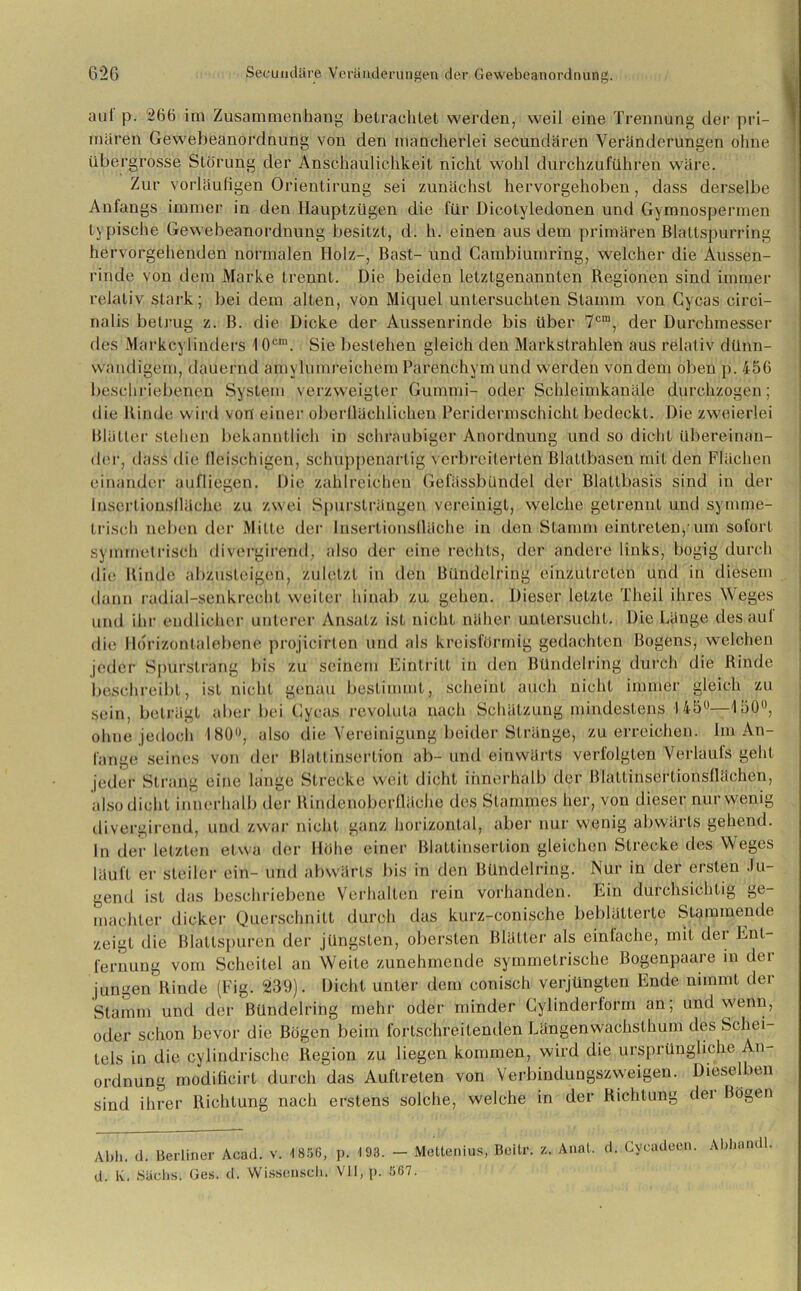 aul p. 266 im Zusammenhang betrachtet werden, weil eine Trennung der pri- mären Gewebeanordnung von den mancherlei secundären Veränderungen ohne übergrosse Störung der Anschaulichkeit nicht wohl durchzuführen wäre. Zur vorläufigen Orientirung sei zunächst hervorgehoben, dass derselbe Anfangs immer in den Hauptzügen die für Dicotyledonen und Gymnospermen typische Gewebeanordnung besitzt, d. h. einen aus dem primären Blattspurring hervorgehenden normalen Holz-, Bast- und Cambiumring, welcher die Aussen- rinde von dem Marke trennt. Die beiden letztgenannten Regionen sind immer relativ stark; bei dem alten, von Miquel untersuchten Stamm von Gycas circi- nalis betrug z. B. die Dicke der Aussenrinde bis über 7cra, der Durchmesser des Markcylinders 10cm. Sie bestehen gleich den Markstrahlen aus relativ dünn- wandigem, dauernd amylumreichem Parenchym und werden von dem oben p. 456 beschriebenen System verzweigter Gummi- oder Schleimkanäle durchzogen; die Binde wird von einer oberflächlichen Peridermschicht bedeckt. Die zweierlei Blätter stehen bekanntlich in schraubiger Anordnung und so dicht übereinan- der, dass die fleischigen, schuppcnarlig verbreiterten Blattbasen mit den Flächen einander aufliegen. Die zahlreichen Gefässbündel der Blattbasis sind in der iusertionsfläche zu zwei Spursträngen vereinigt, welche getrennt und symme- trisch neben der Mitte der Insertionslläche in den Stamm eintrelen,'um sofort symmetrisch divergirend, also der eine rechts, der andere links, bogig durch die Binde abzusleigen, zuletzt in den Bündelring einzutreten und in diesem dann radial-senkrecht weiter hinab zu gehen. Dieser letzte Theil ihres Weges und ihr endlicher unterer Ansatz ist nicht näher untersucht. Die Länge des aul die Hdrizontalebene projicirten und als kreisförmig gedachten Bogens, welchen jeder Spurstrang bis zu seinem Eintritt in den Bündelring durch die Rinde beschreibt, ist nicht genau bestimmt, scheint auch nicht immer gleich zu sein, beträgt aber bei Gycas revolula nach Schätzung mindestens 145°—1501’, ohne jedoch ISO0, also die Vereinigung beider Stränge, zu erreichen. Im An- fänge seines von der Blattinsertion ab- und einwärts verlolgten Verlauls geht jeder Strang eine lange Strecke weit dicht innerhalb der Blaltinsertionsflächen, also dicht innerhalb der Bindenoberlläche des Stammes her, von dieser nur wenig divergirend, und zwar nicht ganz horizontal, aber nur wenig abwärts gehend. In der letzten etwa der Höhe einer Blattinsertion gleichen Strecke des Weges läuft er steiler ein- und abwärts bis in den Bündelring. Nur in der ersten .lu- gend ist das beschriebene Verhalten rein vorhanden. Ein durchsichtig ge- machter dicker Querschnitt durch das kurz-conische beblätterte Stammende zeigt die Blatlspuren der jüngsten, obersten Blätter als einfache, mit der Ent- fernung vom Scheitel an Weite zunehmende symmetrische Bogenpaare m der jungen Rinde (Fig. 239). Dicht unter dem conisch verjüngten Ende nimmt der Stamm und der Bündelring mehr oder minder Cylinderform an; und wenn, oder schon bevor die Bögen beim fortschreitenden Längenwachsthum des Schei- tels in die cylindrische Region zu liegen kommen, wird die ursprüngliche An- ordnung modificirt durch das Auftreten von Verbindungszweigen. Dieselben Sind ihrer Richtung nach erstens solche, welche in der Richtung der Bogen Abh. d. Berliner Acad. v. 1836, p. 198. — Mettenius, Beilr. z. Anal. d. Cycadeen. Abbandl. d. K. .Sachs. Ges. d. Wissensch. VII, p. 567.