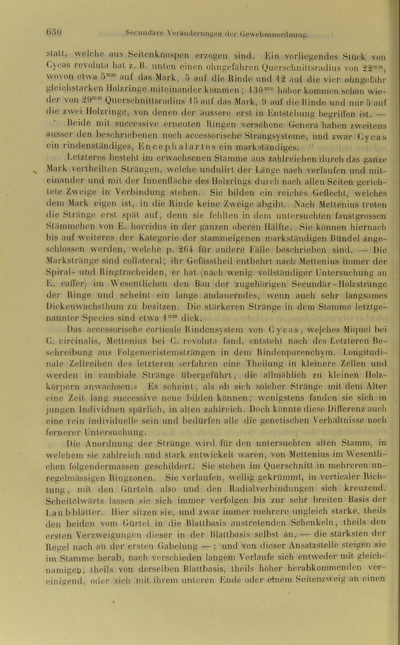 slall, welche aus Seilenknospen erzogen sind. Ein vorliegendes Stück von Cycas revolula hat z. B. unten einen ohngefähren Querschniltsradius von 22ram, wovon etwa 5mm auf das Mark, 5 auf die Rinde und 12 auf die vier ohngefähr gleichstarken Holzringe miteinander kommen ; 130mm höher kommen schon wie- dei von 29mm Querschnittsradius 15 auf das Mark, 9 auf die Rinde und nur 5 auf die zwei Holzringe, von denen der äussere erst in Entstehung begriffen ist. — Beide mit successive erneuten Ringen versehene Genera haben zweitens aussei- den beschriebenen noch accessorische Strangsysteme, und zwar Cycas ein rindenständiges, Encephalartos ein markständiges. Letzteres besteht im erwachsenen Stamme aus zahlreichen durch das ganze Mark vertheilten Strängen, welche undulirl der Länge nach verlaufen und mit- einander und mit der Innenfläche des Holzrings durch nach allen Seilen gerich- tete Zweige in Verbindung stehen. Sie bilden ein reiches Geflecht, welches dem Mark eigen ist, in die Rinde keine Zweige abgib!. Nach Metlenius treten die Stränge erst spät auf, denn sie fehlten in dem untersuchten faustgrossen Slämmchen von E. horridus in der ganzen oberen Hälfte. Sie können hiernach bis auf weiteres der Kategorie der stammeigenen markständigen Bündel ange- sehlossen werden, welche p. 264 für andere Fälle beschrieben sind. — Die Markstränge sind collateral; ihr Gefässlheil entbehrt nach Metlenius immer der Spiral- und Ringtrachciden, er hat (nach wenig vollständiger Untersuchung an E. calfer) im Wesentlichen den Bau der zugehörigen Secundär-Holzstränge der Hinge und scheint ein lange andauerndes, wenn auch sehr langsames Dickenwachsthum zu besitzen. Die stärkeren Stränge in dem Stamme letztge- nannter Species sind etwa 1rara dick. Das accessorische corlicale Rindensystem von Cycas, wejehes Miquel bei C. cireinalis, Metlenius bei C. revolula fand, entsteht nach des Letzteren Be- schreibung aus Folgemcristemslrängen in dem Bindenparenchym. Longitudi- nale Zellreihen des letzteren »erfahren eine Thcilung in kleinere Zellen und werden in cambiale Stränge übergeführt, die allmählich zu kleinen Holz- körpern anwaehsen.« Es scheint, als ob sich solcher Stränge mit dem Alter eine Zeit lang successive neue bilden können; wenigstens fanden sie sich in jungen Individuen spärlich, in allen zahlreich. Doch könnte diese Differenz auch eine rein individuelle sein und bedürfen alle die genetischen Verhältnisse noch fern er e r Untersuchung. Die Anordnung der Stränge wird für den untersuchten allen Stamm, in welchem sie zahlreich und stark entwickelt waren, von Metlenius im Wesentli- chen folgendermassen geschildert. Sie stehen im Querschnitt in mehreren un- regelmässigen Ringzonen. Sie verlaufen, wellig gekrümmt, in verticaler Rich- tung, mit den Gürteln also und den Radialverbindungen sich kreuzend. Scheiielwärls lassen sie sich immer verfolgen bis zur sehr breiten Basis der Laubblätter. Hier sitzen sie, und zwar immer mehrere ungleich starke, theils den beiden vom Gürtel in die Blattbasis austretenden Schenkeln, theils den ersten Verzweigungen dieser in der Blattbasis selbst an, — die stärksten der Regel nach an der ersten Gabelung —; und von dieser Ansalzslelle steigen sie ira Stamme herab, nach verschieden langem Verlaufe sich entweder mit gleich- namigen, theils von derselben Blallbasis, theils höher herabkommenden ver- einigend, oder sich mit ihrem unteren Ende oder einem Seitenzweig an einen