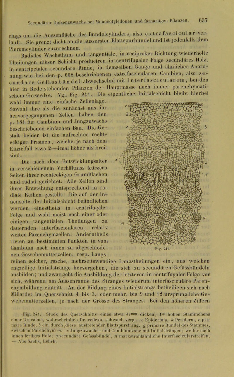 rings um die Aussenfläche des Bündelcylinders, also extrafascicula r ver- läuft. Sie grenzt dicht an die äussersten Blattspurbündel und ist jedenfalls dem Pleromcylinder zuzurechnen. Radiales Wachsthum und tangentiale, in reciproker Richtung wiederholte Theilungen dieser Schicht produciren in centrifugaler Folge secundäres Holz, in centripelaler secundäre Rinde, in demselben Gange und ähnlicher Anord- nung wie bei den-p. 608 beschriebenen extrafascicularen Cambien, also se- cundäre Gefässbündel abwechselnd mit i nterfasci cularem , bei den hier in Rede stehenden Pflanzen der Hauptmasse nach immer parenchymati- schem Gewebe. Vgl. Fig. 241. Die eigentliche Initialschicht bleibt hierbei wohl immer eine einfache Zellenlage. Sowohl ihre als die zunächst aus ihr hervorgegangenen Zellen haben den p. 481 für Cambium und Jungzuwachs beschriebenen einfachen Bau. Die Ge- stalt beider ist die aufrechter recht- eckiger Prismen, welche je nach dem Einzelfall etwa 2—4uial höher als breit sind. Die nach dem Entwicklungsalter in verschiedenem Verhältniss kürzern Seiten ihrer rechteckigen Grundflächen sind radial gerichtet. Alle Zellen sind ihrer Entstehung entsprechend in ra- diale Reihen gestellt. Die auf der In- nenseite der Initialschicht befindlichen werden einestheils in centrifugaler Folge und wohl meist nach einer oder einigen tangentialen Theilungen zu dauernden interfascieularen, relativ weiten Parenchymzellen. Anderntheils treten an bestimmten Punkten in vom Cambium nach innen zu abgeschiede- nen Gewebemutterzellen, resp. Längs- reihen solcher, rasche, mehrseitswendige Längstheilungen ein, aus welchen engzeilige Initialstränge hervorgehen, die sich zu secundären Gefässbündeln ausbilden; und zwar geht die Ausbildung der letzteren in centrifugaler Folge vor sich, während am Aussenrande des Stranges wiederum interfasciculare Paren- chymbildung eintritt. An der Bildung eines Initialstrangs betheiligen sich nach Millardet im Querschnitt 1 bis 3, oder mehr, bis 9 und 12 ursprüngliche Ge- webemutterzellen, je nach der Grösse des Stranges. Bei den höheren Ziffern Fig. 241. Fig. 244. Stuck des Querschnitts eines etwa 43»™ dicken, I1» hohen Stfimmchens einer Dracaena, wahrscheinlich Dr. reflexa, schwach vergr. e Epidermis, k Periderm, r pri- märe Rinde, b ein durch .diese austretender Blattspurstrang. g primäre Bündel des Stammes, zwischen Parenchvnl m. x Jungzuwachs- und Cambiumzone mit Initialsträngen; weiter nach innen fertiges Holz; g secundäre Gefässbündel, st markstrahlühnliche Interfascicularstreifen. — Aus Sachs, Lehrb.