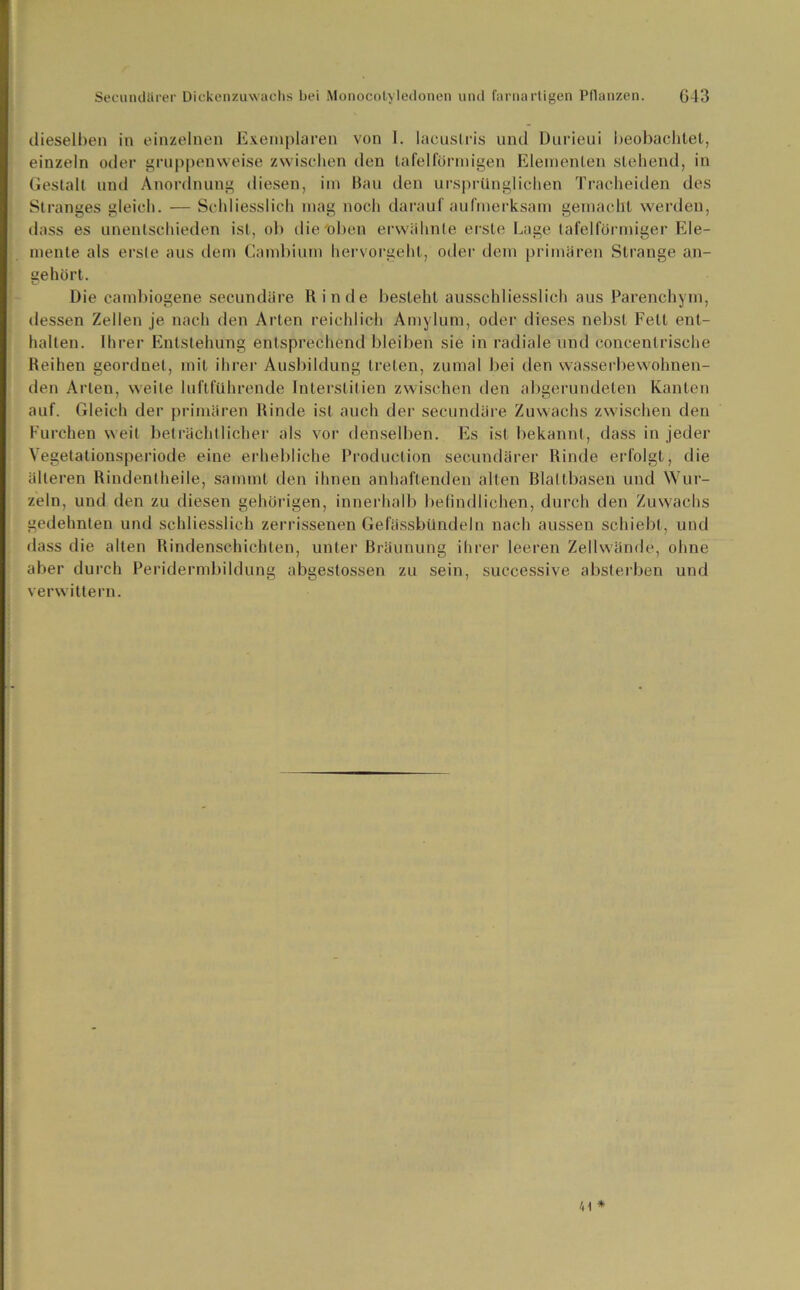 dieselben in einzelnen Exemplaren von 1. lacuslris und Durieui beobachtet, einzeln oder gruppenweise zwischen den tafelförmigen Elementen stehend, in Gestalt und Anordnung diesen, im Bau den ursprünglichen Traeheiden des Stranges gleich. — Schliesslich mag noch darauf aufmerksam gemacht werden, dass es unentschieden ist, ob die'oben erwähnte erste Lage tafelförmiger Ele- mente als erste aus dem Cambium hervorgehl, oder dem primären Strange an- gehört. kJ Die cambiogene secundüre Rinde besieht ausschliesslich aus Parenchym, dessen Zellen je nach den Arten reichlich Amylum, oder dieses nebst Fett ent- halten. Ihrer Entstehung entsprechend bleiben sie in radiale und concenlrische Reihen georduel, mit ihrer Ausbildung treten, zumal bei den wasserbewohnen- den Arten, weite luftführende Interslitien zwischen den abgerundeten Kanten auf. Gleich der primären Rinde ist auch der secundüre Zuwachs zwischen den Furchen weit beträchtlicher als vor denselben. Es ist bekannt, dass in jeder Vegetationsperiode eine erhebliche Production secundärer Rinde erfolgt, die älteren Rindentheile, sammt den ihnen anhaftenden alten Rlattbasen und Win- zeln, und den zu diesen gehörigen, innerhalb befindlichen, durch den Zuwachs gedehnten und schliesslich zerrissenen Gelassbündeln nach aussen schiebt, und dass die alten Rindenschichten, unter Bräunung ihrer leeren Zellwände, ohne aber durch Peridermbildung abgestossen zu sein, successive absterben und verwittern.