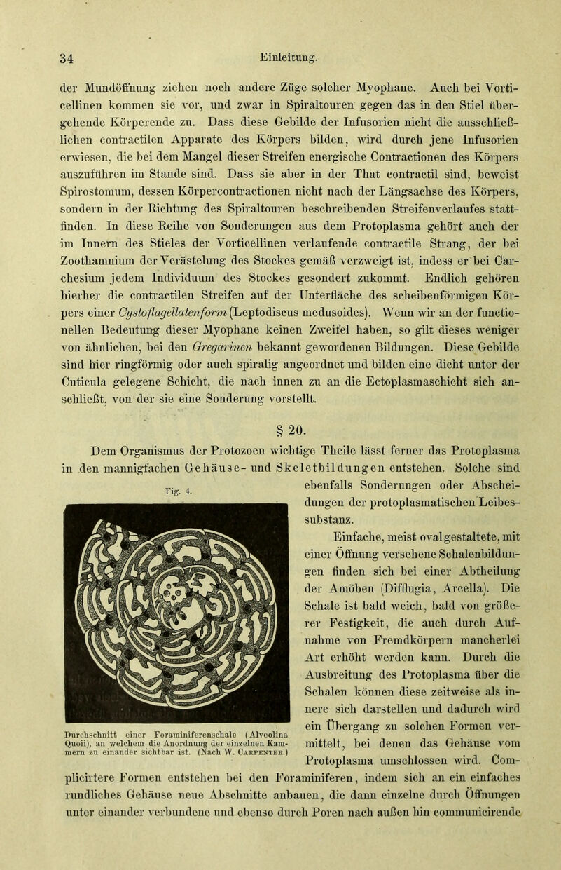 der Mund Öffnung ziehen noch andere Züge solcher Myophane. Auch bei Vorti- cellinen kommen sie vor, und zwar in Spiraltouren gegen das in den Stiel über- gehende Körperende zu. Dass diese Gebilde der Infusorien nicht die ausschließ- lichen contractilen Apparate des Körpers bilden, wird durch jene Infusorien erwiesen, die bei dem Mangel dieser Streifen energische Contractionen des Körpers auszuführen im Stande sind. Dass sie aber in der Tliat contractil sind, beweist Spirostomum, dessen Körpercontractionen nicht nach der Längsachse des Körpers, sondern in der Richtung des Spiraltouren beschreibenden Streifenverlaufes statt- finden. In diese Reihe von Sonderungen aus dem Protoplasma gehört auch der im Innern des Stieles der Vorticellinen verlaufende contractile Strang, der bei Zoothamnium der Verästelung des Stockes gemäß verzweigt ist, indess er bei Car- chesium jedem Individuum des Stockes gesondert zukommt. Endlich gehören hierher die contractilen Streifen auf der Unterfläche des scheibenförmigen Kör- pers einer Gystoflagellatenform (Leptodiscus medusoides). Wenn wir an der functio- nellen Bedeutung dieser Myophane keinen Zweifel haben, so gilt dieses weniger von ähnlichen, bei den Gregarinen bekannt gewordenen Bildungen. Diese Gebilde sind hier ringförmig oder auch spiralig angeordnet und bilden eine dicht unter der Cuticula gelegene Schicht, die nach innen zu an die Ectoplasmaschicht sich an- schließt, von der sie eine Sonderung vorstellt. §20. Dem Organismus der Protozoen wichtige Theile lässt ferner das Protoplasma in den mannigfachen Gehäuse-und Skeletbildungen entstehen. Solche sind ebenfalls Sonderungen oder Abschei- dungen der protoplasmatischen Leibes- substanz. Einfache, meist oval gestaltete, mit einer Öffnung versehene Schalenbilduu- gen finden sich bei einer Abtheilung der Amöben (Diftlugia, Arcella). Die Schale ist bald weich, bald von größe- rer Festigkeit, die auch durch Auf- nahme von Fremdkörpern mancherlei Art erhöht werden kann. Durch die Ausbreitung des Protoplasma über die Schalen können diese zeitweise als in- nere sich darstellen und dadurch wird ein Übergang zu solchen Formen ver- mittelt, bei denen das Gehäuse vom Protoplasma umschlossen wird. Com- plicirtere Formen entstehen bei den Foraminiferen, indem sich an ein einfaches rundliches Gehäuse neue Abschnitte anbauen, die dann einzelne durch Öffnungen unter einander verbundene und ebenso durch Poren nach außen hin communicirende