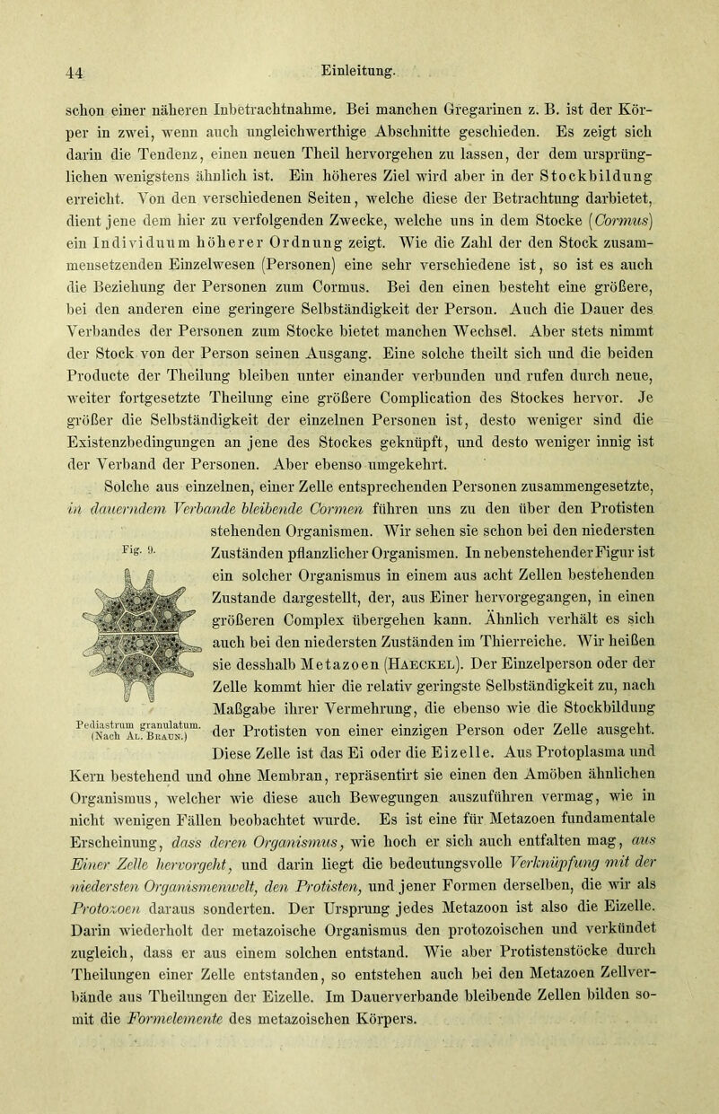 schon einer näheren Inbetrachtnahme. Bei manchen Gregarinen z. B. ist der Kör- per in zwei, wenn auch ungleichwerthige Abschnitte geschieden. Es zeigt sich darin die Tendenz, einen neuen Theil hervorgehen zu lassen, der dem ursprüng- lichen wenigstens ähnlich ist. Ein höheres Ziel wird aber in der Stockbildung erreicht. Von den verschiedenen Seiten, welche diese der Betrachtung darbietet, dient jene dem hier zu verfolgenden Zwecke, welche uns in dem Stocke (Cormus) ein Individuum höherer Ordnung zeigt. Wie die Zahl der den Stock zusam- mensetzenden Einzelwesen (Personen) eine sehr verschiedene ist, so ist es auch die Beziehung der Personen zum Cormus. Bei den einen besteht eine größere, bei den anderen eine geringere Selbständigkeit der Person. Auch die Dauer des Verbandes der Personen zum Stocke bietet manchen Wechsel. Aber stets nimmt der Stock von der Person seinen Ausgang. Eine solche tlieilt sich und die beiden Producte der Theilung bleiben unter einander verbunden und rufen durch neue, weiter fortgesetzte Theilung eine größere Complication des Stockes hervor. Je größer die Selbständigkeit der einzelnen Personen ist, desto weniger sind die Existenzbedingungen an jene des Stockes geknüpft, und desto weniger innig ist der Verband der Personen. Aber ebenso umgekehrt. Solche aus einzelnen, einer Zelle entsprechenden Personen zusammengesetzte, in dauerndem Verbände bleibende Cormen führen uns zu den über den Protisten stehenden Organismen. Wir sehen sie schon bei den niedersten Fl°- <J- Zuständen pflanzlicher Organismen. In nebenstehender Figur ist ein solcher Organismus in einem aus acht Zellen bestehenden Zustande dargestellt, der, aus Einer hervorgegangen, in einen größeren Complex übergehen kann. Ähnlich verhält es sich auch bei den niedersten Zuständen im Thierreiche. Wir heißen sie desshalb Metazoen (Haeckel). Der Einzelperson oder der Zelle kommt hier die relativ geringste Selbständigkeit zu, nach Maßgabe ihrer Vermehrung, die ebenso wie die Stockbildung Pe?N\1™ALgBam' der Protisten von einer einzigen Person oder Zelle ausgeht. Diese Zelle ist das Ei oder die Eizelle. Aus Protoplasma und Kern bestehend und ohne Membran, repräsentirt sie einen den Amöben ähnlichen Organismus, welcher wie diese auch Bewegungen auszuführen vermag, wie in nicht wenigen Fällen beobachtet wurde. Es ist eine für Metazoen fundamentale Erscheinung, dass deren Organismus, wie hoch er sich auch entfalten mag, aus Einer Zeile hervorgeht, und darin liegt die bedeutungsvolle Verknüpfung mit der niedersten Organismenwelt, den Protisten, und jener Formen derselben, die wir als Protozoen daraus sonderten. Der Ursprung jedes Metazoon ist also die Eizelle. Darin wiederholt der metazoische Organismus den protozoischen und verkündet zugleich, dass er aus einem solchen entstand. Wie aber Protistenstöcke durch Theilungen einer Zelle entstanden, so entstehen auch bei den Metazoen Zellver- bände aus Theilungen der Eizelle. Im Dauerverbande bleibende Zellen bilden so- mit die Formelemente des metazoischen Körpers.