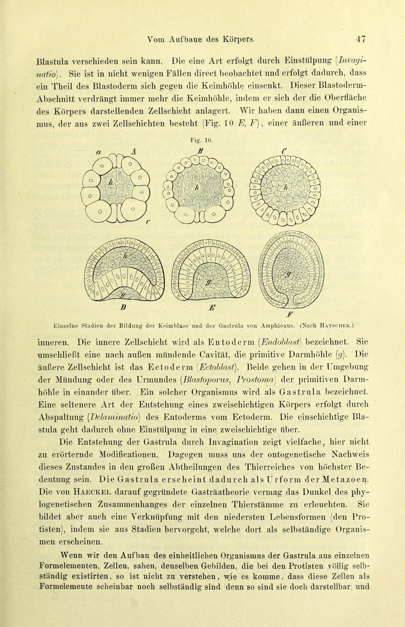 Blastula verschieden seiu kann. Die eine Art erfolgt durch Einstülpung [Invagi- natio). Sie ist in nicht wenigen Fällen direct beobachtet und erfolgt dadurch, dass ein Theil des Blastoderm sich gegen die Keimhöhle einsenkt. Dieser Blastoderm- Abschnitt verdrängt immer mehr die Keimhöhle, indem er sich der die Oberfläche des Körpers darstellenden Zellschicht anlagert. Wir haben dann einen Organis- mus, der aus zwei Zellschichten besteht (Fig. 10 E, F), einer äußeren und einer Fig. 10. Einzelne Stadien der Bildung der Keimblase und der Gastrula von Ampliioxus. (Nach IIatsciiek.) inneren. Die innere Zellschicht wird als Entoderm (.Endoblast) bezeichnet. Sie umschließt eine nach außen mündende Cavität, die primitive Darmhöhle [g). Die äußere Zellschicht ist das Ectoderm (.Ectoblastj. Beide gehen in der Umgebung der Mündung oder des Urmundes [Blastoporus. Prostoma) der primitiven Darm- höhle in einander über. Ein solcher Organismus wird als Gastrula bezeichnet. Eine seltenere Art der Entstehung eines zweischichtigen Körpers erfolgt durch Abspaltung (Delaminatio) des Entoderms vom Ectoderm. Die einschichtige Bla- stula geht dadurch ohne Einstülpung in eine zweischichtige über. Die Entstehung der Gastrula durch Invagination zeigt vielfache, hier nicht zu erörternde Modificationen. Dagegen muss uns der ontogenetische Nachweis dieses Zustandes in den großen Abtheilungen des Thierreiches von höchster Be- deutung sein. Die Gastrula erscheint dadurch als Urform der Metazoen. Die von Haeckel darauf gegründete Gasträatheorie vermag das Dunkel des phy- logenetischen Zusammenhanges der einzelnen Thierstämme zu erleuchten. Sie bildet aber auch eine Verknüpfung mit den niedersten Lebensformen (den Pro- tisten), indem sie aus Stadien hervorgeht, welche dort als selbständige Organis- men erscheinen. Wenn wir den Aufbau des einheitlichen Organismus der Gastrula aus einzelnen Formelementen, Zellen, sahen, denselben Gebilden, die bei den Protisten völlig selb- ständig existirten, so ist nicht zu verstehen, wie es komme, dass diese Zellen als Formelemente scheinbar noch selbständig sind denn so sind sie doch darstellbar und