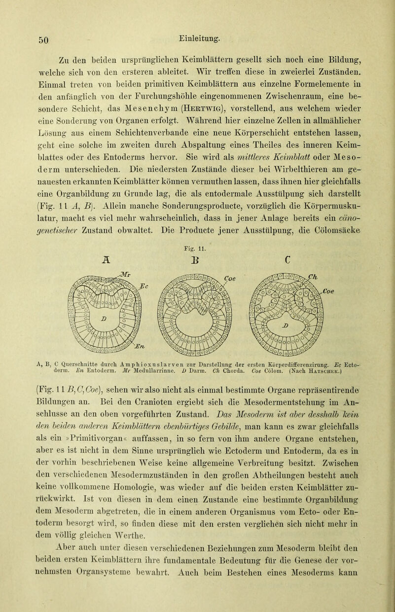 Zu den beiden ursprünglichen Keimblättern gesellt sich noch eine Bildung, welche sich von den ersteren ableitet. Wir treffen diese in zweierlei Zuständen. Einmal treten von beiden primitiven Keimblättern aus einzelne Formelemente in den anfänglich von der Furchungshöhle eingenommenen Zwischenraum, eine be- sondere Schicht, das Mesenchym (Hertwig), vorstellend, aus welchem wieder eine Sonderung von Organen erfolgt. Während hier einzelne Zellen in allmählicher Lösung aus einem Schichtenverbande eine neue Körperschicht entstehen lassen, geht eine solche im zweiten durch Abspaltung eines Theiles des inneren Keim- blattes oder des Entoderms hervor. Sie wird als mittleres Keimblatt oder Meso- derm unterschieden. Die niedersten Zustände dieser bei Wirbelthieren am ge- nauesten erkannten Keimblätter können vermutken lassen, dass ihnen hier gleichfalls eine Organbildung zu Grunde lag, die als entodermale Ausstülpung sich darstellt (Fig. 11 A, B). Allein manche Sonderungsproducte, vorzüglich die Körpermusku- latur, macht es viel mehr wahrscheinlich, dass in jener Anlage bereits ein cäno- genetischer Zustand obwaltet. Die Producte jener Ausstülpung, die Cölomsäcke Ä Fig. 11. B C A, B, C Querschnitte durch Amphioxuslarven zur Darstellung der ersten Körperdifferenzirung. Ec Ecto- derra. En Entoderm. Mr Medullarrinne. D Darm. Ch Chorda. Coe Cölom. (Nach Hatschkk.) (Fig. 11 B, C, Coe), sehen wir also nicht als einmal bestimmte Organe repräsentirende Bildungen an. Bei den Cranioten ergiebt sich die Mesodermentstehung im An- schlüsse an den oben vorgeführten Zustand. Das Mesoderm ist aber desshalb kein den beiden anderen Keimblättern ebenbürtiges Gebilde, man kann es zwar gleichfalls als ein »Primitivorgan« auffassen, in so fern von ihm andere Organe entstehen, aber es ist nicht in dem Siuue ursprünglich wie Ectoderm und Entoderm, da es in der vorhin beschriebenen Weise keine allgemeine Verbreitung besitzt. Zwischen den verschiedenen Mesodermzuständen in den großen Abtheilungen besteht auch keine vollkommene Homologie, was wieder auf die beiden ersten Keimblätter zu- rückwirkt. Ist von diesen in dem einen Zustande eine bestimmte Orgaubildung dem Mesoderm abgetreten, die in einem anderen Organismus vom Ecto- oder En- toderm besorgt wird, so finden diese mit den ersten verglichen sich nicht mehr in dem völlig gleichen Werthe. Aber auch unter diesen verschiedenen Beziehungen zum Mesoderm bleibt den beiden ersten Keimblättern ihre fundamentale Bedeutung für die Genese der vor- nehmsten Organsysteme bevuihrt. Auch beim Bestehen eines Mesoderms kann
