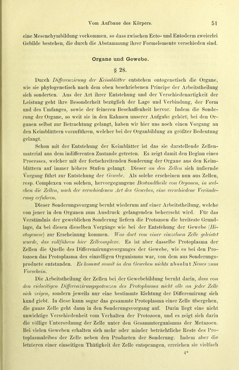 eine Mesenchymbildung Vorkommen, so dass zwischen Ecto- und Entoderm zweierlei Gebilde bestehen, die durch die Abstammung ihrer Formelemente verschieden sind. Organe und Gewebe. § 28. Durch Differenzirung der Keimblätter entstehen mitogenetisch die Organe, wie sie phylogenetisch nach dem oben beschriebenen Principe der Arbeitstheilung sich sonderten. Aus der Art ihrer Entstehung und der Verschiedenartigkeit der Leistung geht ihre Besonderheit bezüglich der Lage und Verbindung, der Form und des Umfanges, sowie der feineren Beschaffenheit hervor. Indem die Sonde- rung der Organe, so weit sie in den Rahmen unserer Aufgabe gehört, bei den Or- ganen selbst zur Betrachtung gelangt, haben wir hier uns noch einen Vorgang an den Keimblättern vorzuführen, welcher bei der Organbildung zu größter Bedeutung gelangt. Schon mit der Entstehung der Keimblätter ist das sie darstellende Zellen- material aus dem indifferenten Zustande getreten. Es zeigt damit den Beginn eines Processes, welcher mit der fortschreitenden Sonderung der Organe aus den Keim- blättern auf immer höhere Stufen gelangt. Dieser an den Zellen sich äußernde Vorgang führt zur Entstehung der Gewebe. Als solche erscheinen nun aus Zellen, resp. Complexen von solchen, hervorgegangene Bestandtheile von Organen, in wel- chen die Zellen, nach der verschiedenen Art des Gewebes, eine verschiedene Verände- rung erfuhren. Dieser Sonderungsvorgang beruht wiederum auf einer Arbeitstheilung, welche von jener in den Organen zum Ausdruck gelangenden beherrscht wird. Für das Verständnis der geweblichen Sonderung liefern die Protozoen die breiteste Grund- lage, da bei diesen dieselben Vorgänge wie bei der Entstehung der Gewebe (Hi- stogenese) zur Erscheinung kommen. Was dort von einer einzelnen Zelle geleistet wurde, das vollführen hier ZeUcomplexe. Es ist aber dasselbe Protoplasma der Zellen die Quelle des Differenzirungsvorganges der Gewebe, wie es bei den Pro- tozoen das Protoplasma des einzelligen Organismus war, von dem aus Sonderungs- producte entstanden. Es kommt somit in den Geweben nichts absolut Neues zum Vorschein. Die Arbeitstheilung der Zellen bei der Gewebebildung beruht darin, dass von den vielseitigen Differenzirungspotenzen des Protojilasma nicht alle an jeder Zelle sich zeigen, sondern jeweils nur eine bestimmte Richtung der Differenzirung sich kund giebt. In diese kann sogar das gesammte Protoplasma einer Zelle übergehen, die ganze Zelle geht dann in den Sonderungsvorgang auf. Darin liegt eine nicht unwichtige Verschiedenheit vom Verhalten der Protozoen, und es zeigt sich darin die völlige Unterordnung der Zelle unter den Gesammtorganismus der Metazoen. Bei vielen Geweben erhalten sich mehr oder minder beträchtliche Reste des Pro- toplasmaleibes der Zelle neben den Producten der Sonderung. Indem aber die letzteren einer einseitigen Thätigkeit der Zelle entsprangen, erreichen sie vielfach 4*