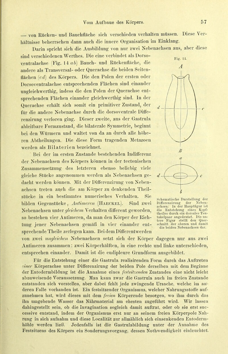 — von Rücken- und Bauchfläche sich verschieden verhalten müssen. Diese Ver- hältnisse beherrschen dann auch die innere Organisation im Einklang. Darin spricht sich die Ausbildung von nur zwei Nebenachsen aus, aber diese sind verschiedenen Werthes. Die eine verbindet als Dorso- ventralachse (Fig. 14 ab) Bauch- und Rückenfläche, die andere als Transversal- oder Querachse die beiden Seiten- flächen (cd) des Körpers. Die den Polen der ersten oder Dorsoventralachse entsprechenden Flächen sind einander ungleichwerthig, indess die den Polen der Querachse ent- sprechenden Flächen einander gleichwerthig sind. In der Querachse erhält sich somit ein primitiver Zustand, der für die andere Nebenachse durch die dorsoventrale Difl'e- renzirung verloren ging. Dieser zweite, aus der Gastrula ableitbare Formzustand, die bilaterale Symmetrie, beginnt bei den Würmern und waltet von da an durch alle höhe- ren Abtheilungen. Die diese Form tragenden Metazoen werden als Bilaterien bezeichnet. Bei der im ersten Zustande bestehenden Indifferenz der Nebenachsen des Körpers können in der tectonischen Zusammensetzung des letzteren ebenso beliebig viele gleiche Stücke angenommen werden als Nebenachsen ge- dacht werden können. Mit der Differenzirung von Neben- achsen treten auch die am Körper zu denkenden Theil- stiicke in ein bestimmtes numerisches Verhalten. Sie bilden Gegenstücke, Antimeren (Haeckel). Sind zwei Nebenachsen unter gleichem Verhalten different geworden, so bestehen vier Antimeren, da man den Körper der Rich- tung jener Nebenachsen gemäß in vier einander ent- sprechende Theile zerlegen kann. Bei dem Difterentwerden von zwei ungleichen Nebenachsen setzt sich der Körper dagegen nur aus zwei Antimeren zusammen: zwei Körperhälften, in eine rechte und linke unterschieden, entsprechen einander. Damit ist die eudipleure Grundform ausgebildet. Fiir die Entstehung einer die Gastrula realisirenden Form durch das Auftreten einer Körperachse unter Differenzirung der beiden Pole derselben mit dem Beginne der Entodermbildung ist die Annahme eines fcstsitxenden Zustandes eine nicht leicht abzuweisende Voraussetzung. Man kann zwar die Gastrula auch im freien Zustande entstanden sich vorstellen, aber dabei fehlt jede zwingende Ursache, welche im an- deren Falle vorhanden ist. Ein festsitzender Organismus, welcher Nahrungsstoffe auf- zunehmen hat, wird dieses mit dem freien Körperende besorgen, wo ihm durch das ihn umgebende Wasser das Nährmaterial am ehesten zugeführt wird. Wir lassen dahingestellt sein, ob die Invagination sogleich damit auftrat, oder ob sie erst suc- cessive entstand, indem der Organismus erst nur an seinem freien Körperpole Nah- rung in sich aufnahm und diese Localität zur allmählich sich einsenkenden Entoderm- höhle werden ließ. Jedenfalls ist die Gastrulabildung unter der Annahme des Festsitzens des Körpers ein Sonderungsvorgang, dessen Nothwendigkeit einleuchtet. Fig. 14. B a. Schematische Darstellung der Differenzirung der Neben- achsen/ In der Hauptfigur ist die Entstehung eines Kopf- theiles durch ein dorsales Ten- takelpaar angedeutet. Die un- tere Figur stellt den Quer- schnitt der oberen und damit die beiden Nebenachsen dar.