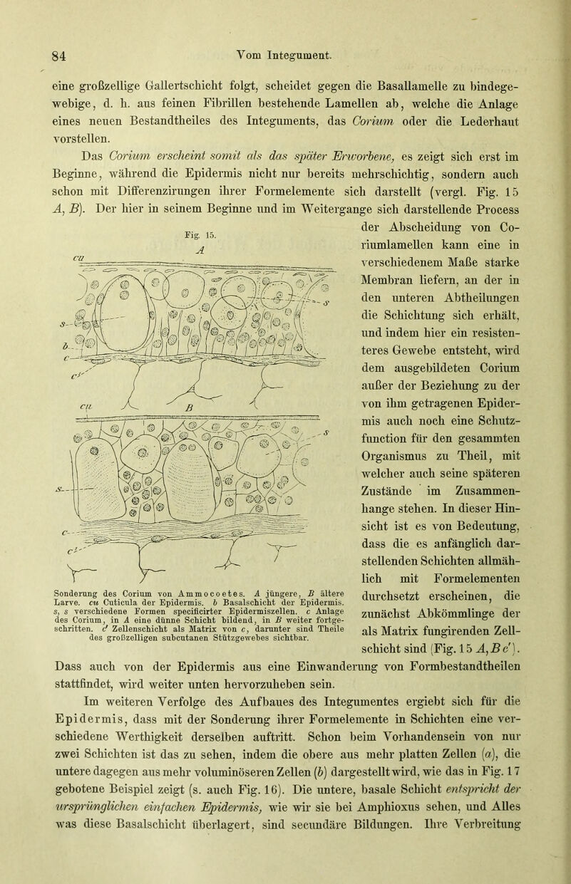 eine großzellige Gallertsckiclit folgt, scheidet gegen die Basallamelle zu bindege- webige, d. k. aus feinen Fibrillen bestehende Lamellen ab, welche die Anlage eines neuen Bestandtheiles des Integuments, das Corivm oder die Lederhaut vorstellen. Das Coriv/m erscheint somit als das später Erworbene, es zeigt sich erst im Beginne, während die Epidermis nicht nur bereits mehrschichtig, sondern auch schon mit Differenzirungen ihrer Formelemente sich darstellt (vergl. Fig. 15 A, B). Der hier in seinem Beginne und im Weitergange sich darstellende Process der Abscheidung von Co- riumlamellen kann eine in verschiedenem Maße starke Membran liefern, an der in den unteren Abtheilungen die Schichtung sich erhält, und indem hier ein resisten- teres Gewebe entsteht, wird dem ausgebildeten Corium außer der Beziehung zu der von ihm getragenen Epider- mis auch noch eine Schutz- function für den gesammten Organismus zu Theil, mit welcher auch seine späteren Zustände im Zusammen- hänge stehen. In dieser Hin- sicht ist es von Bedeutung, dass die es anfänglich dar- stellenden Schichten allmäh- lich mit Formelementen durchsetzt erscheinen, die zunächst Abkömmlinge der als Matrix fungirenden Zell- schicht sind (Fig. 15 A,Bc). Dass auch von der Epidermis aus eine Einwanderung von Formbestandtheilen stattfindet, wird weiter unten hervorzuheben sein. Im weiteren Verfolge des Aufbaues des Integumentes ergiebt sich für die Epidermis, dass mit der Sonderung ihrer Formelemente in Schichten eine ver- schiedene Werthigkeit derselben auftritt. Schon beim Vorhandensein von nur zwei Schichten ist das zu sehen, indem die obere aus mehr platten Zellen (a), die untere dagegen aus mehr voluminöseren Zellen (b) dargestellt wird, wie das in Fig. 17 gebotene Beispiel zeigt (s. auch Fig. 16). Die untere, basale Schicht entspricht der iirsprünglichcn einfachen Epidermis, wie wir sie bei Ampkioxus sehen, und Alles was diese Basalschicht überlagert, sind secundäre Bildungen. Ihre Verbreitung Fig. 15. A Sonderung des Corium von Ammocoetes. A jüngere, B ältere Larve, cu Cuticula der Epidermis. 6 Basalschicht der Epidermis. s, s verschiedene Formen specificirter Epidermiszellen. c Anlage des Corium, in A eine dünne Schicht bildend, in B weiter fortge- schritten. c ZeUenschicht als Matrix von c, darunter sind Theile des großzelligen suhcutanen Stützgewebes sichtbar.