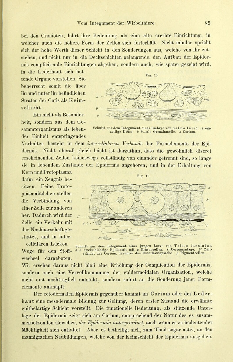 Schnitt aus dem Integument eines Embryo von Salmofario. s ein- zellige Drüse, b basale Grenzlamelle, c Corium. bei den Cranioten, lehrt ihre Bedeutung als eine alte ererbte Einrichtung, in welcher auch die höhere Form der Zellen sich forterhält. Nicht minder spricht sich der hohe Werth dieser Schicht in den Sonderungen aus, welche von ihr ent- stehen, und nicht nur in die Deckschichten gelangende, den Aufbau der Epider- mis complicirende Einrichtungen abgeben, sondern auch, wie später gezeigt wird, in die Lederhaut sich bet- Fig. 16. tende Organe vorstellen. Sie beherrscht somit die über ihr und unter ihr befindlichen Straten der Cutis als Keim- Schicht. Ein nicht als Besonder- heit, sondern aus dem Ge- sammtorganismus als leben- der Einheit entspringendes Verhalten besteht in dem intercellulären Verbände der Formelemente der Epi- dermis. Nicht überall gleich leicht ist darzuthun, dass die gewöhnlich discret erscheinenden Zellen keineswegs vollständig von einander getrennt sind, so lange sie in lebendem Zustande der Epidermis angehören, und in der Erhaltung von Kern und Protoplasma dafür ein Zeugnis be- sitzen. Feine Proto- plasmafädchen stellen die Verbindung von einer Zelle zur anderen her. Dadurch wird der c, Zelle ein Verkehr mit der Nachbarschaft ge- stattet, und in inter- Fig. 17 cellnlären Lücken Wege für den Stoff- Suhnitt aus dem Integument einer jungen Larve von Triton taeniatus. a, b zweischichtige Epidermis mit s Drüsenzellon. C Coriumanlage. C' Zell- schicht des Corium, darunter das Unterhautgewebe, p Pigmentzellen. Wechsel dargeboten. Wir ersehen daraus nicht bloß eine Erhöhung der Complication der Epidermis, sondern auch eine Vervollkommnung der epidermoidalen Organisation, welche nicht erst nachträglich entsteht, sondern sofort an die Sonderung jener Form- elemente anknüpft. Der ectodermalen Epidermis gegenüber kommt im Corium oder der Leder- haut eine mesodermale Bildung zur Geltung, deren erster Zustand die erwähnte epithelartige Schicht vorstellt. Die functionelle Bedeutung, als stützende Unter- lage der Epidermis zeigt sich am Corium, entsprechend der Natur des es zusam- mensetzenden Gewebes, der Epidermis untergeordnet, auch wenn es zu bedeutender Mächtigkeit sich entfaltet. Aber es betheiligt sich, zum Theil sogar activ, an den mannigfachen Neubildungen, welche von der Keimschicht der Epidermis ausgehen.