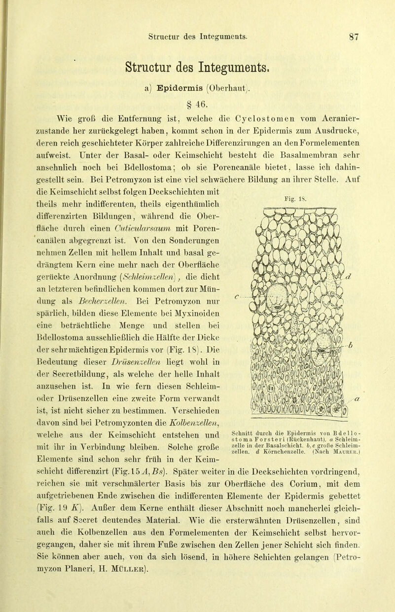 Structur des Integuments. a) Epidermis (Oberhaut). § 46. Wie groß die Entfernung ist, welche die Cyclostomen vom Acranier- zustande her zurückgelegt haben, kommt schon in der Epidermis zum Ausdrucke, deren reich geschichteter Körper zahlreiche Differenzirungen an den Formelementen aufweist. Unter der Basal- oder Keimschicht besteht die Basalmembran sehr ansehnlich noch bei Bdellostoma; ob sie Porencanäle bietet, lasse ich dahin- gestellt sein. Bei Petromyzon ist eine viel schwächere Bildung an ihrer Stelle. Auf die Keimschicht selbst folgen Deckschichten mit . Fig. IS. theils mehr indifferenten, theils eigenthiimlich differenzirten Bildungen, während die Ober- fläche durch einen Cuticularsaum mit Poren- canälen abgegrenzt ist. Von den Sonderungen nehmen Zellen mit hellem Inhalt und basal ge- drängtem Kern eine mehr nach der Oberfläche gerückte Anordnung (Schleimzellen), die dicht an letzteren befindlichen kommen dort zur Mün- dung als Becherzellen. Bei Petromyzon nur spärlich, bilden diese Elemente bei Myxinoiden eine beträchtliche Menge und stellen bei Bdellostoma ausschließlich die Hälfte der Dicke der sehr mächtigen Epidermis vor (Fig. 18). Die Bedeutung dieser Drüsenzellen liegt wohl in der Secretbildung, als welche der helle Inhalt anzusehen ist. In wie fern diesen Schleim- oder Drüsenzellen eine zweite Form verwandt ist, ist nicht sicher zu bestimmen. Verschieden davon sind bei Petromyzonten die Kolbenzellen, welche aus der Keimschicht entstehen und mit ihr in Verbindung bleiben. Solche große Elemente sind schon sehr früh in der Keim- schicht differenzirt (Fig. 15 A, Bs). Später weiter in die Deckschichten vordringend, reichen sie mit verschmälerter Basis bis zur Oberfläche des Corium, mit dem aufgetriebenen Ende zwischen die indifferenten Elemente der Epidermis gebettet (Fig. 19 K). Außer dem Kerne enthält dieser Abschnitt noch mancherlei gleich- falls auf Secret deutendes Material. Wie die ersterwähnten Drüsenzellen, sind auch die Kolbenzellen aus den Formelementen der Keimschicht selbst hervor- gegangen, daher sie mit ihrem Fuße zwischen den Zellen jener Schicht sich finden. Sie können aber auch, von da sich lösend, in höhere Schichten gelangen (Petro- myzon Planeri, H. Müller). Schnitt durch die Epidermis von Bdello- stoma Forsteri (Rückenhaut). a Schleim- zelle in der Basalschicht, b.c große Schleim- zellen. d Körnchenzelle. (Nach Maurer.)