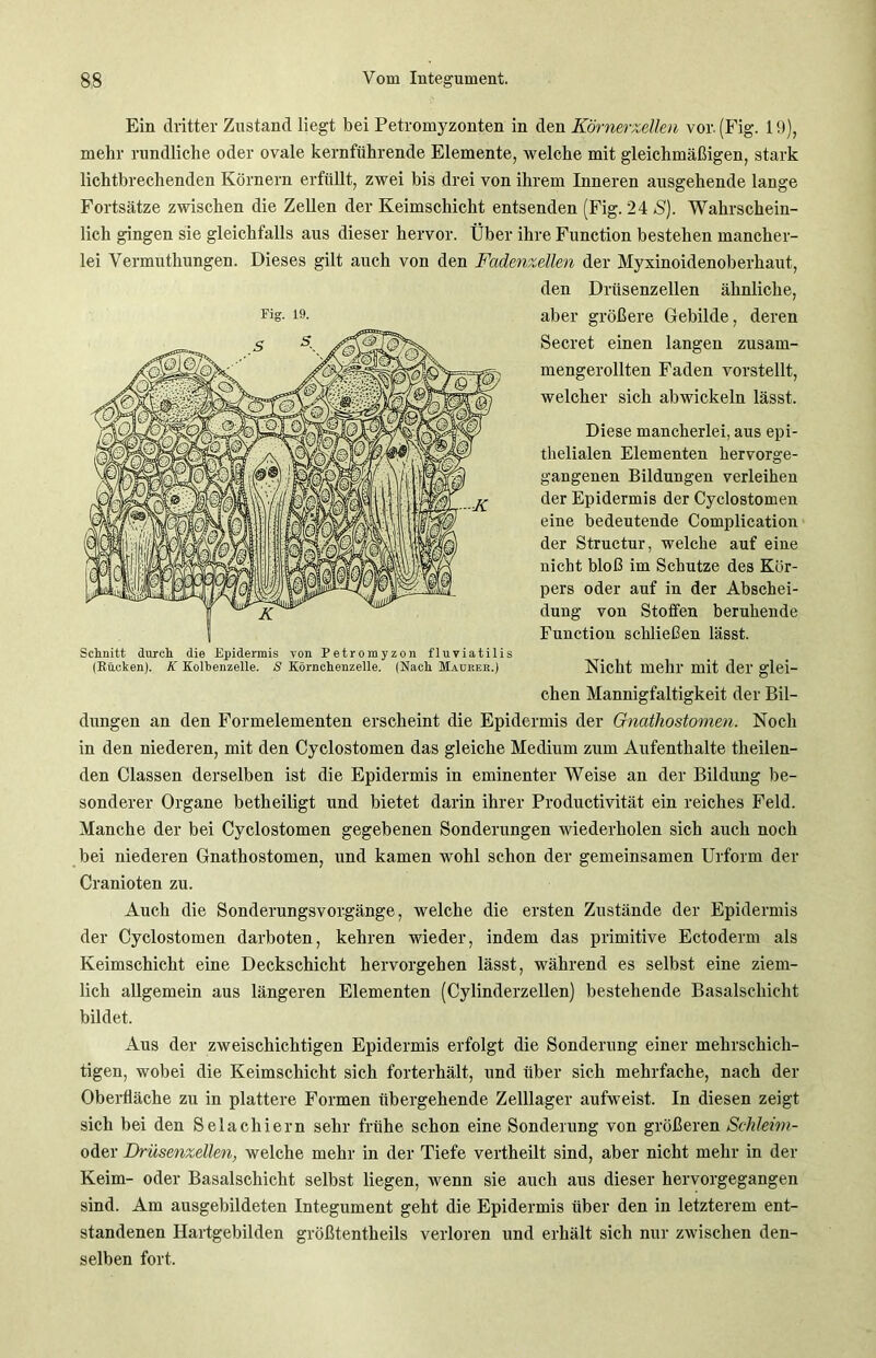 Ein dritter Zustand liegt bei Petromyzonten in den Körnerzellen vor. (Fig. 19), mehr rundliche oder ovale kernführende Elemente, welche mit gleichmäßigen, stark lichtbrechenden Körnern erfüllt, zwei bis drei von ihrem Inneren ausgehende lange Fortsätze zwischen die Zellen der Keimschicht entsenden (Fig. 24 S). Wahrschein- lich gingen sie gleichfalls aus dieser hervor. Über ihre Function bestehen mancher- lei Vermuthungen. Dieses gilt auch von den Fadenzellen der Myxinoidenoberhaut, den Drüsenzellen ähnliche, aber größere Gebilde, deren Secret einen langen zusam- mengerollten Faden vorstellt, welcher sich abwickeln lässt. Diese mancherlei, aus epi- thelialen Elementen hervorge- gangenen Bildungen verleihen der Epidermis der Cyclostomen eine bedeutende Complication der Structur, welche auf eine nicht bloß im Schutze des Kör- pers oder auf in der Abschei- dung von Stoffen beruhende Function schließen lässt. Nicht mehr mit der glei- chen Mannigfaltigkeit der Bil- dungen an den Formelementen erscheint die Epidermis der Gnathostomen. Noch in den niederen, mit den Cyclostomen das gleiche Medium zum Aufenthalte theilen- den Classen derselben ist die Epidermis in eminenter Weise an der Bildung be- sonderer Organe betheiligt und bietet darin ihrer Productivität ein reiches Feld. Manche der bei Cyclostomen gegebenen Sonderungen wiederholen sich auch noch bei niederen Gnathostomen, und kamen wohl schon der gemeinsamen Urform der Cranioten zu. Auch die Sonderungsvorgänge, welche die ersten Zustände der Epidermis der Cyclostomen darboten, kehren wieder, indem das primitive Ectodenu als Keimschicht eine Deckschicht hervorgehen lässt, während es selbst eine ziem- lich allgemein aus längeren Elementen (Cylinderzellen) bestehende Basalschicht bildet. Aus der zweischichtigen Epidermis erfolgt die Sonderung einer mehrschich- tigen, wobei die Keimschicht sich forterhält, und über sich mehrfache, nach der Oberfläche zu in plattere Formen übergehende Zelllager aufweist. In diesen zeigt sich bei den Selachiern sehr frühe schon eine Sonderung von größeren Schleim- oder Drüsenzellen, welche mehr in der Tiefe vertheilt sind, aber nicht mehr in der Keim- oder Basalschicht selbst liegen, wenn sie auch aus dieser hervorgegangen sind. Am ausgebildeten Integument geht die Epidermis über den in letzterem ent- standenen Hartgebilden größtentheils verloren und erhält sich nur zwischen den- selben fort. Fig. 19. f ^ K Schnitt durch die Epidermis von Petromyzon fluviatilis (Kücken). K Kolhenzelle. S Körnchenzelle. (Nach Maukek.)