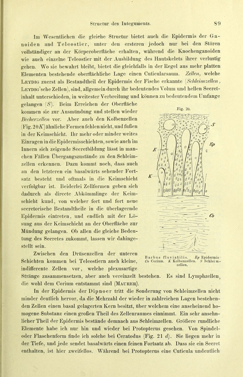 Im Wesentlichen die gleiche Structur bietet auch die Epidermis der 6a- noiden und Teleostier, unter den ersteren jedoch nur bei den Stören vollständiger an der Körperoberfläche erhalten, während die Ivnochenganoiden wie auch einzelne Teleostier mit der Ausbildung des Hautskelets ihrer verlustig gehen. Wo sie bewahrt bleibt, bietet die gleichfalls in der Regel aus mehr platten Elementen bestehende oberflächliche Lage einen Cuticularsaum. Zellen, welche Leydig zuerst als Bestandteil der Epidermis der Fische erkannte {Schleimzellen, LEYDio’sche Zellen), sind, allgemein durch ihr bedeutendes Volum und hellen Secret- inhalt unterschieden, in weitester Verbreitung und können zu bedeutendem Umfange gelangen (S). Beim Erreichen der Oberfläche kommen sie zur Ausmiindung und stellen wieder Becherzellen vor. Aber auch den Kolbenzellen (Fig. 2 OK) ähnliche Formen fehlen nicht, und fußen in der Keimschicht. Ihr mehr oder minder weites Einragen in dieEpidermisschichten, sowie auch im Innern sich zeigende Secretbildung lässt in man- chen Fällen Übergangszustände zu den Schleim- zellen erkennen. Dazu kommt noch, dass auch an den letzteren ein basalwärts sehender Fort- satz besteht und oftmals in die Keimschicht verfolgbar ist. Beiderlei Zellformen geben sich dadurch als directe Abkömmlinge der Keim- schicht kund, von welcher fort und fort neue secretorische Bestandtlieile in die überlagernde Epidermis eintreten, und endlich mit der Lö- sung aus der Keimschicht an der Oberfläche zur Mündung gelangen. Ob allen die gleiche Bedeu- tung des Secretes zukommt, lassen wir dahinge- stellt sein. Zwischen den Drüsenzellen der unteren Barl}ns fluviatilis. Ep Epidermis • Schichten kommen bei Teleostiern auch kleine, Co Corium. k Koibenzeiien. s schleim- zellen. indifferente Zellen vor, welche plexusartige Stränge zusammensetzen, aber auch vereinzelt bestehen. Es sind Lymphzellen; die wohl dem Corium entstammt sind (Maurer). In der Epidermis der Dipnoer tritt die Sonderung von Schleimzellen nicht minder deutlich hervor, da die Mehrzahl der wieder in zahlreichen Lagen bestehen- den Zellen einen basal gelagerten Kern besitzt, über welchem eine anscheinend ho- mogene Substanz einen großen Theil des Zellenraumes einnimmt. Ein sehr ansehn- licher Theil der Epidermis bestände demnach aus Schleimzellen. Größere rundliche Elemente habe ich nur hin und wieder bei Protopterus gesehen. Von Spindel- oder Flaschenform finde ich solche bei Ceratodus (Fig. 21 d). Sie liegen mehr in der Tiefe, und jede sendet basalwärts einen feinen Fortsatz ab. Dass sie ein Secret enthalten, ist hier zweifellos. Während bei Protopterus eine Cuticula undeutlich