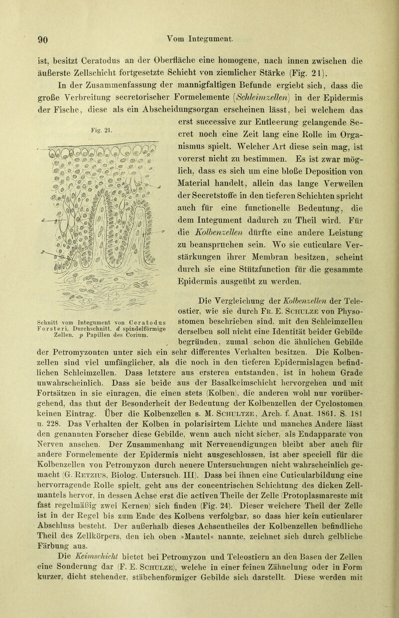 ist, besitzt Ceratodus an der Oberfläche eine homogene, nach innen zwischen die äußerste Zellschicht fortgesetzte Schicht von ziemlicher Stärke (Fig. 21). In der Zusammenfassung der mannigfaltigen Befunde ergiebt sich, dass die große Verbreitung secretorischer Formelemente (Schleimzellen) in der Epidermis der Fische, diese als ein Abscheidungsorgan erscheinen lässt, bei welchem das erst successive zur Entleerung gelangende Se- cret noch eine Zeit lang eine Rolle im Orga- nismus spielt. Welcher Art diese sein mag, ist vorerst nicht zu bestimmen. Es ist zwar mög- lich, dass es sich um eine bloße Deposition von Material handelt, allein das lange Verweilen der Secretstoffe in den tieferen Schichten spricht auch für eine functioneile Bedeutung, die dem Integument dadurch zu Theil wird. Für die Kolbenzetten dürfte eine andere Leistung zu beanspruchen sein. Wo sie cuticulare Ver- stärkungen ihrer Membran besitzen, scheint durch sie eine Stützfunction für die gesammte Epidermis ausgeübt zu werden. Die Vergleichung der Kolbenzellen der Tele- ostier, wie sie durch Fr. E. Schulze von Physo- stomen beschrieben sind, mit den Schleimzellen derselben soll nicht eine Identität beider Gebilde begründen, zumal schon die ähnlichen Gebilde der Petromyzonten unter sich ein sehr differentes Verhalten besitzen. Die Kolben- zellen sind viel umfänglicher, als die noch in den tieferen Epidermislagen befind- lichen Schleimzellen. Dass letztere aus ersteren entstanden, ist in hohem Grade unwahrscheinlich. Dass sie beide aus der Basalkeimschicht hervorgehen und mit Fortsätzen in sie einragen, die einen stets (Kolben), die anderen wohl nur vorüber- gehend, das thut der Besonderheit der Bedeutung der Kolbenzellen der Cyclostomen keinen Eintrag. Über die Kolbenzelleu s. M. Schultze, Arch. f. Anat. 1861. S. 181 u. 228. Das Verhalten der Kolben in polarisirtem Lichte und manches Andere lässt den genannten Forscher diese Gebilde, wenn auch nicht sicher, als Endapparate von Nerven ansehen. Der Zusammenhang mit Nervenendigungen bleibt aber auch für andere Formelemente der Epidermis nicht ausgeschlossen, ist aber speciell für die Kolbenzellen von Petromyzon durch neuere Untersuchungen nicht wahrscheinlich ge- macht (G. Retziur, Biolog. Untersuch. III). Dass bei ihnen eine Cuticularbildung eine hervorragende Rolle spielt, geht aus der concentrischen Schichtung des dicken Zell- mantels hervor, in dessen Achse erst die activen Theile der Zelle (Protoplasmareste mit fast regelmäßig zwei Kernen) sich finden (Fig. 24). Dieser weichere Theil der Zelle ist in der Regel bis zum Ende des Kolbens verfolgbar, so dass hier kein cuticularer Abschluss besteht. Der außerhalb dieses Achsentlieiles der Kolbenzellen befindliche Theil des Zellkörpers, den ich oben »Mantel« nannte, zeichnet sich durch gelbliche Färbung aus. Die Keimschicht bietet bei Petromyzon und Teleostiern an den Basen der Zellen eine Sonderung dar (F. E. Schulze), welche in einer feinen Zähnelung oder in Form kurzer, dicht stehender, stäbchenförmiger Gebilde sich darstellt. Diese werden mit Fig. 21. Schnitt, vom Integument von Ceratodus Forst er i. Durchschnitt, d spindelförmige Zellen, p Papillen des Corium.