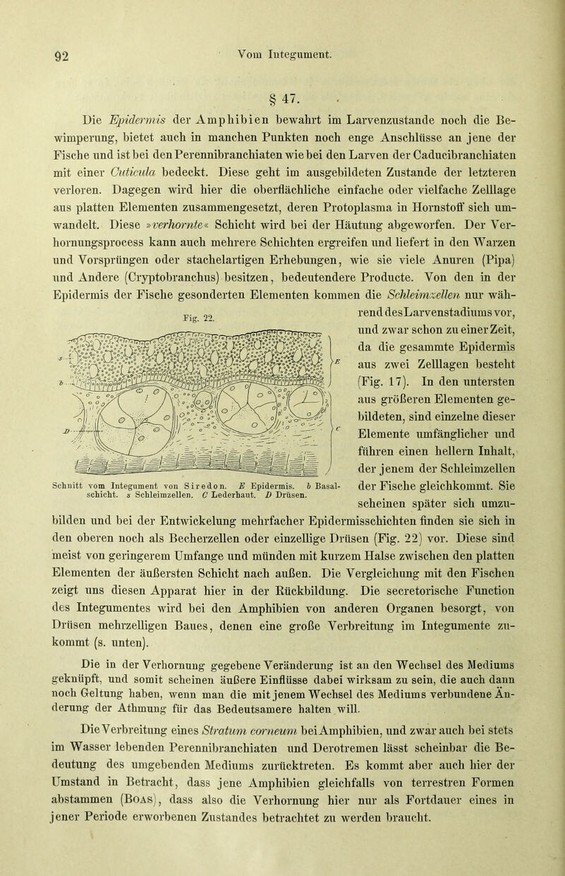 § 47. Die Epidermis der Amphibien bewahrt im Larvenzustande noch die Be- wimperung, bietet auch in manchen Punkten noch enge Anschlüsse an jene der Fische und ist bei den Perennibranchiaten wie bei den Larven der Caducibranchiaten mit einer Cuticula bedeckt. Diese geht im ausgebildeten Zustande der letzteren verloren. Dagegen wird hier die oberflächliche einfache oder vielfache Zelllage aus platten Elementen zusammengesetzt, deren Protoplasma in Hornstoff sich um- wandelt. Diese »verhornte« Schicht wird bei der Häutung abgeworfen. Der Ver- hornungsprocess kann auch mehrere Schichten ergreifen und liefert in den Warzen und Vorsprüngen oder stachelartigen Erhebungen, wie sie viele Anuren (Pipa) und Andere (Cryptobranchus) besitzen, bedeutendere Producte. Von den in der Epidermis der Fische gesonderten Elementen kommen die Schleimzellen nur wäh- rend desLarvenstadiums vor, und zwar schon zu einer Zeit, da die gesammte Epidermis aus zwei Zelllagen besteht aus größeren Elementen ge- bildeten, sind einzelne dieser Elemente umfänglicher und führen einen hellem Inhalt, der jenem der Schleimzellen der Fische gleichkommt. Sie scheinen später sich umzu- bilden und bei der Entwickelung mehrfacher Epidermisschichten finden sie sich in den oberen noch als Becherzellen oder einzellige Drüsen (Fig. 22) vor. Diese sind meist von geringerem Umfange und münden mit kurzem Halse zwischen den platten Elementen der äußersten Schicht nach außen. Die Vergleichung mit den Fischen zeigt uns diesen Apparat hier in der Bückbildung. Die secretorische Function des Integumentes wird bei den Amphibien von anderen Organen besorgt, von Drüsen mehrzelligen Baues, denen eine große Verbreitung im Integumente zu- kommt (s. unten). Die in der Verhornung gegebene Veränderung ist an den Wechsel des Mediums geknüpft, und somit scheinen äußere Einflüsse dabei wirksam zu sein, die auch dann noch Geltung haben, wenn man die mit jenem Wechsel des Mediums verbundene Än- derung der Athmung für das Bedeutsamere halten will. Die Verbreitung eines Stratum corneum bei Amphibien, und zwar auch bei stets im Wasser lebenden Perennibranchiaten und Derotremen lässt scheinbar die Be- deutung des umgebenden Mediums zurücktreten. Es kommt aber auch hier der Umstand in Betracht, dass jene Amphibien gleichfalls von terrestren Formen abstammen (Boas), dass also die Verhornung hier nur als Fortdauer eines in jener Periode erworbenen Zustandes betrachtet zu werden braucht. (Fig. 17). In den untersten Fig. 22. schiebt, s Schleimzellen. C Lederhaut. D Drüsen.