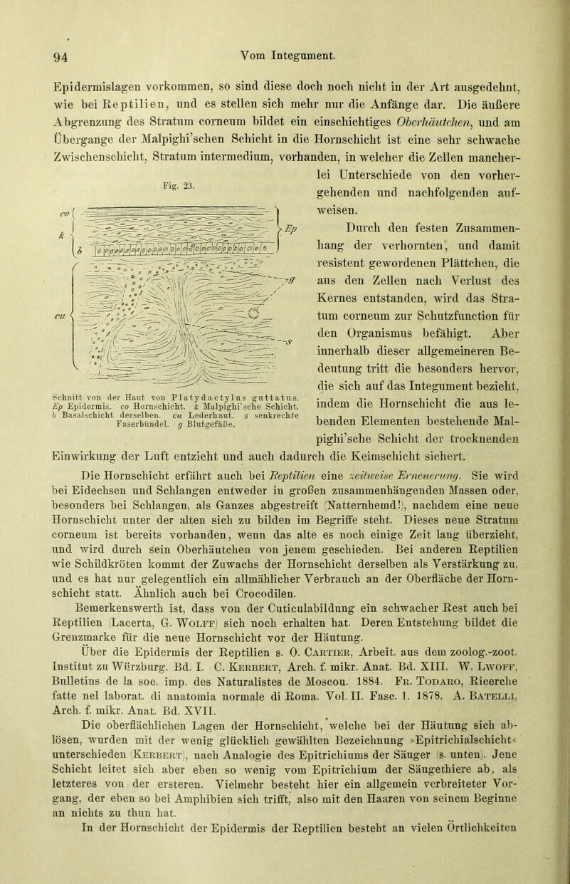 Epidennislagen Vorkommen, so sind diese doch noch nicht in der Art ausgedehnt, wie bei Reptilien, und es stellen sich mehr nur die Anfänge dar. Die äußere Abgrenzung des Stratum corneum bildet ein einschichtiges Oberhäutchm, und am Übergange der Malpiglii’schen Schicht in die Hornschicht ist eine sehr schwache Zwischenschicht, Stratum intermedium, vorhanden, in welcher die Zellen mancher- lei Unterschiede von den vorher- gehenden und nachfolgenden auf- weisen. Durch den festen Zusammen- hang der verhornten, und damit resistent gewordenen Plättchen, die aus den Zellen nach Verlust des Kernes entstanden, wird das Stra- tum corneum zur Schutzfunction für den Organismus befähigt. Aber innerhalb dieser allgemeineren Be- deutung tritt die besonders hervor, die sich auf das Integument bezieht, indem die Hornschicht die aus le- benden Elementen bestehende Mal- pighi’sche Schicht der trocknenden Einwirkung der Luft entzieht und auch dadurch die Keimschicht sichert. Die Hornschicht erfährt auch bei Reptilien eine xeihveise Erneuerung. Sie wird bei Eidechsen und Schlangen entweder in großen zusammenhängenden Massen oder, besonders bei Schlangen, als Ganzes abgestreift (Natternhemd!), nachdem eine neue Hornschicht unter der alten sich zu bilden im Begriffe steht. Dieses neue Stratum corneum ist bereits vorhanden, wenn das alte es noch einige Zeit lang überzieht, und wird durch sein Oberhäutchen von jenem geschieden. Bei anderen Reptilien wie Schildkröten kommt der Zuwachs der Hornschicht derselben als Verstärkung zu, und es hat nur gelegentlich ein allmählicher Verbrauch an der Oberfläche der Horn- schicht statt. Ähnlich auch bei Crocodilen. Bemerkenswerth ist, dass von der Cuticulabildung ein schwacher Rest auch bei Reptilien (Lacerta, G. Wolff) sich noch erhalten hat. Deren Entstehung bildet die Grenzmarke für die neue Hornschicht vor der Häutung. Über die Epidermis der Reptilien s. 0. Cartier, Arbeit, aus dem zoolog.-zoot. Institut zu Würzburg. Bd. I. C. Herbert, Arch. f. mikr. Anat. Bd. XIII. W. Lwoff, Bulletins de la soc. imp. des Naturalistes de Moscou. 1884. Fr. Todaro, Ricerche fatte nel laborat. di anatomia normale di Roma. Vol. II. Fase. 1. 1878. A. Batelli, Arch. f. mikr. Anat. Bd. XVII. Die oberflächlichen Lagen der Hornschicht, welche bei der Häutung sich ab- lösen, wurden mit der wenig glücklich gewählten Bezeichnung »Epitricliialschicht« unterschieden (Herbert), nach Analogie des Epitrichiums der Säuger (s. unten). Jene Schicht leitet sich aber eben so wenig vom Epitrichium der Säugethiere ab, als letzteres von der ersteren. Vielmehr besteht hier ein allgemein verbreiteter Vor- gang, der eben so bei Amphibien sich trifft, also mit den Haaren von seinem Beginne an nichts zu thun hat. In der Hornschicht der Epidermis der Reptilien besteht an vielen Örtlichkeiten Fig. 23. Schnitt von der Haut von Platydactylus guttatus. Ep Epidermis, co Hornschicht. /.' Malpighi'sche Schicht. b Basalschicht derselben, cu Lederhaut, s senkrechte Faserbündel, y Blutgefäße.