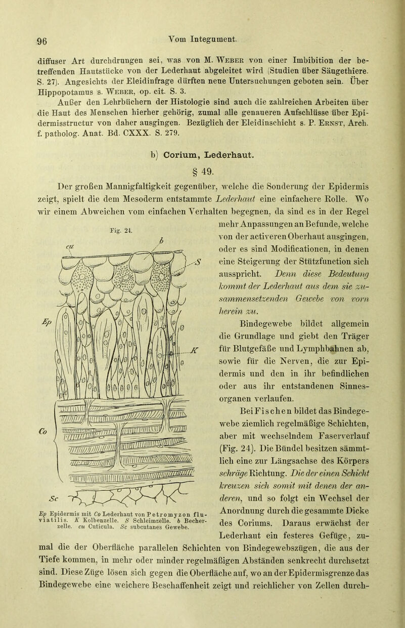 diffuser Art durchdrungen sei, was von M. Weber von einer Imbibition der be- treffenden Hautstücke von der Lederhaut abgeleitet wird (Studien über Säugethiere. S. 27). Angesichts der Eleidinfrage dürften neue Untersuchungen geboten sein. Über Hippopotamus s. Weber, op. cit. S. 3. Außer den Lehrbüchern der Histologie sind auch die zahlreichen Arbeiten über die Haut des Menschen hierher gehörig, zumal alle genaueren Aufschlüsse über Epi- dermisstructur von daher ausgingen. Bezüglich der Eleidinschicht s. P. Ernst, Arcli. f. patholog. Anat. Bd. CXXX. S. 279. b) Corium, Lederhaut. §49. Der großen Mannigfaltigkeit gegenüber, welche die Sonderung der Epidermis zeigt, spielt die dem Mesoderm entstammte Lederhaut eine einfachere Holle. Wo wir einem Abweichen vom einfachen Verhalten begegnen, da sind es in der Regel mehr Anpassungen an Befunde, welche von der activeren Oberhaut ausgingen, oder es sind Modificationen, in denen eine Steigerung der Stiitzfunction sich ausspricht. Denn diese Bedeutung kommt der Lederhaut aus dem sie zu- sammensetzenden Gewebe von vorn herein %/a. Bindegewebe bildet allgemein die Grundlage und giebt den Träger für Blutgefäße und Lymphbalmen ab, sowie für die Nerven, die zur Epi- dermis und den in ihr befindlichen oder aus ihr entstandenen Sinnes- organen verlaufen. BeiFisclien bildet das Bindege- webe ziemlich regelmäßige Schichten, aber mit wechselndem Faserverlauf (Fig. 24). Die Bündel besitzen sämmt- lich eine zur Längsachse des Körpers schräge Richtung. Die der einen Schicht kreuzen sich somit mit denen der an- deren,, und so folgt ein Wechsel der Anordnung durch die gesammte Dicke des Coriums. Daraus erwächst der Lederhaut ein festeres Gefüge, zu- mal die der Oberfläche parallelen Schichten von Bindegewebszügen, die aus der Tiefe kommen, in mehr oder minder regelmäßigen Abständen senkrecht durchsetzt sind. Diese Züge lösen sich gegen die Oberfläche auf, wo an der Epidermisgrenze das Bindegewebe eine weichere Beschaffenheit zeigt und reichlicher von Zellen durch-