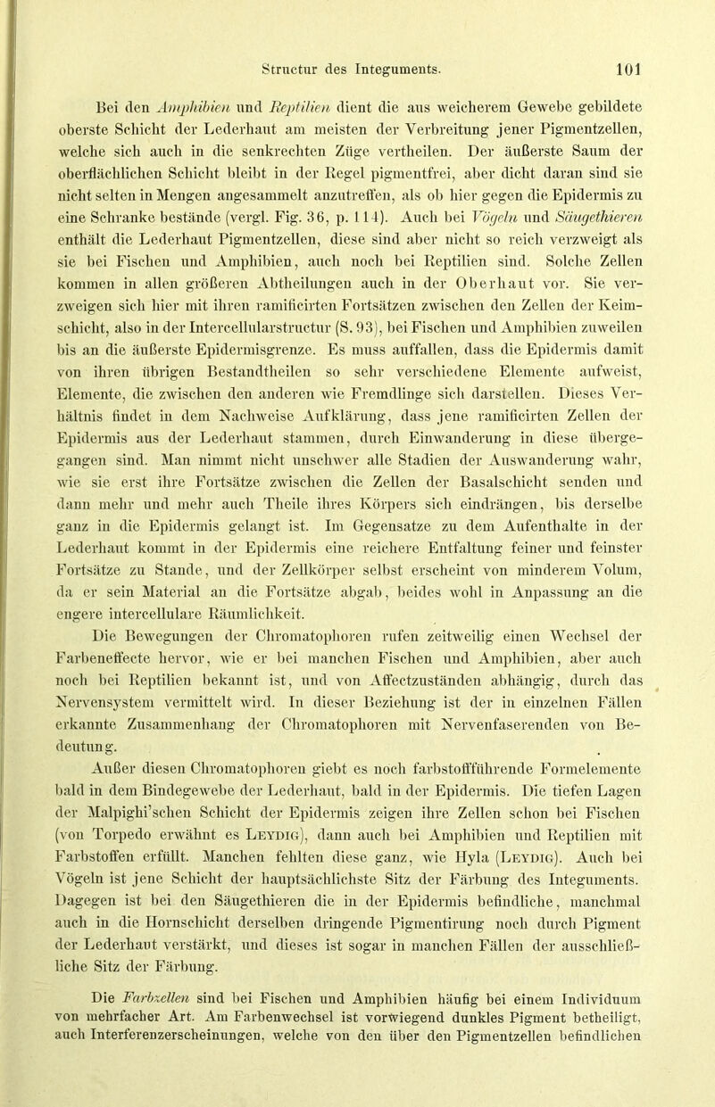 Bei den Amphibien und Reptilien, dient die aus weicherem Gewebe gebildete oberste Schicht der Lederhaut am meisten der Verbreitung jener Pigmentzellen, welche sich auch in die senkrechten Züge vertheilen. Der äußerste Saum der oberflächlichen Schicht bleibt in der Regel pigmentfrei, aber dicht daran sind sie nicht selten in Mengen angesammelt anzutreffen, als ob hier gegen die Epidermis zu eine Schranke bestände (vergl. Fig. 36, p. 114). Auch bei Vögeln und Säugethierm enthält die Lederhaut Pigmentzellen, diese sind aber nicht so reich verzweigt als sie bei Fischen und Amphibien, auch noch bei Reptilien sind. Solche Zellen kommen in allen größeren Abtheilungen auch in der Oberhaut vor. Sie ver- zweigen sich hier mit ihren ramiticirten Fortsätzen zwischen den Zellen der Keim- schicht, also in der Intercellularstructur (S. 93), bei Fischen und Amphibien zuweilen bis an die äußerste Epidermisgrenze. Es muss auffallen, dass die Epidermis damit von ihren übrigen Bestandtheilen so sehr verschiedene Elemente aufweist, Elemente, die zwischen den anderen wie Fremdlinge sich darstellen. Dieses Ver- hältnis findet in dem Nachweise Aufklärung, dass jene ramiticirten Zellen der Epidermis aus der Lederhant stammen, durch Einwanderung in diese überge- gangen sind. Man nimmt nicht unschwer alle Stadien der Auswanderung wahr, wie sie erst ihre Fortsätze zwischen die Zellen der Basalschicht senden und dann mehr und mehr auch Theile ihres Körpers sich eindrängen, bis derselbe ganz in die Epidermis gelangt ist. Im Gegensätze zu dem Aufenthalte in der Lederhaut kommt in der Epidermis eine reichere Entfaltung feiner und feinster Fortsätze zu Stande, und der Zellkörper selbst erscheint von minderem Volum, da er sein Material an die Fortsätze abgab, beides wohl in Anpassung an die engere iutercellulare Räumlichkeit. Die Bewegungen der Chromatophoren rufen zeitweilig einen Wechsel der Farbeneffecte hervor, wie er bei manchen Fischen und Amphibien, aber auch noch bei Reptilien bekannt ist, und von Affectzuständen abhängig, durch das Nervensystem vermittelt wird. In dieser Beziehung ist der in einzelnen Fällen erkannte Zusammenhang der Chromatophoren mit Nervenfaserenden von Be- deutun g. Außer diesen Chromatophoren giebt es noch farbstoffführende Formelemente bald in dem Bindegewebe der Lederhaut, bald in der Epidermis. Die tiefen Lagen der Malpighi’schen Schicht der Epidermis zeigen ihre Zellen schon bei Fischeu (von Torpedo erwähnt es Leydig), dann auch bei Amphibien und Reptilien mit Farbstoffen erfüllt. Manchen fehlten diese ganz, wie Hyla (Leydig). Auch bei Vögeln ist jene Schicht der hauptsächlichste Sitz der Färbung des Integuments. Dagegen ist bei den Säugethieren die in der Epidermis befindliche, manchmal auch in die Hornschicht derselben dringende Pigmentirung noch durch Pigment der Lederhaut verstärkt, und dieses ist sogar in manchen Fällen der ausschließ- liche Sitz der Färbung. Die Farbzellen sind bei Fischen und Amphibien häufig bei einem Individuum von mehrfacher Art. Am Farbenwechsel ist vorliegend dunkles Pigment betheiligt, auch Interferenzerscheinungen, welche von den Uber den Pigmentzellen befindlichen
