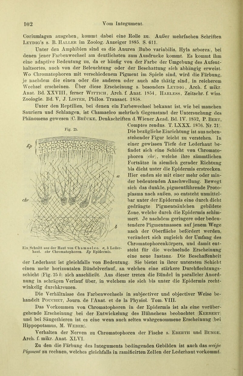 Coriumlagen ansgehen, kommt dabei eine Rolle zu. Außer mehrfachen Schriften Leydig’s s. B. Haller im Zoolog. Anzeiger 1885. S. 611. Unter den Amphibien sind es die Anuren (Bubo variabilis, Hyla arborea), bei denen jener Farben Wechsel am deutlichsten zum Ausdrucke kommt. Es kommt ihm eine adaptive Bedeutung zu, da er häufig von der Farbe der Umgebung des Aufent- haltsortes, auch von der Beleuchtung oder der Beschattung sich abhängig erweist. Wo Chromatophoren mit verschiedenem Pigment im Spiele sind, wird die Färbung, je nachdem die einen oder die anderen oder auch alle thätig sind, in reicherem Wechsel erscheinen. Uber diese Erscheinung s. besonders Leydig, Arch. f. mikr. Anat. Bd. XXVIII, ferner Wittich, Arch. f. Anat. 1854, Harless, Zeitschr. f. wiss. Zoologie. Bd. V, J. Lister, Philos. Transact. 1858. Unter den Reptilien, bei denen ein Farbewechsel bekannt ist, wie bei manchen Sauriern und Schlangen, ist Chamaeleo mehrfach Gegenstand der Untersuchung des Phänomens gewesen (C. Brücke, Denkschriften d. Wiener Acad. Bd. IV. 1852, P. Bert, Comptes rendus. T. LXXX. 1876. Nr. 21). 1 lg' Die bezügliche Einrichtung ist aus neben- stehender Figur leicht zu verstehen. In einer gewissen Tiefe der Lederhaut be- findet sich eine Schicht von Chromato- phoren [ehr), welche ihre sämmtlichen Fortsätze in ziemlich gerader Richtung bis dicht unter die Epidermis erstrecken. Hier enden sie mit einer mehr oder min- der bedeutenden Anschwellung. Bewegt sich das dunkle, pigmentführende Proto- plasma nach außen, so entsteht unmittel- bar unter der Epidermis eine durch dicht gedrängte Pigmentsäulchen gebildete Zone, welche durch die Epidermis schim- mert. Je nachdem geringere oder bedeu- tendere Pigmentmassen auf jenem Wege nach der Oberfläche befördert werden, verändert sich zugleich der Umfang des Chromatophorenkörpers, und damit ent- steht für die wechselnde Erscheinung eine neue Instanz. Die Beschaffenheit der Lederhaut ist gleichfalls von Bedeutung. Sie bietet in ihrer untersten Schicht einen mehr horizontalen Bündelverlauf, an welchen eine stärkere Durchflechtungs- schicht (Fig. 25 b) sich anschließt. Aus dieser treten die Bündel in paralleler Anord- nung in schrägen Verlauf über, in welchem sie sich bis unter die Epidermis recht- winkelig durchkreuzen. Die Verhältnisse des Farbenwechsels in subjectiver und objectiver Weise be- handelt Pouchet, Journ. de l’Anat. et de la Physiol. Tom. VIII. Das Vorkommen von Chromatophoren in der Epidermis ist als eine vorüber- gehende Erscheinung bei der Entwickelung des Hühnchens beobachtet (Kerbert und bei Säugethieren ist es eine wenn auch selten wahrgenommene Erscheinung (bei Hippopotamus, M. Weber). Verhalten der Nerven zu Chromatophoren der Fische s. Eberth und Bunge. Arch. f. mikr. Anat. XLVI. Zu den die Färbung des Integuments bedingenden Gebilden ist auch das weiße Pigment zu rechnen, welches gleichfalls in ramificirten Zellen der Lederhaut vorkommf. Ein schnitt aus der Haut von Chamaeleo. a, b Leder- haut. ehr Chromatophoren. Ep Epidermis.