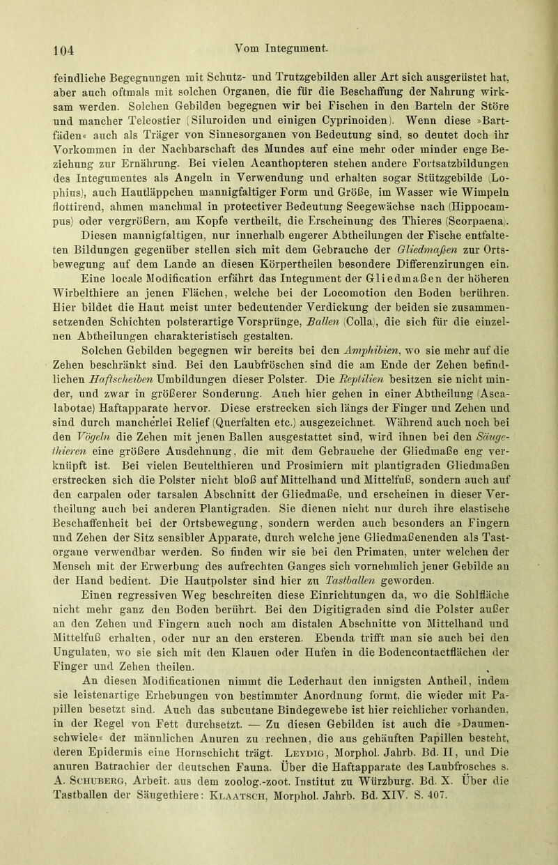 feindliche Begegnungen mit Schutz- und Trutzgebilden aller Art sich ausgerüstet hat, aber auch oftmals mit solchen Organen, die für die Beschaffung der Nahrung wirk- sam werden. Solchen Gebilden begegnen wir bei Fischen in den Barteln der Störe und mancher Teleostier (Siluroiden und einigen Cyprinoiden). Wenn diese »Bart- fäden« auch als Träger von Sinnesorganen von Bedeutung sind, so deutet doch ihr Vorkommen in der Nachbarschaft des Mundes auf eine mehr oder minder enge Be- ziehung zur Ernährung. Bei vielen Acanthopteren stehen andere Fortsatzbildungen des Integumentes als Angeln in Verwendung und erhalten sogar Stützgebilde (Lo- phius), auch Hautläppchen mannigfaltiger Form und Größe, im Wasser wie Wimpeln flottirend, ahmen manchmal in protectiver Bedeutung Seegewächse nach (Hippocam- pus) oder vergrößern, am Kopfe vertheilt, die Erscheinung des Thieres (Scorpaena). Diesen mannigfaltigen, nur innerhalb engerer Abtheilungen der Fische entfalte- ten Bildungen gegenüber stellen sich mit dem Gebrauche der Gliedmaßen zur Orts- bewegung auf dem Lande an diesen Körpertheilen besondere Differenzirungen ein. Eine locale Modification erfährt das Integument der Gliedmaßen der höheren Wirbelthiere an jenen Flächen, welche bei der Locomotion den Boden berühren. Hier bildet die Haut meist unter bedeutender Verdickung der beiden sie zusammen- setzenden Schichten polsterartige Vorsprünge, Ballen (Colla), die sich für die einzel- nen Abtheilungen charakteristisch gestalten. Solchen Gebilden begegnen wir bereits bei den Amphibien, wo sie mehr auf die Zehen beschränkt sind. Bei den Laubfröschen sind die am Ende der Zehen befind- lichen Haftscheiben Umbildungen dieser Polster. Die Reptilien besitzen sie nicht min- der, und zwar in größerer Sonderung. Auch hier gehen in einer Abtheilung (Asca- labotae) Haftapparate hervor. Diese erstrecken sich längs der Finger und Zehen und sind durch mancherlei Relief (Querfalten etc.) ausgezeichnet. Während auch noch bei den Vögeln die Zehen mit jenen Ballen ausgestattet sind, wird ihnen bei den Sciuge- thieren eine größere Ausdehnung, die mit dem Gebrauche der Gliedmaße eng ver- knüpft ist. Bei vielen Beutelthieren und Prosimiern mit plantigraden Gliedmaßen erstrecken sich die Polster nicht bloß auf Mittelhand und Mittelfuß, sondern auch auf den carpalen oder tarsalen Abschnitt der Gliedmaße, und erscheinen in dieser Ver- theilung auch bei anderen Plantigraden. Sie dienen nicht nur durch ihre elastische Beschaffenheit bei der Ortsbewegung, sondern werden auch besonders an Fingern und Zehen der Sitz sensibler Apparate, durch welche jene Gliedmaßenenden als Tast- organe verwendbar werden. So finden wir sie bei den Primaten, unter welchen der Mensch mit der Erwerbung des aufrechten Ganges sich vornehmlich jener Gebilde an der Hand bedient. Die Hautpolster sind hier zu Tastballen geworden. Einen regressiven Weg beschreiten diese Einrichtungen da, wo die Sohlfläche nicht mehr ganz den Boden berührt. Bei den Digitigraden sind die Polster außer an den Zehen und Fingern auch noch am distalen Abschnitte von Mittelhand und Mittelfuß erhalten, oder nur an den ersteren. Ebenda trifft man sie auch bei den Ungulaten, wo sie sich mit den Klauen oder Hufen in die Bodencontactflächen der Finger und Zehen theilen. An diesen Modificationen nimmt die Lederhaut den innigsten Antheil, indem sie leistenartige Erhebungen von bestimmter Anordnung formt, die wieder mit Pa- pillen besetzt sind. Auch das subcutane Bindegewebe ist hier reichlicher vorhanden, in der Regel von Fett durchsetzt. — Zu diesen Gebilden ist auch die »Daumen- schwiele« der männlichen Anuren zu rechnen, die aus gehäuften Papillen besteht, deren Epidermis eine Hornschicht trägt. Leydig, Morphol. Jahrb. Bd. II, und Die anuren Batrachier der deutschen Fauna. Über die Haftapparate des Laubfrosches s. A. Schuberg, Arbeit, aus dem zoolog.-zoot. Institut zu Wiirzburg. Bd. X. Über die Tastballen der Säugethiere: KlaatscH, Morphol. Jahrb. Bd. XIV. S. 407.