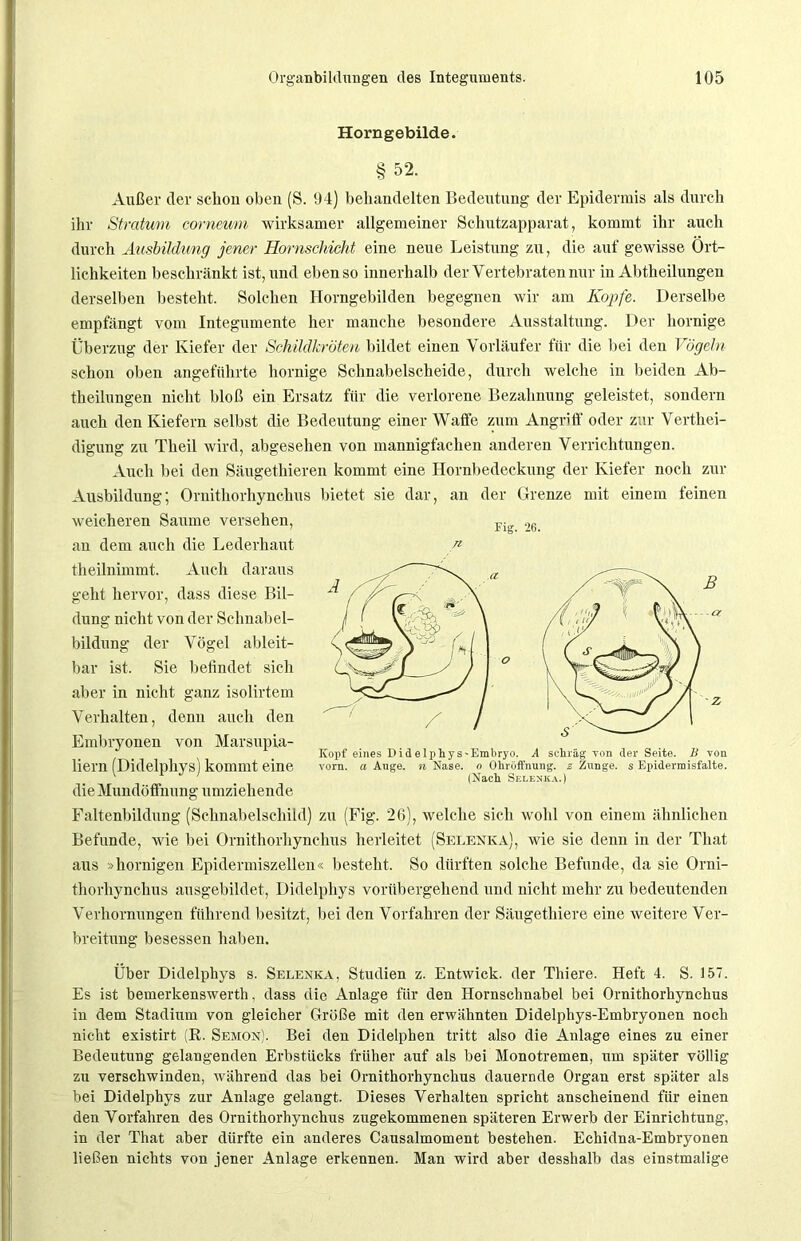 Horngebilde. § 52. Außer der schon oben (S. 94) behandelten Bedeutung der Epidermis als durch ihr Stratum corneum wirksamer allgemeiner Schutzapparat, kommt ihr auch durch Ausbildung jener Hornschicht eine neue Leistung zu, die auf gewisse Ört- lichkeiten beschränkt ist, und ebenso innerhalb der Vertebraten nur in Abtheilungen derselben besteht. Solchen Horngebilden begegnen wir am Kopfe. Derselbe empfängt vom Integumente her manche besondere Ausstattung. Der hornige Überzug der Kiefer der Schildkröten bildet einen Vorläufer für die bei den Vögeln schon oben angeführte hornige Schnabelscheide, durch welche in beiden Ab- theilungen nicht bloß ein Ersatz für die verlorene Bezahnung geleistet, sondern auch den Kiefern selbst die Bedeutung einer Waffe zum Angriff oder zur Vertei- digung zu Theil wird, abgesehen von mannigfachen anderen Verrichtungen. Auch bei den Säugetieren kommt eine Hornbedeckung der Kiefer noch zur Ausbildung; Ornithorhynchus bietet sie dar, an der Grenze mit einem feinen weicheren Saume versehen, an dem auch die Lederhaut theilnimmt. Auch daraus geht hervor, dass diese Bil- dung nicht von der Schnabel- bildung der Vögel ableit- bar ist. Sie befindet sich aber in nicht ganz isolirtem Verhalten, denn auch den Embryonen von Marsupia- liern (Didelphys) kommt eine die Mundöffnung umziehende Faltenbildung (Schnabelschild) zu (Fig. 26), welche sich wohl von einem ähnlichen Befunde, wie bei Ornithorhynchus herleitet (Selenka), wie sie denn in der Tliat aus »hornigen Epidermiszellen« besteht. So dürften solche Befunde, da sie Orni- thorhynchus ausgebildet, Didelphys vorübergehend und nicht mehr zu bedeutenden Verhornungen führend besitzt, bei den Vorfahren der Säugethiere eine weitere Ver- breitung besessen haben. Über Didelphys s. Selenka, Studien z. Entwich, der Thiere. Heft 4. S. 157. Es ist bemerkenswert!!, dass die Anlage für den Hornsclmabel bei Ornithorhynchus in dem Stadium von gleicher Größe mit den erwähnten Didelphys-Embryonen noch nicht existirt (E. Semon). Bei den Didelphen tritt also die Anlage eines zu einer Bedeutung gelangenden Erbstücks früher auf als bei Monotremen, um später völlig zu verschwinden, während das bei Ornithorhynchus dauernde Organ erst später als bei Didelphys zur Anlage gelangt. Dieses Verhalten spricht anscheinend für einen den Vorfahren des Ornithorhynchus zugekommenen späteren Erwerb der Einrichtung, in der That aber dürfte ein anderes Causalmoment bestehen. Echidna-Embryonen ließen nichts von jener Anlage erkennen. Man wird aber desshalb das einstmalige Fig. 26. Kopf eines Did elphy s-Embryo. A schräg von der Seite. B von vorn, a Ange. n Nase, o Ohröffnung, z Zunge, s Epidermisfalte. (Nach Selenka.)