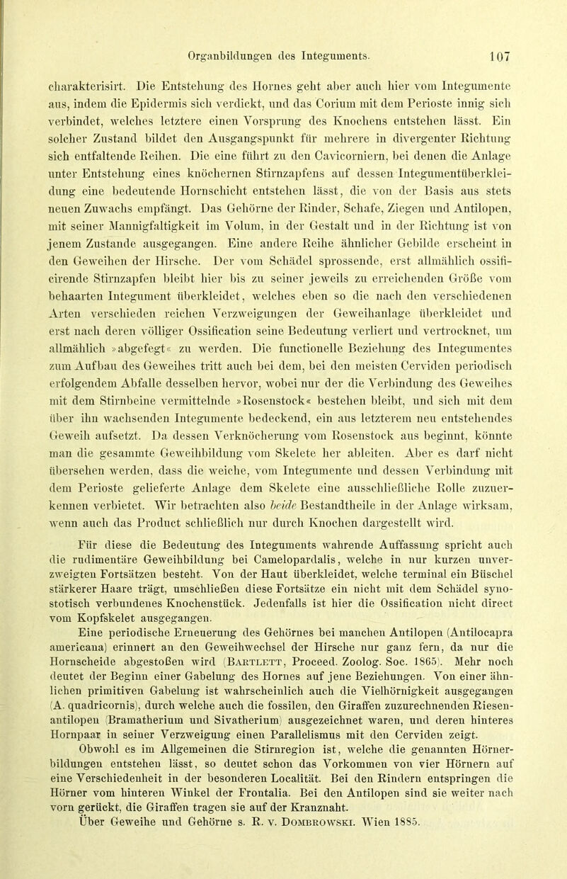 cliarafeterisirt. Die Entstellung des Hornes gebt aber auch liier vom Integumente aus, indem die Epidermis sieb verdickt, und das Corium mit dem Perioste innig sicli verbindet, welches letztere einen Vorsprung des Knochens entstehen lässt. Ein solcher Zustand bildet den Ausgangspunkt für mehrere in divergenter Richtung sich entfaltende Reihen. Die eine führt zu den Cavicorniern, hei denen die Anlage unter Entstehung eines knöchernen Stirnzapfens auf dessen Integumentiiberklei- dung eine bedeutende Hornschicht entstehen lässt, die von der Basis aus stets neuen Zuwachs empfängt. Das Gehörne der Rinder, Schafe, Ziegen und Antilopen, mit seiner Mannigfaltigkeit im Volum, in der Gestalt und in der Richtung ist von jenem Zustande ausgegangen. Eine andere Reihe ähnlicher Gebilde erscheint in den Geweihen der Hirsche. Der vom Schädel sprossende, erst allmählich ossifi- cirende Stirnzapfen bleibt hier bis zu seiner jeweils zu erreichenden Größe vom behaarten Integument überkleidet, welches eben so die nach den verschiedenen Arten verschieden reichen Verzweigungen der Geweihanlage überkleidet und erst nach deren völliger Ossification seine Bedeutung verliert und vertrocknet, um allmählich »abgefegt« zu werden. Die functioneile Beziehung des Integumentes zum Aufbau des Geweihes tritt auch hei dem, bei den meisten Cerviden periodisch erfolgendem Abfalle desselben hervor, wobei nur der die Verbindung des Geweihes mit dem Stirnbeine vermittelnde »Rosenstock« bestehen bleibt, und sich mit dem über ihn wachsenden Integumente bedeckend, ein aus letzterem neu entstehendes Geweih aufsetzt. Da dessen Verknöcherung vom Rosenstock aus beginnt, könnte man die gesammte Geweihbildung vom Skelete her ableiten. Aller es darf nicht übersehen werden, dass die weiche, vom Integumente und dessen Verbindung mit dem Perioste gelieferte Anlage dem Skelete eine ausschließliche Rolle zuzuer- kennen verbietet. Wir betrachten also beide Bestandtheile in der Anlage wirksam, wenn auch das Product schließlich nur durch Knochen dargestellt wird. Für diese die Bedeutung des Integuments wahrende Auffassung spricht auch die rudimentäre Geweihbildung bei Camelopardalis, welche in nur kurzen unver- zweigten Fortsätzen besteht. Von der Haut überkleidet, welche terminal ein Büschel stärkerer Haare trägt, umschließen diese Fortsätze ein nicht mit dem Schädel syno- stotisch verbundenes Knochenstück. Jedenfalls ist hier die Ossification nicht direct vom Kopfskelet ausgegangen. Eine periodische Erneuerung des Gehörnes bei manchen Antilopen (Antilocapra americana) erinnert an den Geweihwechsel der Hirsche nur ganz fern, da nur die Hornscheide abgestoßen wird (Bartlett, Proceed. Zoolog. Soc. 1865). Mehr noch deutet der Beginn einer Gabelung des Hornes auf jene Beziehungen. Von einer ähn- lichen primitiven Gabelung ist wahrscheinlich auch die Vielhörnigkeit ausgegangen (A. quadricornis), durch welche auch die fossilen, den Giraffen zuzurechnenden Riesen- antilopen (Bramatherium und Sivatherium) ausgezeichnet waren, und deren hinteres Hornpaar in seiner Verzweigung einen Parallelismus mit den Cerviden zeigt. Obwohl es im Allgemeinen die Stirnregion ist, welche die genannten Hörner- bildungen entstehen lässt, so deutet schon das Vorkommen von vier Hörnern auf eine Verschiedenheit in der besonderen Localität. Bei den Rindern entspringen die Hörner vom hinteren Winkel der Frontalia. Bei den Antilopen sind sie weiter nach vorn gerückt, die Giraffen tragen sie auf der Kranznaht. Über Geweihe und Gehörne s. R. v. Dombrowski. Wien 1885.