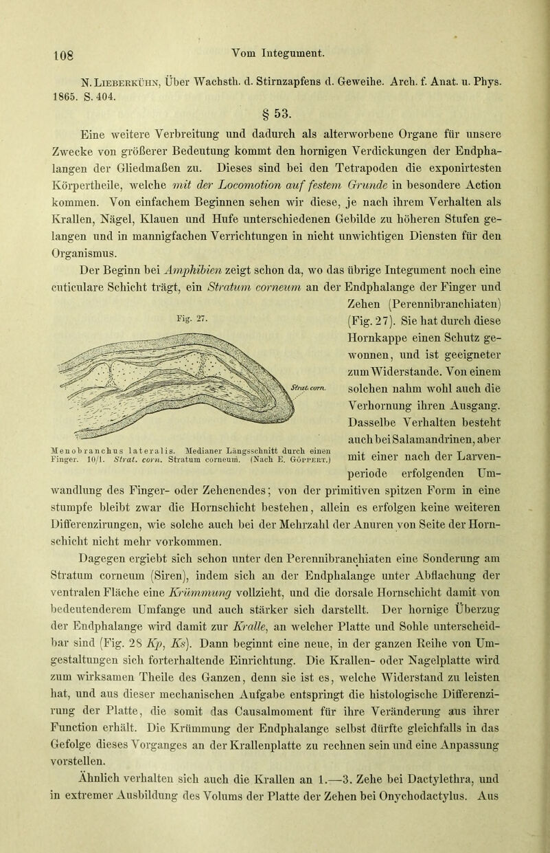 N. Lieberkühn, Über Wachstk. d. Stirnzapfens cl. Geweihe. Arch. f. Anat. u. Phys. 1865. S. 404. § 53. Eine weitere Verbreitung und dadurch als alterworbene Organe für unsere Zwecke von größerer Bedeutung kommt den hornigen Verdickungen der Endpha- langen der Gliedmaßen zu. Dieses sind bei den Tetrapoden die exponirtesten Körpertheile, welche mit der Locomotion auf festem Grunde in besondere Action kommen. Von einfachem Beginnen sehen wir diese, je nach ihrem Verhalten als Krallen, Nägel, Klauen und Hufe unterschiedenen Gebilde zu höheren Stufen ge- langen und in mannigfachen Verrichtungen in nicht unwichtigen Diensten für den Organismus. Der Beginn bei Amphibien zeigt schon da, wo das übrige Integument noch eine cnticulare Schicht trägt, ein Stratum eorneum an der Endphalange der Finger und Zehen (Perennibranchiaten) (Fig. 27). Sie hat durch diese Hornkappe einen Schutz ge- wonnen, und ist geeigneter zum Widerstande. Von einem solchen nahm wohl auch die Verhornung ihren Ausgang. Dasselbe Verhalten besteht auch bei Salamandrinen, aber mit einer nach der Larven- periode erfolgenden Um- wandlung des Finger- oder Zehenendes; von der primitiven spitzen Form in eine stumpfe bleibt zwar die Hornschicht bestehen, allein es erfolgen keine weiteren Diflerenzirungen, wie solche auch bei der Mehrzahl der Anuren von Seite der Horn- schicht nicht mehr Vorkommen. Dagegen ergiebt sich schon unter den Perennibranchiaten eine Sonderung am Stratum eorneum (Siren), indem sich an der Endphalange unter Abflachung der ventralen Fläche eine Krümmung vollzieht, und die dorsale Hornschicht damit von bedeutenderem Umfange und auch stärker sich darstellt. Der hornige Überzug der Endphalange wird damit zur Kralle, an welcher Platte und Sohle unterscheid- bar sind (Fig. 28 Kp, Ks). Dann beginnt eine neue, in der ganzen Reihe von Um- gestaltungen sich forterhaltende Einrichtung. Die Krallen- oder Nagelplatte wird zum wirksamen Theile des Ganzen, denn sie ist es, welche Widerstand zu leisten hat, und aus dieser mechanischen Aufgabe entspringt die histologische Differenzi- rung der Platte, die somit das Causalmoment für ihre Veränderung aus ihrer Function erhält. Die Krümmung der Endphalange selbst dürfte gleichfalls in das Gefolge dieses Vorganges an der Krallenplatte zu rechnen sein und eine Anpassung vorstellen. Ähnlich verhalten sich auch die Krallen an 1.—-3. Zehe bei Dactylethra, und in extremer Ausbildung des Volums der Platte der Zehen bei Onychodactylus. Aus Fig. 27. Henohranchus lateralis. Medianer Längsschnitt durch einen Finger. 10/1. Strat. com. Stratum corneuni. (Nach E. Göppert.)