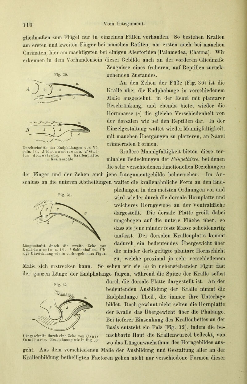 Fig. 30. Durchschnitte der Endphalangen von Vö- geln. 1/1. i Rheaamericaua. B Gal- lus domesticus. n Krallenplatte, s Krallensohle. gliedmaßen zum Flügel nur in einzelnen Fällen vorhanden. So bestehen Krallen am ersten und zweiten Finger bei manchen Ratiten, am ersten auch bei manchen Carinaten, hier am mächtigsten bei einigen Alectoriden (Palamedea, Chauna). Wir erkennen in dem Vorhandensein dieser Gebilde auch an der vorderen Gliedmaße Zeugnisse eines früheren, auf Reptilien zurück- gehenden Zustandes. An den Zehen der Füße (Fig. 30) ist die Kralle über die Endphalange in verschiedenem Maße ausgedehnt, in der Regel mit plantarer Beschränkung, und ebenda bietet wieder die Hornmasse (s) die gleiche Verschiedenheit von der dorsalen wie bei den Reptilien dar. In der Einzelgestaltung waltet wieder Mannigfaltigkeit, mit manchen Übergängen zu platteren, an Nägel erinnernden Formen. Größere Mannigfaltigkeit bieten diese ter- minalen Bedeckungen der Sängethiere, bei denen die sehr verschiedenen functionellen Beziehungen der Finger und der Zehen auch jene Integumentgebilde beherrschen. Im An- schluss an die unteren Abtheilungen waltet die krallenähnliche Form an den End- phalangen in den meisten Ordnungen vor und wird wieder durch die dorsale Hornplatte und weicheres Horngewebe an der Ventralfläche dargestellt. Die dorsale Platte greift dabei umgebogen auf die untere Fläche über, so dass sie jene minder feste Masse scheidenartig umfasst. Der dorsalen Krallenplatte kommt dadurch ein bedeutendes Übergewicht über die minder derb gefügte plantare Hornschicht zu, welche proximal in sehr verschiedenem Maße sich erstrecken kann. So sehen wir sie (s) in nebenstehender Figur fast der ganzen Länge der Endphalange folgen, während die Spitze der Kralle selbst durch die dorsale Platte dargestellt ist. An der bedeutenden Ausbildung der Kralle nimmt die Endphalange Tlieil, die immer ihre Unterlage bildet. Doch gewinnt nicht selten die Hornplatte der Kralle das Übergewicht über die Phalange. Bei tieferer Einsenkung des Krallenbettes an der Basis entsteht ein Falz (Fig. 32), indem die be- nachbarte Haut die Krallenwurzel bedeckt, von wo das Längenwachsthum des Horngebildes aus- geht. Aus dem verschiedenen Maße der Ausbildung und Gestaltung aller an der Krallenbildung betheiligten Factoren gehen nicht nur verschiedene Formen dieser Fig. 31. Längsschnitt durch die zweite Zehe von Echidna setosa. 1/1. b Sohlenhallen. Üb- rige Bezeichnung wie in vorhergehender Figur. Fig. 32. Längsschnitt durch eine Zehe von Canis f a m i 1 i a ri s. Bezeichnung wie in Fig. 30,