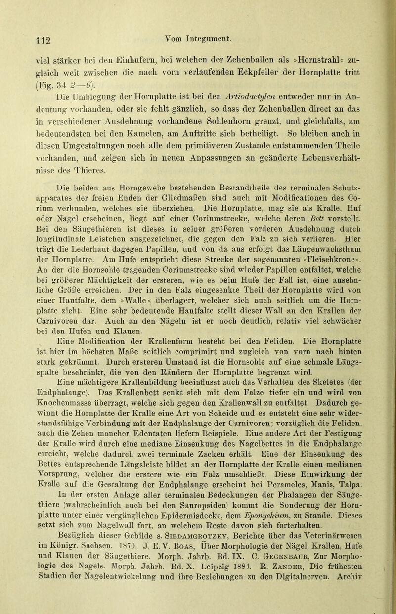 viel stärker bei den Einhufern, bei welchen der Zehenhallen als »Hornstrahl« zu- gleich weit zwischen die nach vorn verlaufenden Eckpfeiler der Hornplatte tritt (Fig. 34 2—6). Die Umbiegung der Hornplatte ist bei den Artiodactylen entweder nur in An- deutung vorhanden, oder sie fehlt gänzlich, so dass der Zehenballen direct an das in verschiedener Ausdehnung vorhandene Sohlenhorn grenzt, und gleichfalls, am bedeutendsten bei den Kamelen, am Auftritte sich betheiligt. So bleiben auch in diesen Umgestaltungen noch alle dem primitiveren Zustande entstammenden Theile vorhanden, und zeigen sich in neuen Anpassungen an geänderte Lebensverhält- nisse des Thieres. Die beiden aus Horngewebe bestehenden Bestandtheile des terminalen Schutz- apparates der freien Enden der Gliedmaßen sind auch mit Modificationen des Co- rium verbunden, welches sie überziehen. Die Hornplatte, mag sie als Kralle, Huf oder Nagel erscheinen, liegt auf einer Coriumstrecke, welche deren Bett vorstellt. Bei den Säugethieren ist dieses in seiner größeren vorderen Ausdehnung durch longitudinale Leistchen ausgezeichnet, die gegen den Falz zu sich verlieren. Hier trägt die Lederhaut dagegen Papillen, und von da aus erfolgt das Längenwachsthum der Hornplatte. Am Hufe entspricht diese Strecke der sogenannten »Fleischkrone«. An der die Hornsohle tragenden Coriumstrecke sind wieder Papillen entfaltet, welche bei größerer Mächtigkeit der ersteren, wie es beim Hufe der Fall ist, eine ansehn- liche Größe erreichen. Der in den Falz eingesenkte Theil der Hornplatte wird von einer Hautfalte, dem »Walle« überlagert, welcher sich auch seitlich um die Horn- platte zieht. Eine sehr bedeutende Hautfalte stellt dieser Wall an den Krallen der Carnivoren dar. Auch an den Nägeln ist er noch deutlich, relativ viel schwächer bei den Hufen und Klauen. Eine Modification der Krallenform besteht bei den Feliden. Die Hornplatte ist hier im höchsten Maße seitlich comprimirt und zugleich von vorn nach hinten stark gekrümmt. Durch ersteren Umstand ist die Hornsohle auf eine schmale Längs- spalte beschränkt, die von den Rändern der Hornplatte begrenzt wird. Eine mächtigere Krallenbildung beeinflusst auch das Verhalten des Skeletes (der Endphalange). Das Krallenbett senkt sich mit dem Falze tiefer ein und wird von Knochenmasse überragt, welche sich gegen den Krallenwall zu entfaltet. Dadurch ge- winnt die Hornplatte der Kralle eine Art von Scheide und es entsteht eine sehr wider- standsfähige Verbindung mit der Endphalange der Carnivoren; vorzüglich die Feliden, auch die Zehen mancher Edentaten liefern Beispiele. Eine andere Art der Festigung der Kralle wird durch eine mediane Einsenkung des Nagelbettes in die Endphalange erreicht, welche dadurch zwei terminale Zacken erhält. Eine der Einsenkung des Bettes entsprechende Längsleiste bildet an der Hornplatte der Kralle einen medianen Vorsprung, welcher die erstere wie ein Falz umschließt. Diese Einwirkung der Kralle auf die Gestaltung der Endphalange erscheint bei Perameles, Manis, Talpa. In der ersten Anlage aller terminalen Bedeckungen der Phalangen der Säuge- thiere (wahrscheinlich auch bei den Sauropsiden; kommt die Sonderung der Horn- platte unter einer vergänglichen Epidermisdecke, dem Eponychium, zu Stande. Dieses setzt sich zum Nagelwall fort, an welchem Reste davon sich forterhalten. Bezüglich dieser Gebilde s. Siedamgrotzky, Berichte über das Veterinärwesen im Königr. Sachsen. 1870. J. E.V. Boas, Über Morphologie der Nägel, Krallen, Hufe und Klauen der Säugethiere. Morph. Jahrb. Bd. IX. C. Gegenbaur, Zur Morpho- logie des Nagels. Morph. Jahrb. Bd. X. Leipzig 1884. R. Zander, Die frühesten Stadien der Nagelentwickelung und ihre Beziehungen zu den Digitalnerven. Archiv