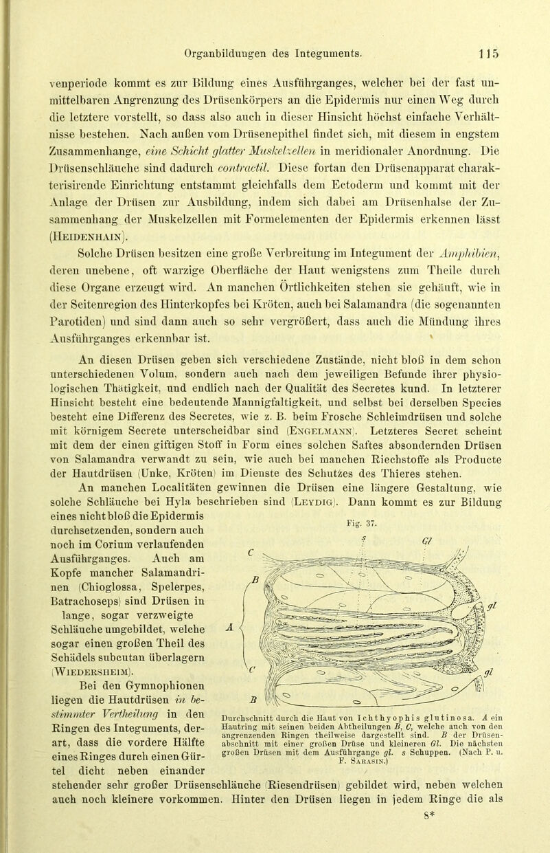 venperiode kommt es zur Bildung eines Ausführganges, welcher bei der fast un- mittelbaren Angrenzung des Drüsenkörpers an die Epidermis nur einen Weg durch die letztere vorstellt, so dass also auch in dieser Hinsicht höchst einfache Verhält- nisse bestehen. Nach außen vom Drüsenepithel findet sich, mit diesem in engstem Zusammenhänge, eine Schicht glatter Muskelzellen in meridionaler Anordnung. Die Drüsenschläuche sind dadurch contractil. Diese fortan den Drüsenapparat charak- terisirende Einrichtung entstammt gleichfalls dem Ectoderm und kommt mit der Anlage der Drüsen zur Ausbildung, indem sich dabei am Drüsenhalse der Zu- sammenhang der Muskelzellen mit Formelementen der Epidermis erkennen lässt (Heidenhain). Solche Drüsen besitzen eine große Verbreitung im Integument der Amphibien, deren unebene, oft warzige Oberfläche der Haut wenigstens zum Theile durch diese Organe erzeugt wird. An manchen Örtlichkeiten stehen sie gehäuft, wie in der Seitenregion des Hinterkopfes bei Kröten, auch bei Salamandra (die sogenannten Parotiden) und sind dann auch so sehr vergrößert, dass auch die Mündung ihres Ausführganges erkennbar ist. An diesen Drüsen geben sich verschiedene Zustände, nicht bloß in dem schon unterschiedenen Volum, sondern auch nach dem jeweiligen Befunde ihrer physio- logischen Thiitigkeit, und endlich nach der Qualität des Secretes kund. In letzterer Hinsicht besteht eine bedeutende Mannigfaltigkeit, und selbst bei derselben Species besteht eine Differenz des Secretes, wie z. B. beim Frosche Schleimdrüsen und solche mit körnigem Secrete unterscheidbar sind (Engelmann). Letzteres Secret scheint mit dem der einen giftigen Stoff in Form eines solchen Saftes absondernden Drüsen von Salamandra verwandt zu sein, wie auch bei manchen Riechstoffe als Producte der Hautdrüsen (Unke, Kröten) im Dienste des Schutzes des Thieres stehen. An manchen Localitäten gewinnen die Drüsen eine längere Gestaltung, wie solche Schläuche bei Hyla beschrieben sind (Leydig). Dann kommt es zur Bildung eines nicht bloß die Epidermis durchsetzenden, sondern auch noch im Corium verlaufenden Ausführganges. Auch am Kopfe mancher Salamandri- nen (Chioglossa, Spelerpes, Batrachoseps) sind Drüsen in lange, sogar verzweigte Schläuche umgebildet, welche sogar einen großen Theil des Schädels subcutan überlagern (Wiedeesheim). Bei den Gymnophionen liegen die Hautdrüsen in be- stimmter Vertheilung in den Ringen des Integuments, der- art, dass die vordere Hälfte eines Ringes durch einen Gür- tel dicht neben einander stehender sehr großer Drüsenschlänche Riesendrüsen) gebildet wird, neben welchen auch noch kleinere Vorkommen. Hinter den Drüsen liegen in jedem Ringe die als 8* Fig. 37. Gl Durchschnitt durch die Haut von Ichthyophis glutinös a. A ein Hautring mit seinen beiden Abtheilungen B, C, welche auch von den angrenzenden Ringen theilweise dargestellt sind. B der Drüsen- abschnitt mit einer großen Drüse und kleineren Ol. Die nächsten großen Drüsen mit dem Ausführgange gl. s Schuppen. (Nach P. u. F. Sarasin.)